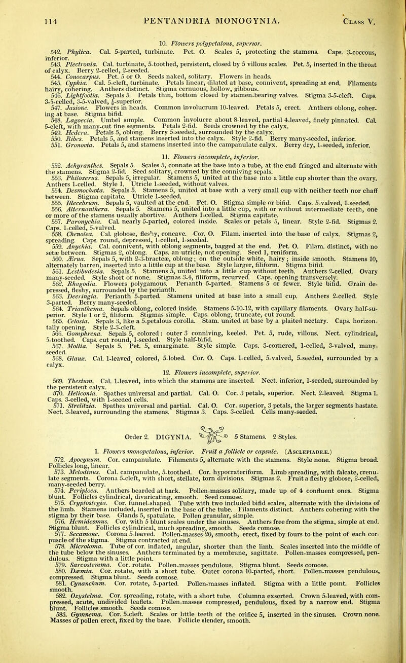 10. Flowers polypctalous, superior. 542. Phylica. Cal. 5-partecl, turbinate. Pet. O. Scales 5, protecting the stamens. Caps. 3-coccous, inferior. 543. Plectronia. Cal. turbinate, 5-toothed, persistent, closed by 5 villous scales. Pet. 5, inserted in the throat of calyx. Berry 2-celled, 2-seeded. 544. Conocarpus. Pet. 5 or O. Seeds naked, solitary. Flowers in heads. 545. Cyphia. Cal. 5-cleft, turbinate. Petals linear, dilated at base, connivent, spreading at end. Filaments hairy, cohering. Anthers distinct. Stigma cernuous, hollow, gibbous. 546. Lightfootia. Sepals 5. Petals thin, bottom closed by stamen-bearing valves. Stigma 3-5-cIeft. Caps. 3-5-celled, 3-5-valved, ^-superior. 547. Jasione. Flowers in heads. Common involucrum 10-leaved. Petals 5, erect. Anthers oblong, coher- ing at base. Stigma bifid. 548. Lagoecia. Umbel simple. Common involucre about 8-leaved, partial 4-leaved, finely pinnated. Cal. 5-cleft, with many-cut fine segments. Petals 2-fid. Seeds crowned by the calyx. 549. Hedcra. Petals 5, oblong. Berry 5-seeded, surrounded by the calyx. 550. Ribes. Petals 5, and stamens inserted into the calyx. Style 2-fid. Berry many-seeded, inferior. 551. Gronowia. Petals 5, and stamens inserted into the campanulate calyx. Berry dry, 1-seeded, inferior. 11. Flowers incomplete, inferior. 552. Achyranthes. Sepals 5. Scales 5, connate at the base into a tube, at the end fringed and alternate with the stamens. Stigma 2-fid. Seed solitary, crowned by the conniving sepals. 553. Philoxerus. Sepals 5, irregular. Stamens 5, united at the base into a little cup shorter than the ovary. Anthers 1-celled. Style 1. Utricle 1-seeded, without valves. 554. Desmoclttsia. Sepals 5. Stamens 5, united at base with a very small cup with neither teeth nor chaff between. Stigma capitate. Utricle 1-seeded. 555. Illecebrum. Sepals 5, vaulted at the end. Pet. O. Stigma simple nr bifid. Caps. 5-valved, 1-seeded. 556. Alternanthera. Sepals 5. Stamens 5, united into a little cup, with or without intermediate teeth, one or more of the stamens usually abortive. Anthers 1-celled. Stigma capitate. 557. Paronychia. CaL nearly 5-parted, colored inside. Scales or petals 5, linear. Style 2-fid. Stigmas 2. Caps. 1-celled, 5-valved. 558. Chenolea. Cal. globose, fleshy, concave. Cor. O. Filam. inserted into the base of calyx. Stigmas 2, spreading. Caps, round, depressed, 1-celled, 1-seeded. 559. Anychia. Cal. connivent, with oblong segments, bagged at the end. Pet. O. Filam. distinct, with no seta; between. Stigmas 2, oblong. Caps, an utricle, not opening. Seed 1, reniform. 560. JErua. Sepals 5, with 2-3-bractese, oblong: on the outside white, hairy; inside smooth. Stamens 10, alternately barren, inserted into a little cup at the base. Style larger, filiform. Stigma bifid. 561. Lcslibudesia. Sepals 5. Stamens 5, united into a little cup without teeth. Anthers 2-celled. Ovary many-seeded. Style short or none. Stigmas 3-4, filiform, recurved. Caps, opening transversely. 562. Rhagodia. Flowers polygamous. Perianth 5-parted. Stamens 5 or fewer. Style bifid. Grain de- pressed, fleshy, surrounded by the perianth. 563. Deeringia. Perianth 5-parted. Stamens united at base into a small cup. Anthers 2-celled. Style 3-parted. Berry many-seeded. 564. Trianthema. Sepals oblong, colored inside. Stamens 5-10-12, with capillary filaments. Ovary half-su- perior. Style 1 or 2, filiform. Stigmas simple. Caps, oblong, truncate, cut round. 565. Celosia. Sepals 3, like a 5-petalous corolla. Stam. united at base by a plaited nectary. Caps, horizon- tally opening. Style 2-3-cleft. 566. Gomphrena. Sepals 5, colored: outer 3 conniving, keeled. Pet. 5, rude, villous. Nect. cylindrical, 5-toothed. Caps, cut round, 1-seeded. Style half-bifid. 567. Mollia. Sepals 5. Pet. 5, emarginate. Style simple. Caps. 3-cornered, 1-celled, 3-valved, many- seeded. 568. Glaux. Cal. 1-leaved colored, 5-lobed. Cor. O. Caps. 1-celled, 5-valved, 5-seeded, surrounded by a calyx. 12. Flowers incomplete, superior. 569. Thesium. Cal. 1-leaved, into which the stamens are inserted. Nect. inferior, 1-seeded, surrounded by the persistent calyx. 570. Heliconia. Spathes universal and partial. Cal. O. Cor. 3 petals, superior. Nect. 2-leaved. Stigma 1. Caps. 3-celled, with 1-seeded cells. 571. Strelitzia. Spathes universal and partial. Cal. O. Cor. superior, 3 petals, the larger segments hastate. Nect. 3-leaved, surrounding the stamens. Stigmas 3. Caps. 3-celled. Cells many-seeded. Order 2. DIGYNIA. ^-J^® 5 Stamens. 2 Styles. 1. Flowers monopetalous, inferior. Fruit a follicle or capsule. (Asclepiade^e.) 572. Apocynum. Cor. campanulate. Filaments 5, alternate with the stamens. Style none. Stigma broad. Follicles long, linear. 573. Melodinus. Cal. campanulate, 5-toothed. Cor. hypocrateriform. Limb spreading, with falcate, crenu- late segments. Corona 5-cleft, with short, stellate, torn divisions. Stigmas 2. Fruit a fleshy globose, 2-celled, many-seeded berry. 574. Periploca. Anthers bearded at back. Pollen-masses solitary, made up of 4 confluent ones. Stigma blunt. Follicles cylindrical, divaricating, smooth. Seedcomose. 575. Cryptoslcgia. Cor. funnel-shaped. Tube with two included bifid scales, alternate with the divisions of the limb. Stamens included, inserted in the base of the tube. Filaments distinct. Anthers cohering with the stigma by their base. Glands 5, spatulate. Pollen granular, simple. 576. Hcmidesmus. Cor. with 5 blunt scales under the sinuses. Anthers free from the stigma, simple at end. Stigma blunt. Follicles cylindrical, much spreading, smooth. Seeds comose. 577. Secamone. Corona 5-leaved. Pollen-masses 20, smooth, erect, fixed by fours to the point of each cor- puscle of the stigma. Stigma contracted at end. 578. Microloma. Tube of cor. inflated, angular, shorter than the limb. Scales inserted into the middle of the tube below the sinuses. Anthers terminated by a membrane, sagittate. Pollen-masses compressed, pen- dulous. Stigma with a little point. 579. Sarcostemma. Cor. rotate. Pollen-masses pendulous. Stigma blunt. Seeds comose. 580. Dcemia. Cor. rotate, with a short tube. Outer corona 10-parted, short. Pollen-masses pendulous, compressed. Stigma blunt. Seeds comose. 581. Cynanchum. Cor. rotate, 5-parted. Pollen-masses inflated. Stigma with a little point. Follicles smooth. 582. Oxystelma. Cor. spreading, rotate, with a short tube. Columna exserted. Crown 5-leaved, with com- pressed, acute, undivided leaflets. Pollen-masses compressed, pendulous, fixed by a narrow end. Stigma blunt. Follicles smooth. Seeds comose. 583. Gymnema. Cor. 5-cleft. Scales or little teeth of the orifice 5, inserted in the sinuses. Crown none. Masses of pollen erect, fixed by the base. Follicle slender, smooth.
