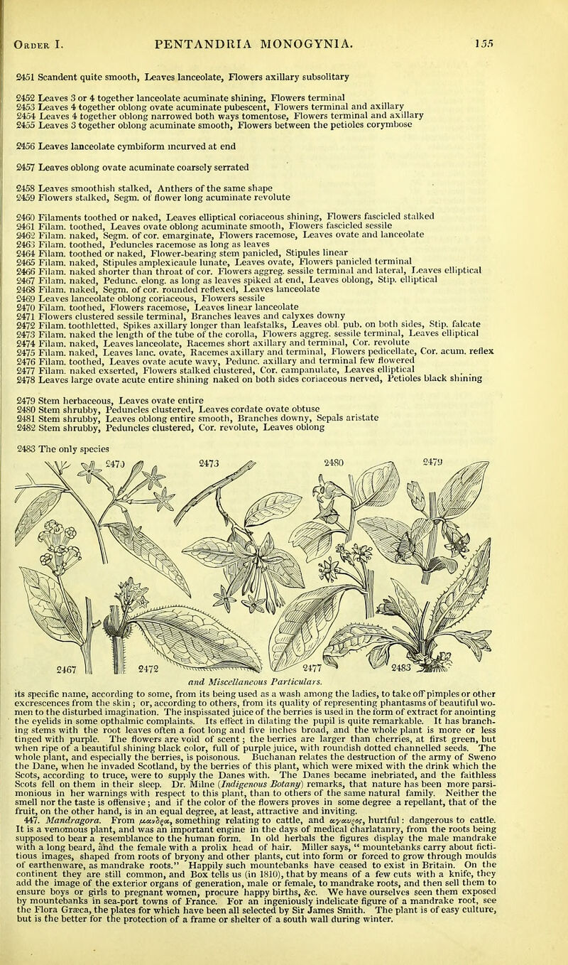 2451 Scandent quite smooth, Leaves lanceolate, Flowers axillary subsolitary 2452 Leaves 3 or 4 together lanceolate acuminate shining, Flowers terminal 2453 Leaves 4 together oblong ovate acuminate pubescent, Flowers terminal and axillary 2454 Leaves 4 together oblong narrowed both ways tomentose, Flowers terminal and axillary 2455 Leaves 3 together oblong acuminate smooth, Flowers between the petioles corymbose 2456 Leaves lanceolate cymbiform incurved at end 2457 Leaves oblong ovate acuminate coarsely serrated 2458 Leaves smoothish stalked, Anthers of the same shape 2459 Flowers stalked, Segm. of flower long acuminate revolute 2450 Filaments toothed or naked, Leaves elliptical coriaceous shining, Flowers fascicled stalked 2461 Filam. toothed, Leaves ovate oblong acuminate smooth, Flowers fascicled sessile 2462 Filam. naked, Segm. of cor. emarginate, Flowers racemose, Leaves ovate and lanceolate 2463 Filam. toothed, Peduncles racemose as long as leaves 2464 Filam. toothed or naked, Flower-bearing stem panicled, Stipules linear 2465 Filam. naked, Stipules amplexicaule lunate, Leaves ovate, Flowers panicled terminal 2466 Filam. naked shorter than throat of cor. Flowers aggreg. sessile terminal and lateral, Leaves elliptical 2467 Filam. naked, Pedunc. elong. as long as leaves spiked at end. Leaves oblong, Stip. elliptical 2468 Filam. naked, Segm. of cor. rounded reflexed, Leaves lanceolate 2469 Leaves lanceolate oblong coriaceous, Flowers sessile 2470 Filam. toothed, Flowers racemose, Leaves linear lanceolate 2471 Flowers clustered sessile terminal, Branches leaves and calyxes downy 2472 Filam. toothletted, Spikes axillary longer than leafstalks, Leaves obi. pub. on both sides, Stip. falcate 2473 Filam. naked the length of the tube of the corolla, Flowers aggreg. sessile terminal, Leaves elliptical 2474 Filam. naked, Leaves lanceolate, Racemes short axillary and terminal, Cor. revolute 2475 Filam. naked, Leaves lane, ovate, Racemes axillary and terminal, Flowers pedicellate, Cor. acum. reflex 2476 Filam. toothed, Leaves ovate acute wavy, Pedunc. axillary and terminal few flowered 2477 Filam. naked exserted, Flowers stalked clustered, Cor. campanulate, Leaves elliptical 2478 Leaves large ovate acute entire shining naked on both sides coriaceous nerved, Petioles black sinning 2479 Stem herbaceous, Leaves ovate entire 2480 Stem shrubby, Peduncles clustered, Leaves cordate ovate obtuse 2481 Stem shrubby, Leaves oblong entire smooth, Branches downy, Sepals aristate 2482 Stem shrubby, Peduncles clustered, Cor. revolute, Leaves oblong 2483 The only species and Miscellaneous Particulars. its specific name, according to some, from its being used as a wash among the ladies, to take oft pimples or other excrescences from the skin ; or, according to others, from its quality of representing phantasms of beautiful wo- men to the disturbed imagination. The inspissated juice of the berries is used in the form of extract for anointing the eyelids in some opthalmic complaints. Its effect in dilating the pupil is quite remarkable. It has branch- ing stems with the root leaves often a foot long and five inches broad, and the whole plant is more or less tinged with purple. The flowers are void of scent; the berries are larger than cherries, at first green, but when ripe of a beautiful shining black color, full of purple juice, with roundish dotted channelled seeds. The whole plant, and especially the berries, is poisonous. Buchanan relates the destruction of the army of Sweno the Dane, when he invaded Scotland, by the berries of this plant, which were mixed with the drink which the Scots, according to truce, were to supply the Danes With. The Danes became inebriated, and the faithless Scots fell on them in their sleep. Dr. Milne [Indigenous Botany) remarks, that nature has been more parsi- monious in her warnings with respect to this plant, than to others of the same natural family. Neither the smell nor the taste is offensive; and if the color of the flowers proves in some degree a repellant, that of the fruit, on the other hand, is in an equal degree, at least, attractive and inviting. 447. Mandragora. From iMwi^a., something relating to cattle, and mymvfct, hurtful: dangerous to cattle. It is a venomous plant, and was an important engine in the days of medical charlatanry, from the roots being supposed to bear a resemblance to the human form. In old herbals the figures display the male mandrake with a long beard, and the female with a prolix head of hair. Miller says,  mountebanks carry about ficti- tious images, shaped from roots of bryony and other plants, cut into form or forced to grow through moulds of earthenware, as mandrake roots. Happily such mountebanks have ceased to exist in Britain. On the continent they are still common, and Box tells us (in 1810), that by means of a few cuts with a knife, they add the image of the exterior organs of generation, male or female, to mandrake roots, and then sell them to ensure boys or girls to pregnant women, procure happy births, &c. We have ourselves seen them exposed by mountebanks in sea-port towns of France. For an ingeniously indelicate figure of a mandrake root, see the Flora Graca, the plates for which have been all selected by Sir James Smith. The plant is of easy culture, but is the better for the protection of a frame or shelter of a south wall during winter.