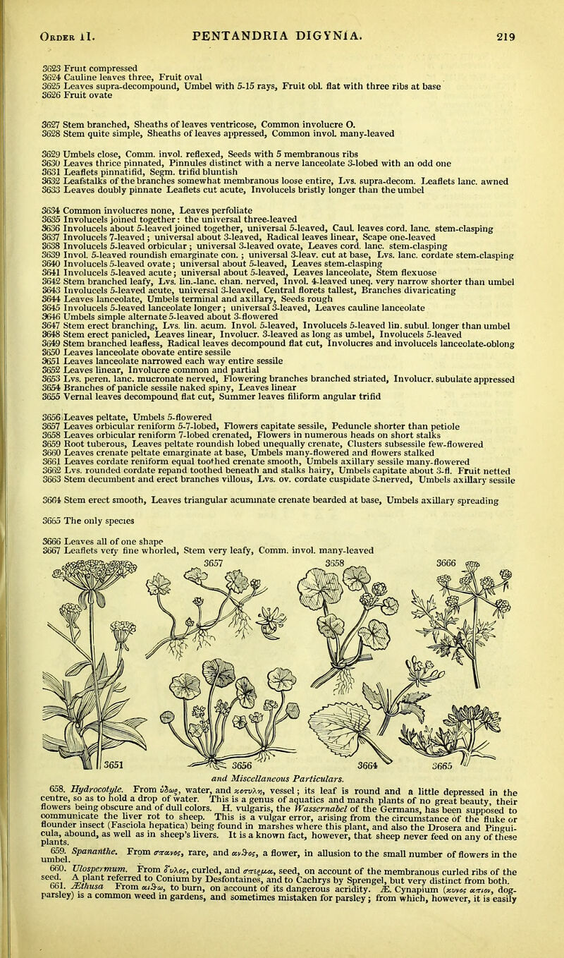 3623 Fruit compressed 3624 Cauline leaves three, Fruit oval 3625 Leaves supra-decompound, Umbel with 5-15 rays, Fruit obL flat with three ribs at base 3626 Fruit ovate 3627 Stem branched, Sheaths ofleaves ventricose, Common involucre O. 3628 Stem quite simple, Sheaths of leaves appressed, Common invoL many-leaved 3629 Umbels close, Comm. invol. reflexed, Seeds with 5 membranous ribs 3630 Leaves thrice pinnated, Pinnules distinct with a nerve lanceolate 3-lobed with an odd one 3631 Leaflets pinnatifid, Segm. trifid bluntish 3632 Leafstalks of the branches somewhat membranous loose entire, Lvs. supra-decom. Leaflets lane, awned 3633 Leaves doubly pinnate Leaflets cut acute, Involucels bristly longer than the umbel 3634 Common involucres none, Leaves perfoliate 3635 Involucels joined together: the universal three-leaved 3636 Involucels about 5-leaved joined together, universal 5-leaved, Caul, leaves cord. lane, stem-clasping 3637 Involucels 7-leaved ; universal about 3-leaved, Radical leaves linear, Scape one-leaved 3638 Involucels 5-leaved orbicular; universal 3-leaved ovate, Leaves cord. lane, stem-clasping 3639 InvoL 5-leaved roundish emarginate con.; universal 3-leav. cut at base, Lvs. lane, cordate stem-clasping 3640 Involucels 5-leaved ovate; universal about 5-leaved, Leaves stem-clasping 3641 Involucels 5-leaved acute; universal about 5-leaved, Leaves lanceolate, Stem flexuose 3642 Stem branched leafy, Lvs. lin.-Ianc. chan. nerved, Invol. 4-leaved uneq. very narrow shorter than umbel 3643 Involucels 5-leaved acute, universal 3-leaved, Central florets tallest, Branches divaricating 3644 Leaves lanceolate, Umbels terminal and axillary, Seeds rough 3645 Involucels 5-leaved lanceolate longer; universal 3-leaved, Leaves cauline lanceolate 3646 Umbels simple alternate 5-leaved about 3-flowered 3647 Stem erect branching, Lvs. lin. acum. InvoL 5-leaved, Involucels 5-leaved lin. subul. longer than umbel 3648 Stem erect panicled, Leaves linear, Involucr. 3-leaved as long as umbel, Involucels 5-leaved 3649 Stem branched leafless, Radical leaves decompound flat cut, Involucres and involucels lanceolate-oblong 3650 Leaves lanceolate obovate entire sessile 3651 Leaves lanceolate narrowed each way entire sessile 3652 Leaves linear, Involucre common and partial 3653 Lvs. peren. lane, mucronate nerved, Flowering branches branched striated, Involucr. subulate appressed 3654 Branches of panicle sessile naked spiny, Leaves linear 3655 Vernal leaves decompound flat cut, Summer leaves filiform angular trifid 3656 Leaves peltate, Umbels 5-flowered 3657 Leaves orbicular reniform 5-7-lobed, Flowers capitate sessile, Peduncle shorter than petiole 3658 Leaves orbicular reniform 7-lobed crenated, Flowers in numerous heads on short stalks 3659 Root tuberous, Leaves peltate roundish lobed unequally crenate, Clusters subsessile few-flowered 3660 Leaves crenate peltate emarginate at base, Umbels many-flowered and flowers stalked 3661 Leaves cordate reniform equal toothed crenate smooth, Umbels axillary sessile many-flowered 3662 Lvs. rounded cordate repand toothed beneath and stalks hairy, Umbels capitate about 3-fl. Fruit netted 3663 Stem decumbent and erect branches villous, Lvs. ov. cordate cuspidate 3-nerved, Umbels axillary sessile 3604 Stem erect smooth, Leaves triangular acuminate crenate bearded at base, Umbels axillary spreading 3665 The only species S666 Leaves all of one shape 3667 Leaflets very fine whorled, Stem very leafy, Comm. invol. many-leaved 3657 3558 and Miscellaneous Particulars. 658. Hydrocotyle. From iSue, water, and xcmXvi, vessel; its leaf is round and a little depressed in the centre, so as to hold a drop of water. This is a genus of aquatics and marsh plants of no great beauty their flowers being obscure and of dull colors. H. vulgaris, the Wassernabel of the Germans, has been supposed to communicate the Liver rot to sheep. This is a vulgar error, arising from the circumstance of the fluke or flounder insect (Fasciola hepatica) being found in marshes where this plant, and also the Drosera and Pineui- cula, abound, as well as in sheep's livers. It is a known fact, however, that sheep never feed on anv of these plants. ' 659. Spanantke. From fsmtes, rare, and mS-o;, a flower, in allusion to the small number of flowers in the umbel. 660. Ulospermum. From Vukos, curled, and cr^px, seed, on account of the membranous curled ribs of the SeIc'i ^?F, r<*rred t0„Conium by Desfontaines, and to Cachrys by Sprengel, but very distinct from both. obi. Jbtnusa *rom xiS-u, to burn, on account of its dangerous acridity. JE. Cynapium (xuvos a-rim, dog- parsley) is a common weed in gardens, and sometimes mistaken for parsley; from which, however, it is easily