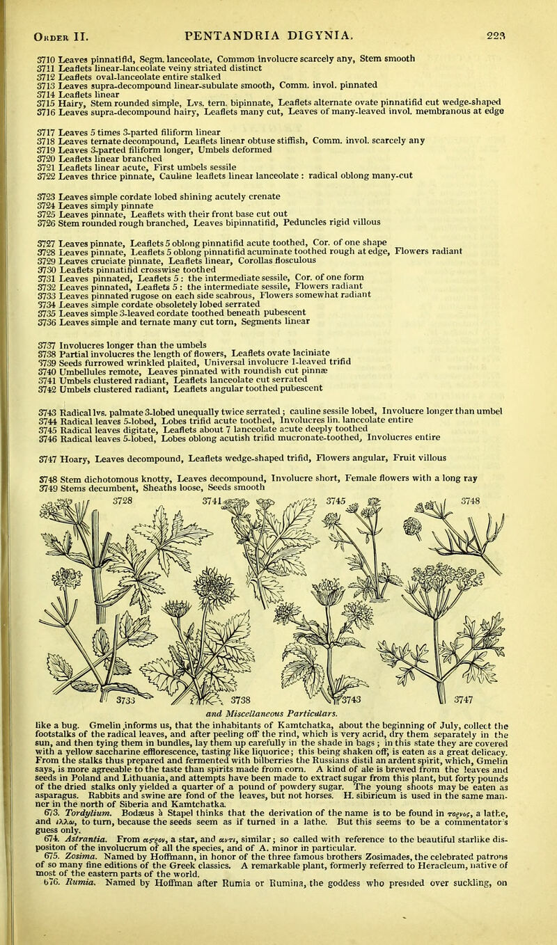 3710 Leaves pinnatlfld, Segm. lanceolate, Common involucre scarcely any, Stem smooth 3711 Leaflets linear-lanceolate veiny striated distinct 3712 Leaflets oval-lanceolate entire stalked 3713 Leaves supra-decompound linear-subulate smooth, Comm. invol. pinnated 3714 Leaflets linear 3715 Hairy, Stem rounded simple, Lvs. tern, bipinnate, Leaflets alternate ovate pinnatifid cut wedge-shaped 3716 Leaves supra-decompound hairy, Leaflets many cut, Leaves of many-leaved invol. membranous at edge 3717 Leaves 5 times 3-parted filiform linear 3718 Leaves ternate decompound, Leaflets linear obtuse stiffish, Comm. invol. scarcely any 3719 Leaves 3-parted filiform longer, Umbels deformed 3720 Leaflets linear branched 3721 Leaflets linear acute, First umbels sessile 3722 Leaves thrice pinnate, Cauline leaflets linear lanceolate : radical oblong many-cut 3723 Leaves simple cordate lobed shining acutely crenate 3724 Leaves simply pinnate 3725 Leaves pinnate, Leaflets with their front base cut out 3726 Stem rounded rough branched, Leaves bipinnatifid, Peduncles rigid villous 3727 Leaves pinnate, Leaflets 5 oblong pinnatifid acute toothed, Cor. of one shape 3728 Leaves pinnate, Leaflets 5 oblong pinnatifid acuminate toothed rough at edge, Flowers radiant 3729 Leaves cruciate pinnate, Leaflets linear, Corollas flosculous 3730 Leaflets pinnatifid crosswise toothed 3731 Leaves pinnated, Leaflets 5 : the intermediate sessile, Cor. of one form 3732 Leaves pinnated, Leaflets 5 : the intermediate sessile, Flowers radiant 3733 Leaves pinnated rugose on each side scabrous, flowers somewhat radiant 3734 Leaves simple cordate obsoletely lobed serrated 3735 Leaves simple 3-leaved cordate toothed beneath pubescent 3736 Leaves simple and ternate many cut torn, Segments linear 3737 Involucres longer than the umbels 3738 Partial involucres the length of flowers, Leaflets ovate laciniate 3739 Seeds furrowed wrinkled plaited, Universal involucre 1-leaved trifid 3740 Umbellules remote, Leaves pinnated with roundish cut pinnee 3741 Umbels clustered radiant, Leaflets lanceolate cut serrated 3742 Umbels clustered radiant, Leaflets angular toothed pubescent 3743 Radical lvs. palmate 3-lobed unequally twice serrated; cauline sessile lobed, Involucre longer than umbel 3744 Radical leaves 5-lobed, Lobes trifid acute toothed, Involucres lin. lanceolate entire 3745 Radical leaves digitate, Leaflets about 7 lanceolate acute deeply toothed 3746 Radical leaves 5-lobed, Lobes oblong acutish trifid mucronate-toothed. Involucres entire 3747 Hoary, Leaves decompound, Leaflets wedge-shaped trifid, Flowers angular, Fruit villous S748 Stem dichotomous knotty, Leaves decompound, Involucre short, Female flowers with a long ray 3749 Stems decumbent, Sheaths loose, Seeds smooth and Miscellaneous Particulars. like a bug. Gmelin .informs us, that the inhabitants of Kamtchatka, about the beginning of July, collect the footstalks of the radical leaves, and after peeling off the rind, which is very acrid, dry them separately in the sun, and then tying them in bundles, lay tnem up carefully in the shade in bags; in this state they are covered with a yellow saccharine efflorescence, tasting like liquorice; this being shaken off, is eaten as a great delicacy. From the stalks thus prepared and fermented with bilberries the Russians distil an ardent spirit, which, Gmelin says, is more agreeable to the taste than spirits made from corn. A kind of ale is brewed from the leaves and seeds in Poland and Lithuania, and attempts have been made to extract sugar from this plant, but forty pounds of the dried stalks only yielded a quarter of a pound of powdery sugar. The young snoots may be eaten as asparagus. Rabbits and swine are fond of the leaves, but not horses. H. sibiricum is used in the same man- ner in the north of Siberia and Kamtchatka 673. Tordylium. Bodams a Stapel thinks that the derivation of the name is to be found in n^os, a lathe, and ,xxu, to turn, because the seeds seem as if turned in a lathe. But this seems to be a commentator s guess only. 674. Astrantia. From cts~e?v, a star, and kvjv, similar; so called with reference to the beautiful starlike dis- positon of the involucrum of all the species, and of A. minor in particular. 675. Zosima. Named by Hoffmann, in honor of the three famous brothers Zosimades, the celebrated patrons of so many fine editions of the Greek classics. A remarkable plant, formerly referred to Heracleum, native of most of the eastern parts of the world. t>76. Rumia. Named by Hoffman after Rumia or Rumina, the goddess who presided over suckling, on