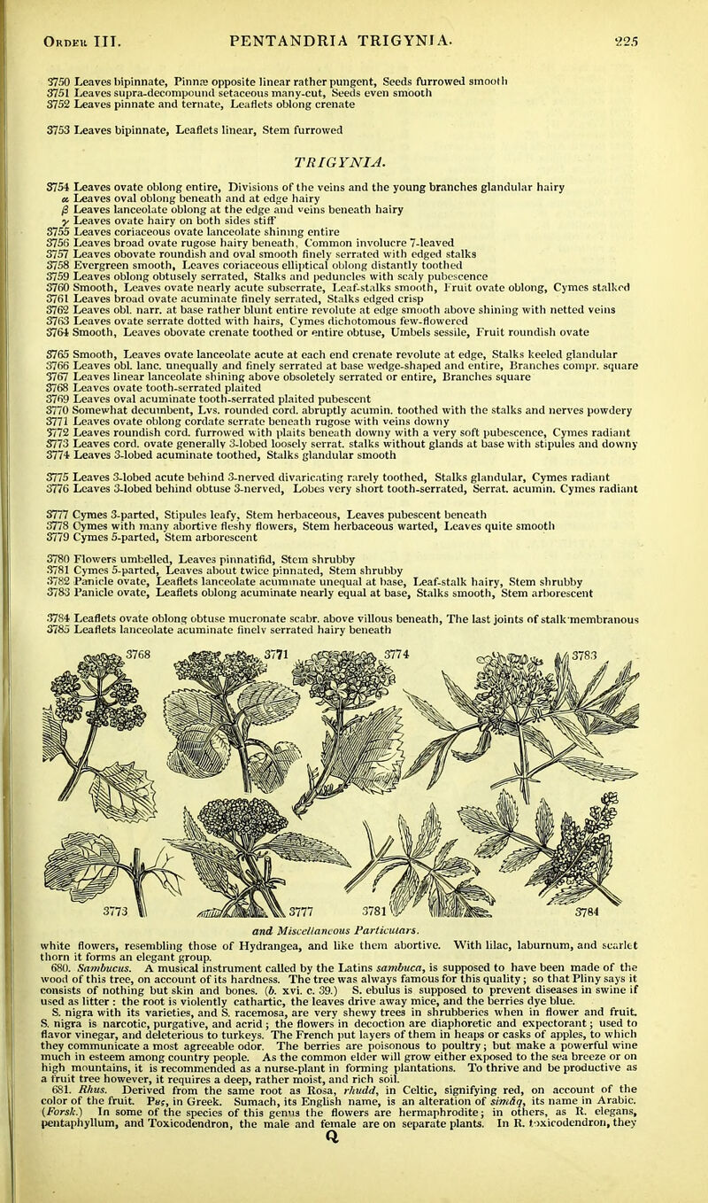 3750 Leaves bipinnate, Pinna? opposite linear rather pungent, Seeds furrowed smooth 3751 Leaves supra-decompound setaceous many-cut, Seeds even smooth 3752 Leaves pinnate and ternate, Leaflets oblong crenate 3753 Leaves bipinnate, Leaflets linear, Stem furrowed TRIGYNI A. 3754 Leaves ovate oblong entire, Divisions of the veins and the young branches glandular hairy a. Leaves oval oblong beneath and at edge hairy /3 Leaves lanceolate oblong at the edge and veins beneath hairy y Leaves ovate hairy on both sides stiff 3755 Leaves coriaceous ovate lanceolate shining entire 3756 Leaves broad ovate rugose hairy beneath, Common involucre 7-leaved 3757 Leaves obovate roundish and oval smooth finely serrated with edged stalks 3758 Evergreen smooth, Leaves coriaceous elliptical oblong distantly toothed 3759 Leaves oblong obtusely serrated, Stalks and peduncles with scaly pubescence 3760 Smooth, Leaves ovate nearly acute subserrate, Leaf-stalks smooth, Fruit ovate oblong, Cymes stalked 3761 Leaves broad ovate acuminate finely serrated, Stalks edged crisp 3762 Leaves obi. narr. at base rather blunt entire revolute at edge smooth above shining with netted veins 3763 Leaves ovate serrate dotted with hairs, Cymes dichotomous few-flowered 3764 Smooth, Leaves obovate crenate toothed or entire obtuse, Umbels sessile, Fruit roundish ovate S765 Smooth, Leaves ovate lanceolate acute at each end crenate revolute at edge, Stalks keeled glandular 3766 Leaves obi. lane, unequally and finely serrated at base wedge-shaped and entire, Branches compr. square 3767 Leaves linear lanceolate shining above obsoletely serrated or entire, Branches square 3768 Leaves ovate tooth-serrated plaited 3769 Leaves oval acuminate tooth-serrated plaited pubescent 3770 Somewhat decumbent, Lvs. rounded cord, abruptly acumin. toothed with the stalks and nerves powdery 3771 Leaves ovate oblong cordate serrate beneath rugose with veins downy 3772 Leaves roundish cord, furrowed with plaits beneath downy with a very soft pubescence, Cymes radiant S773 Leaves cord, ovate generally 3-lobed loosely serrat. stalks without glands at base with stipules and downy 3774 Leaves 3-lobed acuminate toothed, Stalks glandular smooth 3775 Leaves 3-lobed acute behind 3-nerved divaricating rarely toothed, Stalks glandular, Cymes radiant 3776 Leaves 3-lobed behind obtuse 3-nerved, Lobes very short tooth-serrated, Serrat. acumin. Cymes radiant S777 Cymes 3-parted, Stipules leafy, Stem herbaceous, Leaves pubescent beneath 3778 Cymes with many abortive fleshy flowers, Stem herbaceous warted, Leaves quite smooth 3779 Cymes 5-parted, Stem arborescent 3780 Flowers umbelled, Leaves pinnatifid, Stem shrubby 3781 Cymes 5-parted, Leaves about twice pinnated, Stem shrubby 3782 Panicle ovate, Leaflets lanceolate acuminate unequal at base, Leaf-stalk hairy, Stem shrubby 3783 Panicle ovate, Leaflets oblong acuminate nearly equal at base, Stalks smooth, Stem arborescent 3784 Leaflets ovate oblong obtuse mucronate scabr. above villous beneath, The last joints of stalk membranous 3785 Leaflets lanceolate acuminate finelv serrated hairy beneath and Miscellaneous Particulars. white flowers, resembling those of Hydrangea, and like them abortive. With lilac, laburnum, and scarlet thorn it forms an elegant group. 680. Sambucus. A musical instrument called by the Latins sambuca, is supposed to have been made of the wood of this tree, on account of its hardness. The tree was always famous for this quality; so that Pliny says it consists of nothing but skin and bones. (6. xvi. c. 39.) S. ebulus is supposed to prevent diseases in swine if used as litter : the root is violently cathartic, the leaves drive away mice, and the berries dye blue. S. nigra with its varieties, and S. racemosa, are very shewy trees in shrubberies when in flower and fruit. S. nigra is narcotic, purgative, and acrid ; the flowers in decoction are diaphoretic and expectorant; used to flavor vinegar, and deleterious to turkeys. The French put layers of them in heaps or casks of apples, to which they communicate a most agreeable odor. The berries are poisonous to poultry; but make a powerful wine much in esteem among country people. As the common elder will grow either exposed to the sea breeze or on high mountains, it is recommended as a nurse-plant in forming plantations. To thrive and be productive as a fruit tree however, it requires a deep, rather moist, and rich soil. 681. Rhus. Derived from the same root as Rosa, rhudd, in Celtic, signifying red, on account of the color of the fruit. 7u;, in Greek. Sumach, its English name, is an alteration of sim&q, its name in Arabic. (Forsk.) In some of the species of this genus the flowers are hermaphrodite; in others, as R. elegans, pentaphyllum, and Toxicodendron, the male and female are on separate plants. In R. toxicodendron,they