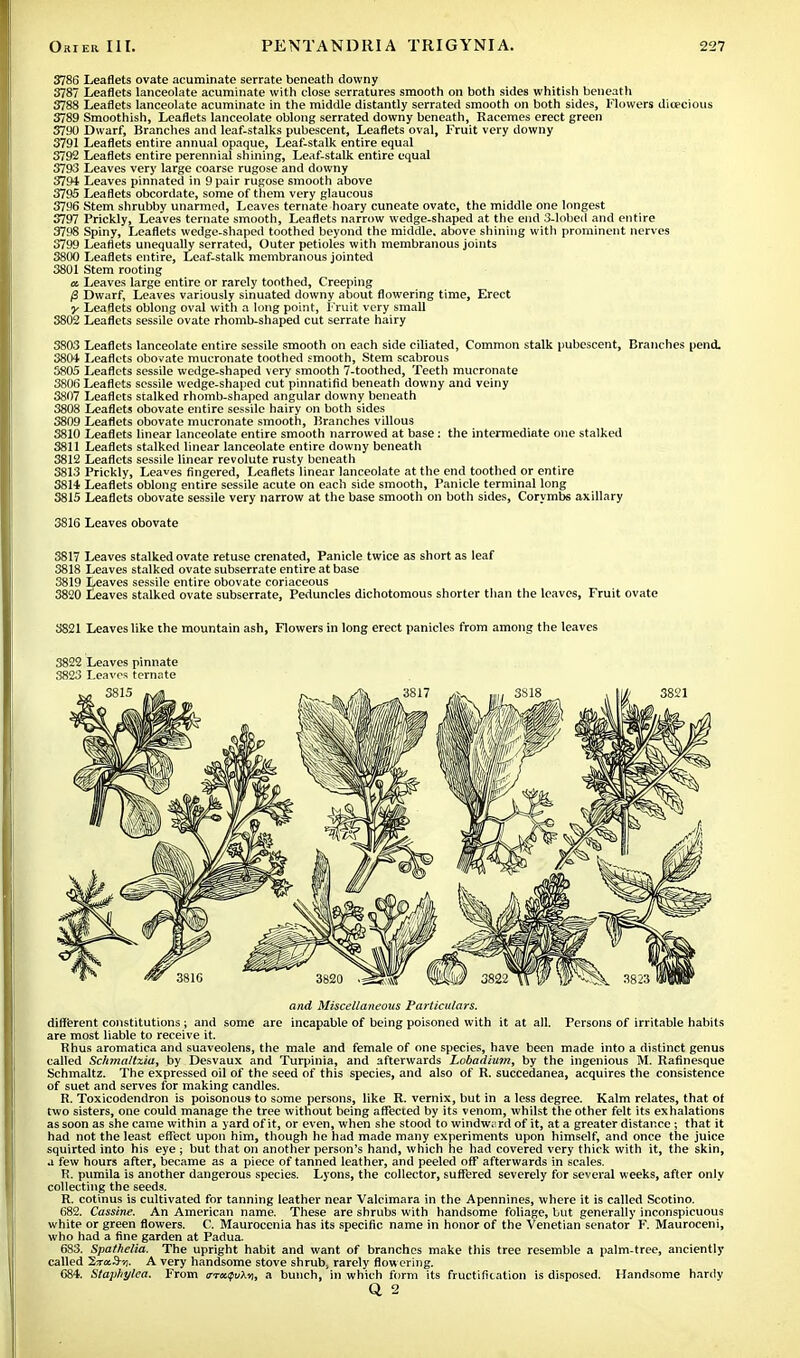 3786 Leaflets ovate acuminate serrate beneath downy 3787 Leaflets lanceolate acuminate with close serratures smooth on both sides whitish beneath 3788 Leaflets lanceolate acuminate in the middle distantly serrated smooth on both sides, Flowers dioecious 3789 Smoothish, Leaflets lanceolate oblong serrated downy beneath, Racemes erect green 3790 Dwarf, Branches and leaf-stalks pubescent, Leaflets oval, Fruit very downy 3791 Leaflets entire annual opaque, Leaf-stalk entire equal 3792 Leaflets entire perennial shining, Leaf-stalk entire equal 3793 Leaves very large coarse rugose and downy 3794 Leaves pinnated in 9 pair rugose smooth above 3795 Leaflets obcordate, some of them very glaucous 3796 Stem shrubby unarmed, Leaves ternate hoary cuneate ovate, the middle one longest 3797 Prickly, Leaves ternate smooth, Leaflets narrow wedge-shaped at the end 3-lobed and entire 3798 Spiny, Leaflets wedge-shaped toothed beyond the middle, above shining with prominent nerves 3799 Leaflets unequally serrated, Outer petioles with membranous joints 3800 Leaflets entire, Leaf-stalk membranous jointed 3801 Stem rooting a Leaves large entire or rarely toothed, Creeping /3 Dwarf, Leaves variously sinuated downy about flowering time, Erect y Leaflets oblong oval with a long point, Fruit very small 3802 Leaflets sessile ovate rhomb-shaped cut serrate hairy 3803 Leaflets lanceolate entire sessile smooth on each side ciliated, Common stalk pubescent, Branches pend. 3804 Leaflets obovate mucronate toothed smooth, Stem scabrous 5805 Leaflets sessile wedge-shaped very smooth 7-toothed, Teeth mucronate 3S0K Leaflets sessile wedge-shaped cut pinnatifid beneatli downy and veiny 3807 Leaflets stalked rhomb-shaped angular downy beneath 3808 Leaflets obovate entire sessile hairy on both sides 3809 Leaflets obovate mucronate smooth, Branches villous 3810 Leaflets linear lanceolate entire smooth narrowed at base: the intermediate one stalked 3811 Leaflets stalked linear lanceolate entire downy beneath 3812 Leaflets sessile linear revolute rusty beneath 3813 Prickly, Leaves fingered, Leaflets linear lanceolate at the end toothed or entire 3814 Leaflets oblong entire sessile acute on each side smooth, Panicle terminal long 3815 Leaflets obovate sessile very narrow at the base smooth on both sides, Corymbs axillary 3816 Leaves obovate 3817 Leaves stalked ovate retuse crenated, Panicle twice as short as leaf 3818 Leaves stalked ovate subserrate entire at base 3819 Leaves sessile entire obovate coriaceous 3820 Leaves stalked ovate subserrate, Peduncles dichotomous shorter than the leaves, Fruit ovate 3821 Leaves like the mountain ash, Flowers in long erect panicles from among the leaves 3822 Leaves pinnate 3823 Leaves ternate and Miscellaneous Particulars. different constitutions; and some are incapable of being poisoned with it at all. Persons of irritable habits are most liable to receive it. Rhus aromatica and suaveolens, the male and female of one species, have been made into a distinct genus called Schmaltzia, by Desvaux and Turpinia, and afterwards Lobadium, by the ingenious M. Rafinesque Schmaltz. The expressed oil of the seed of this species, and also of R. succedanea, acquires the consistence of suet and serves for making candles. R. Toxicodendron is poisonous to some persons, like R. vernix, but in a less degree. Kalm relates, that of two sisters, one could manage the tree without being affected by its venom, whilst the other felt its exhalations as soon as she came within a yard of it, or even, when she stood to windward of it, at a greater distance ; that it had not the least effect upon him, though he had made many experiments upon himself, and once the juice squirted into his eye ; but that on another person's hand, which he had covered very thick with it, the skin, a few hours after, became as a piece of tanned leather, and peeled off afterwards in scales. R pumila is another dangerous species. Lyons, the collector, suffered severely for several weeks, after only collecting the seeds. R. cotinus is cultivated for tanning leather near Valcimara in the Apennines, where it is called Scotino. 682. Cassine. An American name. These are shrubs with handsome foliage, but generally inconspicuous white or green flowers. C. Maurocenia has its specific name in honor of the Venetian senator F. Mauroceni, who had a fine garden at Padua. 683. Spathelia. The upright habit and want of branches make this tree resemble a palm-tree, anciently called Stos^si. A very handsome stove shrub, rarely flowering. 684. Staphylea. From tmupvXvi, a bunch, in which form its fructification is disposed. Handsome hardv Q 2