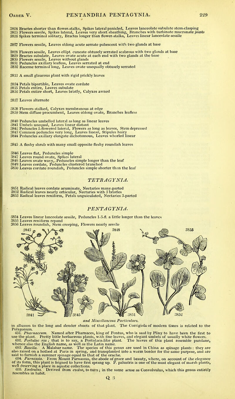 3824 Bractes shorter than flower-stalks, Spikes lateral panicled, Leaves lanceolate subulate stem-clasping 3825 Flowers sessile, Spikes lateral, Leaves very short sheathing, Branches with turbinate mucronate joints 3826 Spikes terminal solitary, Bractes longer than flower-stalks, Leaves linear lanceolate sessile 3827 Flowers sessile, Leaves oblong acute 6errate pubescent with two glands at base 3828 Flowers sessile, Leaves ellipt. cuneate obtusely serrated scabrous with two glands at base 3829 Bractes subulate, Leaves ovate acute at each end with two glands at the base 3830 Flowers sessile, Leaves without glands 3831 Peduncles axillary leafless, Leaves serrated at end 3832 Raceme terminal long, Leaves ovate unequally obtusely serrated 3833 A small glaucous plant with rigid prickly leaves 3834 Petals bipartible, Leaves ovate cordate 3835 Petals entire, Leaves subulate 3836 Petals entire short, Leaves bristly, Calyxes awned 3837 Leaves alternate 3838 Flowers stalked, Calyxes membranous at edge 3839 Stem diffuse procumbent, Leaves oblong ovate, Branches leafless 3840 Peduncles umbelled lateral as long as linear leaves 3841 Umbels unequal, Leaves linear distant 3842 Peduncles 1-flowered lateral, Flowers as long as leaves, Stem depressed 3843 Common peduncles very long, Leaves linear, Stipules hairy 3844 Peduncles axillary elongate dichotomous, Leaves whorled linear 3845 A fleshy shrub with many small opposite fleshy roundish leaves 3846 Leaves flat, Peduncles simple 3847 Leaves round ovate, Spikes lateral 3848 Leaves ovate wavy,. Peduncles simple longer than the leaf 3849 Leaves cordate, Peduncles clustered branched 3850 Leaves cordate roundish, Peduncles simple shorter than the leaf TETRAGYNIA. 3851 Radical leaves cordate acuminate, Nectaries many-parted 3852 Radical leaves nearly orbicular, Nectaries with 3 bristles 3853 Radical leaves reniform, Petals unguiculated, Nectaries 3-parted PENT A G YNIA. 3854 Leaves linear lanceolate sessile, Peduncles 1-3-fl. a little longer than the leaves 3855 Leaves reniform repand 3856 Leaves roundish, Stem creeping, Flowers nearly sessile and Miscellaneous Particulars. in allusion to the long and slender shoots of that plant. The Corrigiola of modern times is related to the Polygonum. 691. Pharnaceum. Named after Pharnaces, king of Pontus, who is said by Pliny to have been the first to use the plant. Pretty little herbaceous plants, with tine leaves, and elegant umbels of usually white flowers. 692. Portulac ria ; that is to say, a Portulaca-like plant. The leaves of this plant resemble purslane, whence also the English name, as well as the Latin name. 693. Basella. A Malabar name. The species of this genus are used in China as spinage plants: they are also raised on a hotbed at Paris in spring, and transplanted into a warm border for the same purpose, and are said to furnish a summer spinage equal to that of the orache. 694. Parnassia. From Mount Parnassus, the abode of grace and beauty, where, on account of the elegance of its form, this plant is feigned to have first sprang up. P. palustris is one of the most elegant of marsh plants, wetl deserving a place in aquatic collections. 695. Evulvuliis. Derived from evolvo, to turn; in the same sense as Convolvulus, which this genus entirely resembles in habit. Q. 3