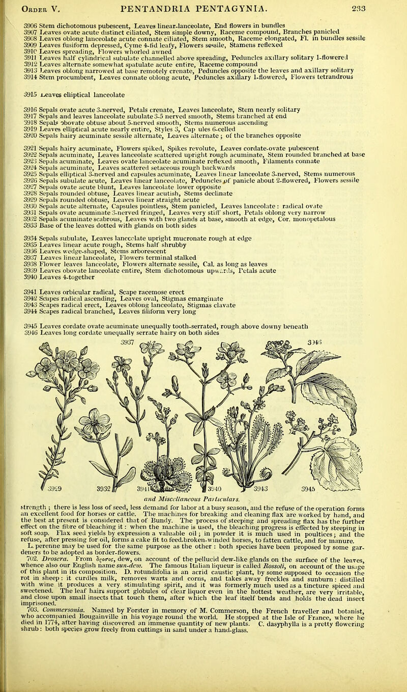 3906 Stem dichotomous pubescent, Leaves linear-lanceolate, End flowers in bundles 3907 leaves ovate acute distinct ciliated, Stem simple downy, Raceme compound, Branches panicled 3908 Leaves oblong lanceolate acute connate ciliated, Stem smooth, Raceme elongated, Fl. in bundles sessile 3909 Leaves fusiform depressed, Cyme 4-fid leafy, Flowers sessile, Stamens reflexed 3910 Leaves spreading, Flowers whorled awned 3911 Leaves half cylindrical subulate channelled above spreading. Peduncles axillary solitary 1-flowereJ 3912 Leaves alternate somewhat spatulate acute entire, Raceme compound 3913 Leaves oblong narrowed at base remotely crenate, Peduncles opposite the leaves and axillary solitary 3914 Stem procumbent, Leaves connate oblong acute, Peduncles axillary 1-flowered, Flowers tetrandrous 3915 leaves elliptical lanceolate 3916 Sepals ovate acute 3-nerved, Petals crenate, Leaves lanceolate, Stem nearly solitary 3917 Sepals and leaves lanceolate subulate 3-5 nerved smooth, Stems branched at end 3918 Sepals obovate obtuse about 5-nerved smooth, Stems numerous ascending 3919 Leaves elliptical acute nearly entire, Styles 3, Cap ules 6-celled 3920 Sepals hairy acuminate sessile alternate, Leaves alternate; of the branches opposite 3921 Sepals hairy acuminate, Flowers spiked, Spikes revolute, Leaves cordate-ovate pubescent 3922 Sepals acuminate, Leaves lanceolate scattered upright rough acuminate, Stem rounded branched at base 3923 Sepals acuminate, Leaves ovate lanceolate acuminate reflexed smooth, Filaments connate 3924 Sepals acuminate, Leaves scattered setaceous rough backwards 3925 Sepals elliptical 3-nerved and capsules acuminate, Leaves linear lanceolate 3-nerved, Stems numerous 392(1 Sepals subulate acute, Leaves linear lanceolate, Peduncles j>f panicle about 2-flowered, F'lowers sessile 3927 Sepals ovate acute blunt, Leaves lanceolate lower opposite 3928 Sepals rounded obtuse, Leaves linear acutish, Stems declinate 3929 Sepals rounded obtuse, Leaves linear straight acute 3930 Sepals acute alternate, Capsules pointless, Stem panicled, Leaves lanceolate : radical ovate 3931 Sepals ovate acuminate 3-nerved fringed, Leaves very stiff short, Petals oblong very narrow 3932 Sepals acuminate scabrous, Leaves with two glands at base, smooth at edge, Cor. monopetalous 3933 Base of the leaves dotted with glands on both sides 3934 Sepals subulate, Leaves lanceolate upright mucronate rough at edge 3935 Leaves linear acute rough, Stems half shrubby 3936 Leaves wedge-shaped, Stems arborescent 3937 Leaves linear lanceolate, Flowers terminal stalked 3938 Flower leaves lanceolate, Flowers alternate sessile, Cal. as long as leaves 3939 Leaves obovate lanceolate entire, Stem dichotomous upwards, Petals acute 3940 Leaves 4-together 3941 Leaves orbicular radical, Scape racemose erect 3942 Scapes radical ascending, Leaves oval, Stigmas emarginate 3943 Scapes radical erect, Leaves oblong lanceolate, Stigmas clavate 3944 Scapes radical branched, Leaves filiform very long 3945 Leaves cordate ovate acuminate unequally tooth-serrated, rough above downy beneath 3946 Leaves long cordate unequally serrate hairy on both sides and Miscellaneous Particulars. strength ; there is less loss of seed, less demand for labor at a busy season, and the refuse of the operation forms an excellent food for horses or cattle. The machines for breaking and cleaning flax are worked by hand, and the best at present is considered that of Bundy. The process of steeping and spreading flax has the further effect on the fibre of bleaching it: when the machine is used, the bleaching progress is effected by steeping in soft soap. Flax seed yields by expression a valuable oil; in powder it is much used in poultices; and the refuse, after pressing for oil, forms a cake fit to feeibroken-winded horses, to fatten cattle, and for manure. L. perenne may be used for the same purpose as the other : both species have been proposed by some gar- deners to be adopted as border-flowers. 702. Drosera. ¥iom \atros, dew, on account of the pellucid dew-like glands on the surface of the leaves, whence also our English name sun-dew. The famous Italian liqueur is called Rossoli, on account of the usage of this plant in its composition. D. rotundifolia is an acrid caustic plant, by some supposed to occasion the rot in sheep: it curdles milk, removes warts and corns, and takes away freckles and sunburn: distilled with wine it produces a very stimulating spirit, and it was formerly much used as a tincture spiced and sweetened. The leaf hairs support globules of clear liquor even in the hottest weather, are very irritable, and close upon small insects that touch them, after which the leaf itself bends and holds the dead insect imprisoned. 703. Commersonia. Named by Forster in memory of M. Commerson, the French traveller and botanist, who accompanied Bougainville in his voyage round the world. He stopped at the Isle of France, where he died in 1774, after having discovered an immense quantity of new plants. C. dasyphylla is a pretty flowering shrub: both species grow freely from cuttings in sand under a hand-glass.