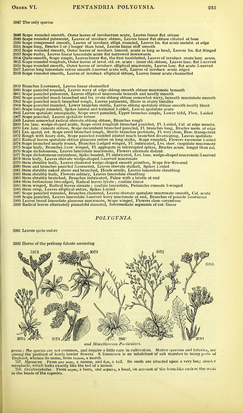 3947 The only species 3948 Scape rounded smooth, Outer leaves of involucrum acute, Leaves linear flat obtuse 3949 Scape rounded pubescent, Leaves of involucr. obtuse, Leaves linear flat obtuse ciliated at base 3950 Scape compressed smooth, Leaves of involucr. ellipt. rounded, Leaves lin. flat acute membr. at edge 3951 Scape long, Bractes 2 or 3 longer than head, Leaves linear stiff smooth 3952 Scape rounded smooth, Outer leaves of involucr. lanceol. acute as long as head, Leaves lin. flat fringed 3953 Scape rushy, Leaves linear lanceolate acute flat narrowed downwards 3954 Quite smooth, Scape simple, Leaves linear flat, the first toothletted, Leaves of involucr. ovate lane. acum. 3955 Scape rounded roughish, Outer leaves of invol. obi. ov. acute : inner obi. obtuse, Leaves lane, flat 3-nerved 3956 Scape rounded smooth, Outer leaves of involucr. elliptical mucronate, Leaves lane, flat acute 3-nerved 3957 Leaves long lanceolate entire smooth 3-nerved acute soft, Leaves of involucr. acute edged 3958 Scape rounded smooth, Leaves of involucr. elliptical obtuse, Leaves linear acute channelled 3959 Branches 3-cornered, Leaves linear channelled 3960 Scape panicled rounded, Leaves wavy at edge oblong smooth obtuse mucronate beneath 3961 Scape panicled pubescent, Leaves elliptical mucronate beneath and nearly smooth 3962 Scape panicled much branched and lvs. ovate oblong obtuse somewhat wavy, beneath mucronate smooth 3963 Scape panicled much branched rough, Leaves pubescent, Hairs in starry bundles 3964 Scape panicled rounded, Lower branches sterile, Leaves oblong spatulate obtuse smooth nearly blunt 3965 Scape simple rounded, Spikes lateral and terminal 1-sided, Leaves spatulate acute 3966 Leaves spatulate emarginate, Scape erect panicled, Upper branches simple, Lower bifid, Flow. 1-sided 3967 Scape panicled, Leaves spatulate retuse 3968 Leaves somewhat radical obovate-oblong obtuse, Branches rough 3969 Lvs. lane, wedge-shaped acute, Scape erect roughish branched panicled, Fl. 1-sided, Cal. at edge membr. 3970 Lvs. lane, cuneate obtuse, Scape decumbent branched panicled, Fl. branches long, Bractes mem. at edge 3971 Lvs. spatul. ret. Scape erect branched rough, Sterile branches pectinate, Fl. very close, Brae transparent 3972 Rough with hoary dots, Scape panicled rounded jointed much branched divaricating, Leaves spatulate 3973 Radical leaves spatulate obtuse glaucous entire on long stalks, Scape rounded, Flowers racemose 1-sided 3974 Scape branched nearly round, Branches 2-edged winged, Fl. imbricated, Lvs. obov. cuspidate mucronate 3975 Scape leafy, Branches 3-cor. winged, Fl. aggregate in interrupted spikes, Bractes acum. longer than cat 3976 Scape dichotomous, Leaves lanceolate mucronate, Flowers alternate distant 3977 Scape dichotomous corymbose, Spike-headed, Fl. imbricated, Lvs. lane, wedge-shaped mucronate 3-nerved 3978 Stem leafy, Leaves obovate wedge-shaped 3-nerved mucronate 3979 Stem shrubby leafy, Leaves clustered wedge-shaped smooth pointless, Scape few-flowered 3980 Stem and branches panicled 3-cornered, Leaves obovate stalked, Spikes 1-sided 3981 Stem shrubby naked above and branched, Heads sessile, Leaves lanceolate sheathing 3982 Stem shrubby leafy, Flowers solitary, Leaves lanceolate sheathing 3983 Stem shrubby branched, Branches imbricated, Paleaj with a bristle at end 3984 Stem herbaceous two-edged, Radical leaves lyrate ; cauline linear 3985 Stem winged, Radical leaves sinuate ; cauline lanceolate, Peduncles cuneate 3-winged 3986 Stem crisp, Leaves elliptical entire, Spikes 1-sided 3987 Scape panicled rounded, Branches clustered, Leaves obovate spatulate mucronate smooth, Cal. acute 3988 Scape panicled, Leaves lanceolate 3-nerved wavy mucronate at end, Branches of panicle 3-cornercd 3989 Leaves broad lanceolate glaucous mucronate, Scape winged, Flowers close corymbose 3990 Radical leaves alternately pinnatifid sinuated, Intermediate segments of cor. linear POLYGYNIA. 3991 Leaves quite entire 3992 Horns of the pericarp falcate ascending and Miscellaneous Particulars. genus ; the species are not common, and require a little care in cultivation. Statice speciosa and tatarica, arc among the prettiest of hardy border flowers. S. limonium is an inhabitant of salt marshes in many parts of England, whence its name, from \U[aov, a marsh. 707. Myosurus. From i*os ij.uk, a mouse, and i^a., a tail. Its seeds are situated upon a very long slender receptacle, which looks exactly like the tail of a mouse. 708. Ceratocephalus. From a horn, and xupa.\-/i, a head, on account of the horn-like ends of the seeds in the heads of the capsules.