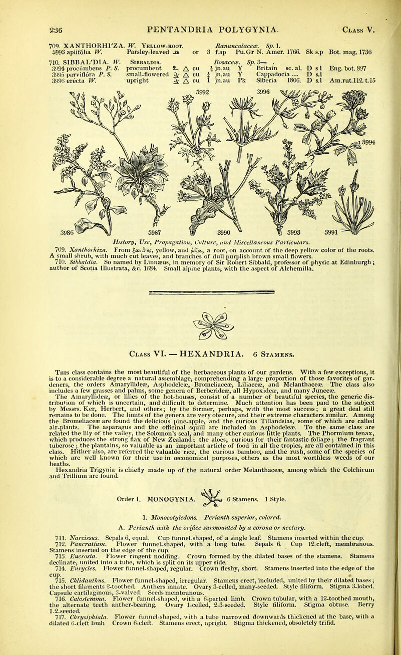 709. XANTHOHHI'ZA. W. Yellow-root. 3993 apiifolia W. 710. SIBBAI/DIA. W. 3994 proci'imbens P. S. 3995 parviflora P. S. 399S erecta W. Parsley-leaved Jck or Sibbaldia. procumbent S~ A cu sraall-flowered ^ /i cu upright i A ™ RanunculacecE. Sp. 1. 3 f.ap Pu.Gr N. Amer. 1766. Sk s.p Bot. mag. 1736 Rosacea. Sp. 3— . ijn.au Y Britain seal. D si Eng. bot. 897 J jn.au Y Cappadocia ... D s.l 1 jn.au Pk Siberia 1806. D s.l Am.rut.112. t.I5 3994 History^ Use, Propagation, Culture, and Miscellaneous Particulars. 709. Xanthorhixa. From fa»3-cf, yellow, and pila, a root, on account of the deep yellow color of the roots. A small shrub, with much cut leaves, and branches of dull purplish brown small flowers. 710. Sibbaldia. So named by Linnaeus, in memory of Sir Robert Sibbald, professor of physic at Edinburgh ; author of Scotia Illustrata, &c. 1684. Small alpine plants, with the aspect of Alchemilla. Class VI. — HEXANDRIA. 6 Stamens. This class contains the most beautiful of the herbaceous plants of our gardens. With a few exceptions, it is to a considerable degree a natural assemblage, comprehending a large proportion of those favorites of gar- deners, the orders Amaryllidea?, Asphodelea?, Bromeliaceae, Liliaceae, and Melanthacea?. The class also includes a few grasses and palms, some genera of Berberidea?, all Hypoxidea?, and many Juncea;. The Amaryllideae, or lilies of the hot-houses, consist of a number of beautiful species, the generic dis- tribution of which is uncertain, and difficult to determine. Much attention has been paid to the subject by Messrs. Ker, Herbert, and others; by the former, perhaps, with the most success ; a great deal still remains to be done. The limits of the genera are very obscure, and their extreme characters similar. Among the Bromeliaceas are found the delicious pine-apple, and the curious Tillandsias, some of which are called air-plants. The asparagus and the officinal squill are included in Asphodeleas. To the same class are related the lily of the valley, the Solomon's seal, and many other curious little plants. The Phormium tenax, which produces the strong flax of New Zealand; the aloes, curious for their fantastic foliage ; the fragrant tuberose ; the plantains, so valuable as an important article of food in all the tropics, are all contained in this class. Hither also, are referred the valuable rice, the curious bamboo, and the rush, some of the species of which are well known for their use in ceconomical purposes, others as the most worthless weeds of our heaths. Hexandria Trigynia is chiefly made up of the natural order Melanthacea?, among which the Colchicum and Trillium are found. Order 1. MONOGYNIA. 6 Stamens. 1 Style. 1. Monocotyledons. Perianth superior, colored. A. Perianth with the orifice surmounted by a corona or nectary. 711. Narcissus. Sepals 6, equal. Cup funnel-shaped, of a single leaf. Stamens inserted within the cup. 712. Pancratium. Flower funnel-shaped, with a long tube. Sepals 6. Cup 12-cleft, membranous. Stamens inserted on the edge of the cup. 713. Eucrosia. Flower ringent nodding. Crown formed by the dilated bases of the stamens. Stamens decimate, united into a tube, which is split on its upper side. 714. Eurycles. Flower funnel-shaped, regular. Crown fleshy, short. Stamens inserted into the edge of the cup. 715. Chlidanthus. Flower funnel-shaped, irregular. Stamens erect, included, united by their dilated bases ; the short filaments 2-toothed. Anthers innate. Ovary 3-celled, many-seeded. Style filiform. Stigma 3-lobed. Capsule cartilaginous, 3-valved. Seeds membranous. 716. Caloslemma. Flower funnel-shaped, with a 6-parted limb. Crown tubular, with a 12-toothed mouth, the alternate teeth anther-bearing. Ovary 1-celled, 2-3-seeded. Style filiform. Stigma obtuse. Berry 1-2-seeded. 717. Chrysiphiala. Flower funnel-shaped, w ith a tube narrowed downwards thickened at the base, with a dilated K-cleft limb. Crown 6-cleft. Stamens erect, upright. Stigma thickened, obsoletely trifid.