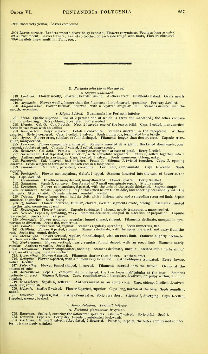 3993 Roots very yellow, Leaves compound 3994 Leaves ternate, Leaflets smooth above hairy beneath, Flowers corymbose, Petals as long as calyx 3SU5 Procumbent, Leaves ternate, Leaflets 3-tootbed on each side rough with hairs, Flowers clustered 3996 Leaflets linear multifid, Plant erect B. Perianth with the orifice naked. * Stigma undivided. 718. Lophiola. Flower woolly, 6-parted, bearded inside. Anthers erect. Filaments naked. Ovary nearly superior. 719. Argolasia. Flower woolly, longer than the filaments: limb 6-parted, spreading Pericarp 3-cellcd. 720. Anigozanthus. Flower tubular, incurved : with a 6-parted irregular limb. Stamens inserted into the mouth, ascending. * Stigma 3-lobed. Guzmannia has Perianth inferior. 721. ilusa. Spathe superior. Cor. of 2 petals: one of which is erect and 5-toothed; the other concave and honey-bearing. Berry oblong, 3-cornered, many-seeded. 722. Urania. CaL O. Cor. 3 petals. Nect. 2-leaved: one of the leaves bifid. Caps. 3-celled, many-seetled. Seeds in two rows with an arillus. 723. Bonapartea. Calyx 2-leaved. Petals 3 convolute. Stamens inserted in the receptacle. Anthers exserted. Style 3-cornered. Caps. 3-celled, 3-valved. Seeds numerous, terminated by a bristle. 724. Agave. Flower erect, tubular, or funnel-shaped. Filaments longer than flower, erect. Capsule trian- gular, many-seeded. 725. Furcnea. Flower campanulate, 6-parted. Stamens inserted in a gland, thickened downwards, com- pressed, subulate at end. Capsule 3-valved, 3-celled, many-seeded. 726. Bromelii. Cal 3-fid. Petals 3. A honey-bearing scale at base of petal. Berry 3-celled. 727. Guzmannia. Cal. 3-parted, not superior, with convolute segments. Petals 3, rolled together into a tube. Anthers united in a cylinder. Caps. 3-celled, 3-valved. Seeds numerous, oblong, naked. 728. Pitcairnia. Cal. 3-leaved, half inferior. Petals 3. Stigmas 3, twisted together. Caps. 3, opening inwards. Seeds winged or terminated at each end in a long bristle. 729. Tillandsia. Cal. 3-fid, persistent, convolute. Cor. 3-fid, campanulate. Caps. 1-3-celled. Seeds comose. 730. Pontederia. Flower monosepalous, 6-cleft, 2-lipped. Stamens inserted into the tube of flower at the top. Caps. 3-celled. 731. Hcemanthus. Involucre many-leaved, many-flowered. Flower 6-parted. Berry 3-celled. 732. Galanthus. Sepals 3, concave. Cup formed of 3 small emarginate sepals. Stigma simple. 733. Leucoium. Flower campanulate, 5-parted, with the ends of the sepals thickened. Stigma simple. 734. Strumaria. Sepals 6, spreading. Style thickened below the middle, and cohering occasionally with the filaments. Stigma tririd. Capsule inferior, roundish, 3-celled. 735. Crinum. Flower funnel-form, half six-cleft, with a filiform tube, and a spreading recurved limb. Sepals subulate, channelled. Seeds fleshy. 736. Cyrtanthus. Flower incurved, tubular, clavate, 6-cleft: segments ovate, oblong. Filaments inserted into the tube, conniving at end. 737. Brunsvigia. Flower 6-parted. Capsule turbinate, 3-winged, nearly transparent, many-seeded. 738. Nerine. Sepals 6, spreading, wavy. Stamens declinate, unequal in direction or proportion. Capsule few-seeded. Seeds round like peas. 739. Amaryllis. Flower nodding, irregular, funnel-shaped, ringent. Filaments declinate, unequal in pro- Dortion or direction. Seeds flat, numerous. 740. Vallota. Flower vertical, regular. Stamens regularly spreading. Seeds numerous, flat. 741. Griffinia. Flower 6-parted, ringent. Stamens declinate, with the upper one erect, and away from the rest. Seeds few, round, fleshy. 742. Sternbergia. Flower vertical, regular, funnel-shaped, with an erect limb. Stamens slightly declinate. Anthers versatile. Seeds round like peas. 743. Zephyranthes. Flower vertical, nearly regular, funnel-shaped, with an erect limb. Stamens nearly regular. Anthers versatile. Seeds flat. 744. Habranthus. Flower campanulate, nodding Stamens deciinate, unequal, inserted into a fleshy rim of the base of the tube. Stigma 3-lobed. 745. Doryanthes. Flower 6-parted. Filaments shorter than flower. Anthers erect. 746. Gethyl/is. Flower 6-parted, with a filiform very long tube. Spathe obliquely truncated. Berry clavate, radical, 1-celled. 747. Polyanthes. Flower funnel-shaped, incurved. Filaments inserted into the throat. Ovary at the bottom of tube. 748. Alstrremeria. Sepals 6, campanulate or 2-lipped, the two lower half-tubular at the base. Stamens declinate or erect. Stigmas 3, linear. Caps, roundish-oval, 3-6-angular, 3-valved, or pulpy within, and hot opening. 749. Conanthera. Sepals 6, reflexed. Anthers united in an acute cone. Caps, oblong, 3-celled 3-valved Seeds few, roundish. 750. Hypoxis. Spathe 2-valved. Flower 6-parted, superior. Caps, long, narrow at the base. Seeds roundish, naked. 751. Curculigo. Sepals 6, flat. Spathe of one valve. Style very short. Stigmas 3, diverging. Caps. 1-celled, 4-seeded, spongy, beaked. 2. Monocotyledons. Perianth inferior. A. Perianth glumaceous, irregular. 752. Bamhusa. Scales 3, covering the 5-flowered spikelets. Glume 2-valved. Style bifid. Seed I. 753. Calamus. Sepals 6. Berry dry, 1-seeded, imbricated backwards. 754. Ehrharta. Glume 2-valved, abbreviated, 1-flowered. Palea; 4, in pairs, the outer compressed acinaci form, transversely wrinked.