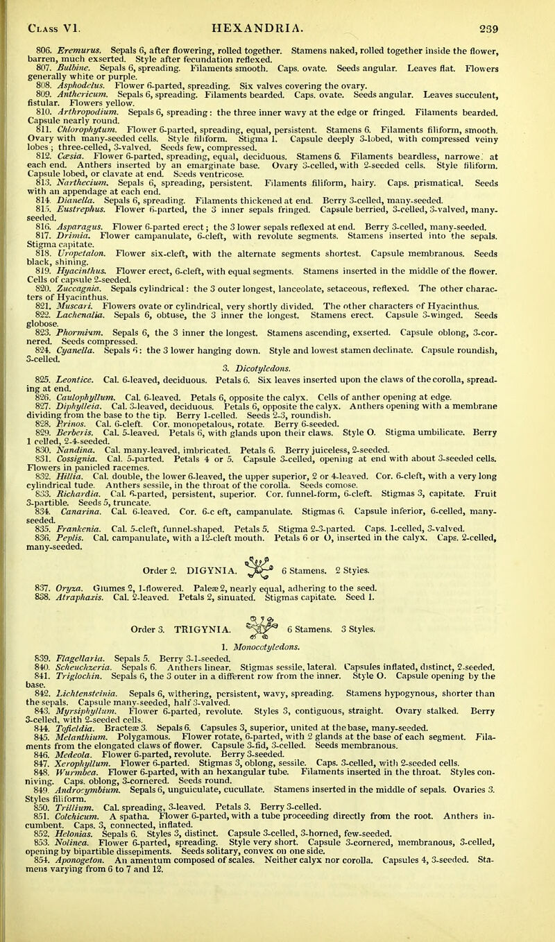 806. Eremurus. Sepals 6, after flowering, rolled together. Stamens naked, rolled together inside the flower, barren, much exserted. Style after fecundation reflexed. 807. Bulbine. Sepals 6, spreading. Filaments smooth. Caps, ovate. Seeds angular. Leaves flat. Flowers generally white or purple. 8()8. Asphodelus. Flower 6-parted, spreading. Six valves covering the ovary. 809. Anthericum. Sepals 6, spreading. Filaments bearded. Caps, ovate. Seeds angular. Leaves succulent, fistular. Flowers yellow. 810. Arthropodium. Sepals 6, spreading: the three inner wavy at the edge or fringed. Filaments bearded. Capsule nearly round. 811. Chlorophytum. Flower 6-parted, spreading, equal, persistent. Stamens 6. Filaments filiform, smooth. Ovary with many-seeded cells. Style filiform. Stigma 1. Capsule deeply 3-lobed, with compressed veiny lobes ; three-celled, 3-valved. Seeds few, compressed. 812. Oesia. Flower 6-parted, spreading, equal, deciduous. Stamens 6. Filaments beardless, narrower at each end. Anthers inserted by an emarginate base. Ovary 3-celled, with 2-seeded cells. Style filiform. Capsule lobed, or clavate at end. Seeds ventricose. 813. Narthecium. Sepals 6, spreading, persistent. Filaments filiform, hairy. Caps, prismatical. Seeds with an appendage at each end. 814. Dianella. Sepals 6, spreading. Filaments thickened at end. Berry 3-celled, many-seeded. 815. Eustrephus. Flower 6-parted, the 3 inner sepals fringed. Capsule berried, 3-celled, 3-valved, many- seeded. 816. Asparagus. Flower 6-parted erect; the 3 lower sepals reflexed at end. Berry 3-celled, many-seeded. 817. Drimia. Flower campanulate, 6-cleft, with revolute segments. Stamens inserted into the sepals. Stigma capitate. 818. Vrnpetalon. Flower six-cleft, with the alternate segments shortest. Capsule membranous. Seeds black, shining. 819. Hyacinthus. Flower erect, 6-cleft, with equal segments. Stamens inserted in the middle of the flower. Cells of capsule 2-seeded. 820. Zuccagnia. Sepals cylindrical: the 3 outer longest, lanceolate, setaceous, reflexed. The other charac- ters of Hyacinthus. 821. Muscari. Flowers ovate or cylindrical, very shortly divided. The other characters of Hyacinthus. 822. Lachenalia. Sepals 6, obtuse, the 3 inner the longest. Stamens erect. Capsule 3-winged. Seeds globose. 823. PhormHm. Sepals 6, the 3 inner the longest. Stamens ascending, exserted. Capsule oblong, 3-cor- nered. Seeds compressed. 824. Cyanella. Sepals 6: the 3 lower hanging down. Style and lowest stamen declinate. Capsule roundish, 3-celled. 3. Dicotyledons. 825. Leontice. Cal. 6-leaved, deciduous. Petals 6. Six leaves inserted upon the claws of the corolla, spread- ing at end. 826. Caulophyllum. Cal. 6-leaved. Petals 6, opposite the calyx. Cells of anther opening at edge. 827. Diphylleia. Cal. 3-leaved, deciduous. Petals 6, opposite the calyx. Anthers opening with a membrane dividing from the base to the tip. Berry 1-celled. Seeds 2-3, roundish. 828. Erinos. Cal. 6-cleft. Cor. monopetalous, rotate. Berry 6-seeded. 829. Berberis. Cal. 5-leaved. Petals 6, with glands upon their claws. Style O. Stigma umbilicate. Berry 1 celled, 2-4-seeded. 830. Nandina. Cal. many-leaved, imbricated. Petals 6. Berry juiceless, 2-seeded. 831. Cossignia. Cal. 5-parted. Petals 4 or 5. Capsule 3-celled, opening at end with about 3-seeded cells. Flowers in panicled racemes. 832. Hillia. Cal. double, the lower 6-leaved, the upper superior, 2 or 4-leaved. Cor. 6-cleft, with a very long cylindrical tude. Anthers sessile, in the throat of the corolla. Seeds comose. 833. Richardia. Cal. 6-parted, persistent, superior. Cor. funnel-form, 6-cleft. Stigmas 3, capitate. Fruit 3-partible. Seeds 5, truncate. 834. Canarina. Cal. 6-leaved. Cor. 6-c eft, campanulate. Stigmas 6. Capsule inferior, 6-celled, many- seeded. 835. Frankenia. Cal. 5-cleft, funnel-shaped. Petals 5. Stigma 2-3-parted. Caps. 1-celled, 3-valved. 836. Pep/is. Cal. campanulate, with a 12-cleft mouth. Petals 6 or O, inserted in the calyx. Caps. 2-celled, many-seeded. Order 2. DIGYNIA. 6 Stamens. 2 Styles. 837. Oryxa. Glumes 2, 1-flowered. Palea; 2, nearly equal, adhering to the seed. 838. Atraphaxis. Cal. 2-leaved. Petals 2, sinuated. Stigmas capitate. Seed 1. Orders. TRIGYNIA. 6 Stamens. 3 Styles. 1. Monocotyledons. S39. Flagellarla. Sepals 5. Berry 3-1-seeded. 840. Scheuchxeria. Sepals 6. Anthers linear. Stigmas sessile, lateral. Capsules inflated, distinct, 2-seeded. 841. Trigloclun. Sepals 6, the 3 outer in a different row from the inner. Style O. Capsule opening by the base. 842. Lichtensteinia. Sepals 6, withering, persistent, wavy, spreading. Stamens hypogynous, shorter than the sepals. Capsule many-seeded, half 3-valved. 843. Myrsipkylhtm. Flower 6-parted. revolute. Styles 3, contiguous, straight. Ovary stalked. Berry 3-celled, with 2-seeded cells. 844. Tofieldia. Bractea;3. Sepals6. Capsules 3, superior, united at thebase, many-seeded. 845. Melanthium. Polygamous. Flower rotate, 6-parted, with 2 glands at the base of each segment. Fila- ments from the elongated claws of flower. Capsule 3-fid, 3-celled. Seeds membranous. 846. Medeola. Flower 6-parted, revolute. Berry 3-seeded. 847. Xeropliyllum. Flower 6-parted. Stigmas 3, oblong, sessile. Caps. 3-celled, with 2-seeded cells. 848. Wurmbea. Flower 6-parted, with an hexangular tube. Filaments inserted in the throat. Styles con- niving. Caps, oblong, 3-cornered. Seeds round. 849 Androcymbium. Sepals 6, unguiculate, cucullate. Stamens inserted in the middle of sepals. Ovaries 3. Styles filiform. 850. Trillium. Cal. spreading, 3-leaved. Petals 3. Berry 3-celled. 851. Colchicum. A spatha. Flower 6-parted, with a tube proceeding directly from the root. Anthers in- cumbent. Caps. 3, connected, inflated. 852. Helonias. Sepals 6. Styles 3, distinct. Capsule 3-celled, 3-horned, few-seeded. 853. Nolinea. Flower 6-parted, spreading. Style very short. Capsule 3-cornered, membranous, 3-celled, opening by bipartible dissepiments. Seeds solitary, convex on one side. 854. Aponogeton. An amentum composed of scales. Neither calyx nor corolla. Capsules 4, 3-seeded. Sta- mens varying from 6 to 7 and 12.