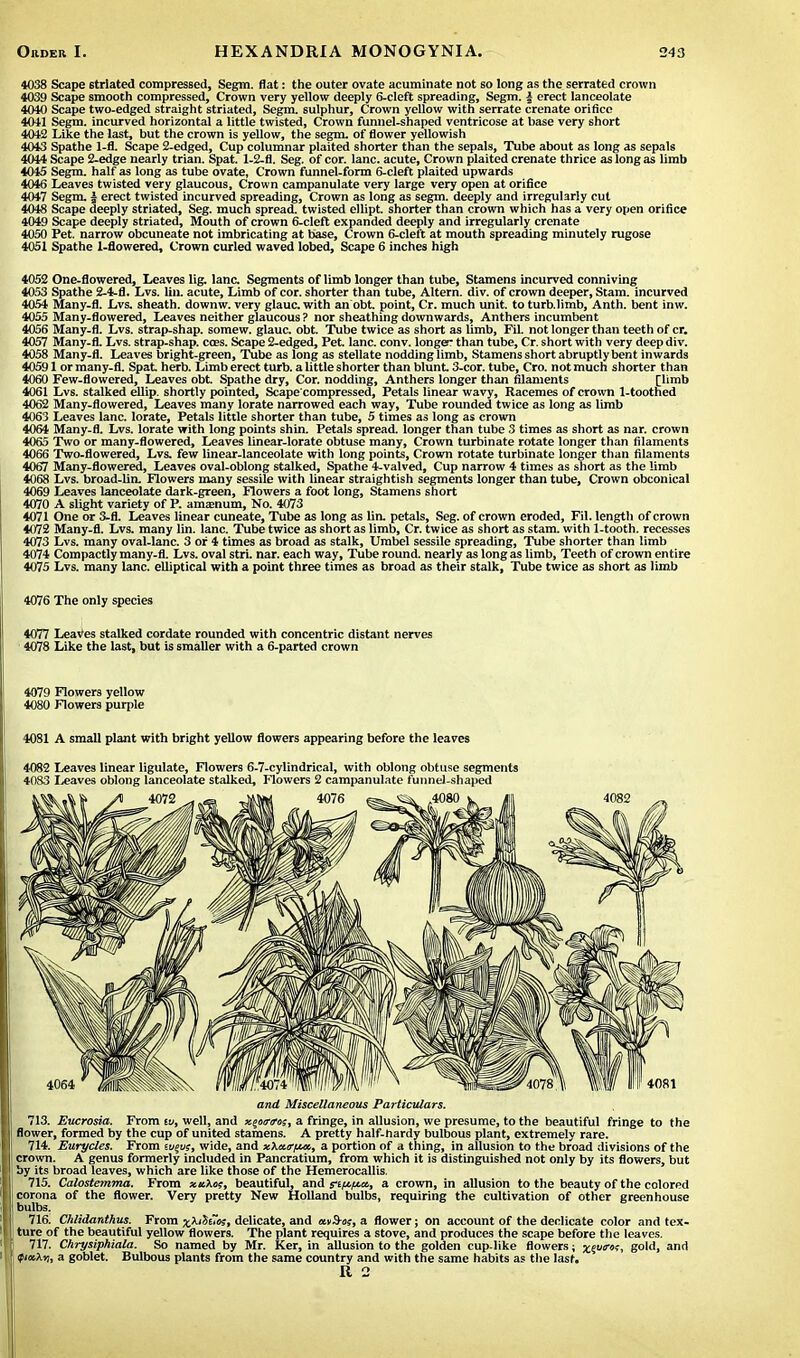 4038 Scape striated compressed, Segm. flat: the outer ovate acuminate not so long as the serrated crown 4039 Scape smooth compressed, Crown very yellow deeply 6-cleft spreading, Segm. | erect lanceolate 4040 Scape two-edged straight striated, Segm. sulphur, Crown yellow with serrate crenate orifice 4041 Segm. incurved horizontal a little twisted, Crown funnel-shaped ventricose at base very short 4042 Like the last, but the crown is yellow, the segm. of flower yellowish 4043 Spathe 1-fl. Scape 2-edged, Cup columnar plaited shorter than the sepals, Tube about as long as sepals 4044 Scape 2-edge nearly trian. Spat. 1-2-fl. Seg. of cor. lane, acute, Crown plaited crenate thrice as long as limb 4045 Segm. half as long as tube ovate, Crown funnel-form 6-cleft plaited upwards 4046 Leaves twisted very glaucous. Crown campanulate very large very open at orifice 4047 Segm. J erect twisted incurved spreading, Crown as long as segm. deeply and irregularly cut 4048 Scape deeply striated, Seg. much spread, twisted ellipt. shorter than crown which has a very open orifice 4049 Scape deeply striated, Mouth of crown 6-cleft expanded deeply and irregularly crenate 4050 Pet. narrow obcuneate not imbricating at base, Crown 6-cleft at mouth spreading minutely rugose 4051 Spathe 1-flowered, Crown curled waved lobed, Scape 6 inches high 4052 One-flowered, Leaves lig. lane. Segments of limb longer than tube, Stamens incurved conniving 4053 Spathe 2-4-fl. Lvs. lin. acute, Limb of cor. shorter than tube, Altern. div. of crown deeper, Stam. incurved 4054 Many-fl. Lvs. sheath, downw. very glauc. with an obt point, Cr. much unit, to turb.limb, Anth. bent inw. 4055 Many-flowered, Leaves neither glaucous ? nor sheathing downwards, Anthers incumbent 4056 Many-fl. Lvs. strap-shap. somew. glauc. obt. Tube twice as short as limb, Fil. not longer than teeth of cr. 4057 Many-fl. Lvs. strap-shap. cces. Scape 2-edged, Pet lane. conv. longer than tube, Cr. short with very deep div. 4058 Many-fl. Leaves bright-green, Tube as long as stellate nodding limb, Stamens short abruptly bent inwards 40591 or many-fl. Spat herb. Limb erect turb. a little shorter than blunt 3-cor. tube, Cro. not much shorter than 4060 Few-flowered, Leaves obt Spathe dry, Cor. nodding, Anthers longer than filaments [limb 4061 Lvs. stalked ellip. shortly pointed, Scape'compressed, Petals linear wavy, Racemes of crown 1-toothed 4062 Many-flowered, Leaves many lorate narrowed each way, Tube rounded twice as long as limb 4063 Leaves lane, lorate, Petals little shorter than tube, 5 times as long as crown 4064 Many-fl. Lvs. lorate with long points shin. Petals spread, longer than tube 3 times as short as nar. crown 4065 Two or many-flowered, Leaves linear-lorate obtuse many, Crown turbinate rotate longer than filaments 4066 Two-flowered, Lvs. few linear-lanceolate with long points, Crown rotate turbinate longer than filaments 4067 Many-flowered, Leaves oval-oblong stalked, Spathe 4-valved, Cup narrow 4 times as short as the limb 4068 Lvs. broad-lin. Flowers many sessile with linear straightish segments longer than tube, Crown obconical 4069 Leaves lanceolate dark-green, Flowers a foot long, Stamens short 4070 A slight variety of P. anuenum, No. 4073 4071 One or 3-fl. Leaves linear cuneate, Tube as long as lin. petals, Seg. of crown eroded, Fil. length of crown 4072 Many-fl. Lvs. many lin. lane. Tube twice as short as limb, Cr. twice as short as stam. with 1-tooth. recesses 4073 Lvs. many oval-lanc. 3 or 4 times as broad as stalk, Umbel sessile spreading, Tube shorter than limb 4074 Compactly many-fl. Lvs. oval stri. nar. each way, Tube round, nearly as long as limb, Teeth of crown entire 4075 Lvs. many lane, elliptical with a point three times as broad as their stalk, Tube twice as short as limb 4076 The only species 4077 Leaves stalked cordate rounded with concentric distant nerves 4078 Like the last, but is smaller with a 6-parted crown 4079 Flowers yellow 4080 Flowers purple 4081 A small plant with bright yellow flowers appearing before the leaves 4082 Leaves linear ligulate, Flowers 6-7-cylindrical, with oblong obtuse segments 4083 Leaves oblong lanceolate stalked, Flowers 2 campanulate funnel-shaped and Miscellaneous Particulars. 713. Eucrosia. From iv, well, and xgoovo;, a fringe, in allusion, we presume, to the beautiful fringe to the flower, formed by the cup of united stamens. A pretty half-hardy bulbous plant, extremely rare. 714. Eurycles. From su§u?, wide, and xXar/Mt, a portion of a thing, in allusion to the broad divisions of the crown. A genus formerly included in Pancratium, from which it is distinguished not only by its flowers, but by its broad leaves, which are like those of the Hemerocallis. 715. Calostemma. From xu\ot, beautiful, and s-t^cc, a crown, in allusion to the beauty of the colored corona of the flower. Very pretty New Holland bulbs, requiring the cultivation of other greenhouse bulbs. 716. Chlidardhus. From ^XiSe7u5, delicate, and avS-us, a flower; on account of the dedicate color and tex- ture of the beautiful yellow flowers. The plant requires a stove, and produces the scape before the leaves. 717. Chrysiphiala. So named by Mr. Ker, in allusion to the golden cup-like flowers; %§u«?, gold, and (fixXy, a goblet. Bulbous plants from the same country and with the same habits as the last.