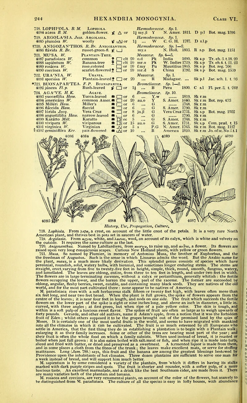 718. LOPHI'OLA. B. M. Lophiola. 4084 a urea B. M. golden-flower. £ A or 719. ARGOLA'SIA. Jttss. Akgolasia. 4085 plumosa TV. woolly if lAJ or t720. ANIGOZAN'THOS. R.Br. Anigozanthos. russet-green-fl. ]£ i | 4086 flavida R. Br. 721. MU'SA. TV. 4087 paradisiaca TV. 4088 sapientum TV. 4089 rosacea TV. 4090 coccinea TV. 722. URA'NIA. TV. 4091 speciosa TV. Plantain-Tree. common J □ clt Banana-tree t O clt rose-colored CZ] or scarlet-flow ered? or Urania. Plantain-leaved? □ or Htemodoracete. Sp. 1. li my.jl Y N. Amer. 1811 H&modoraceoV. Sp. 1. H ... W C. G. H. 1787. D s.l.p HtsmodoraceiE. Sp. 1—2. my.s N. Holl. 1803. Musacea*. Sp. 4—5. 20 o.d Pk India 1690. D p.l Bot. mag. 1596 R s.p Bot. mag. 1151 *723. BUONAPAR'TEA. F. P. Buonapartea. 4092juncea Fl.p. 724. AGA'VE. H. K. 4093 yucczefolia Haw. 4094 americana JV. 4095 Milled Haw. 4096 flaccida Haw. 4097 lftrida Jacq. 4098 angustifolia Haw. 4099 Karatto Mill. 4100vivipara IV. 4101 virginiea TV. §4102 gemini flora Ker. 4086 Rush-leaved )p □ or Agave. Yucca-leaved » or common Amer.* or Miller's flaccid Vera Cruz narrow-leaved Karatto viviparous Virginian pair-flowered 4084 : O or ! I I or ! ESec i LE or i _AJ or ! iAJ or 20 mr.o Pk 20 f.my Pu 20 rar.d S Musacece. 20 ... R Bromeliacete. \\ ... B Bromeliacetz. S ... Y.w 20 au.o Y 0 6 8 jn.jl 6 5 15 au.o 3 s 10 G G G G G G P.G B W. Indies 1729. Mauritius 1805. China 1792. Sp. 1. Madagasc. ... Sp. 1—2. Peru 1800. Sp. 10. 1819. S. Amer. 1640. 1768. S. Amer. 1790. Vera Cruz 1731. 1790. S. Amer. 1768. S. Amer. 1731. N. Amer. 1765. America 1810. Sk s.p Sk s.p Sk s.p Sk s.p Tr. eh. 3. t.18.20 Tr. eh.4. t. 21. 23 Bot. reg. 706 Bot. mag. 1559 Sk p.l Jac. sch. 1. t. 93 C s.l Fl. per. 3. t. 262 Sk r.m Sk r.m Bot. rep. 433 Skr.m Skr.m Sk s.p Bot. mag. 1522 Sk r.m Sk r.m Sk s.p Com. preel. 1.15 Sk r.m Bot. mag. 1157 Skr.m Jo. ofsc.No S.t.l 4090 History, Use, Propagation, Culture, 718. Lophiola. From xoQa, a crest, on account of the little crest of the petals. It is a very rare North American plant, and thrives best in pots set in saucers of water. 7ly. Argolasia. From etnas, white, and Xxerm;, wool, on account of its calyx, which is white and velvety on the outside. It requires the same culture as the last 720. Anigozanthus. Named by Labillardiere, from ani/ryu, to raise up, and ctv&oz, a flower. Its flowers are raised upon very long conspicuous scapes. Curious New Holland plants, with yellow or green flowers. 721. Musa. So named by Plumier, in memory of Antonius Musa, the brother of Euphorbus, and the the freedman of Augustus. Such is the sense in which Linna?us admits the word. But the Arabic name for the plant, maux, is a much more likely derivation. This splendid genus consists of species which have perennial, roundish, solid, watery bulbs, with biennial, and sometimes longer enduring stems. The stems are straight, erect,varying from five to twenty-five feet in height, simple, thick, round, smooth, fungous, watery, and lamellated. The leaves are oblong, entire, from three to ten feet in length, and under two feet in width. The flowers are in large terminating racemes, without a calyx or perianthium, generally whitish : the fertile flowers occupying the lower, and the barren the upper, part of the raceme. The former are succeeded by oblong, angular, fleshy berries, sweet, eatable, and containing many black seeds. They are natives of the old world, and for the most part cultivated there: none appear to be natives of America. M. paradisiaca rises with a soft herbaceous stalk fifteen or twenty feet high, with leaves often more than six feet long, and near two feet broad. When the plant is full grown, the spike of flowers appears from the centre of the leaves; it is near four feet in length, and nods on one side. The fruit which succeeds the fertile flowers on the lower part of the spike is eight or nine inches long, and above an inch in diameter, a little in. curved, with three angles ; at first green, but when ripe of a pale yellow color. The skin is tough, and within is a soft pulp of a luscious sweet flavor. The spikes of fruit are often so large as to weigh upwards of forty pounds. Gerarde, and other old authors, name it Adam's apple, from a notion that it was the forbidden fruit of Eden ; whilst others supposed it to be the grapes brought out of the promised land by the spies of Moses. It is certainly one of the most useful fruits in the world, and seems to have migrated with mankind into all the climates in which it can be cultivated. The fruit is so much esteemed by all Europeans who settle in America, that the first thing they do in establishing a plantation is to begin with a Plantain walk; enlarging it as their family increases. Some or other of the trees are bearing most part of the year; and their fruit is often the whole food on which a family subsists. When used instead of bread, it Is roasted or boiled when just full grown : it is also eaten boiled with salt-meat or fish, and when ripe it is made into tarts, sliced and fried with butter, or dried and preserved as a sweetmeat. A itrmented liquor is made from them, and in some places a cloth from the fibres of the trunk; the leaves make excellent mats, or serve for stuffing mattrasses. Long {Jam. 788.) says, this fruit and the banana are among the greatest blessings bestowed by Providence upon the inhabitants of hot climates. Three dozen plantains are sufficient to serve one man for a week instead of bread, and will support him much better. M. sapientum is by some considered a variety of the plantain, from which it differs in having its stalks marked with dark purple stripes and spots. The fruit is shorter and rounder, with a softer pulp, of a more luscious taste. An excellent marmalade, and a drink like the best Southnam cider, are made from it. There are many varieties both of the plantain and banana. M. rosacea and coccinea, are very ornamental plants, on account of the color of the flowers, but scarcely to be distinguished from M. paradisiaca. The culture of all the species is easy in lofty houses, with abundance