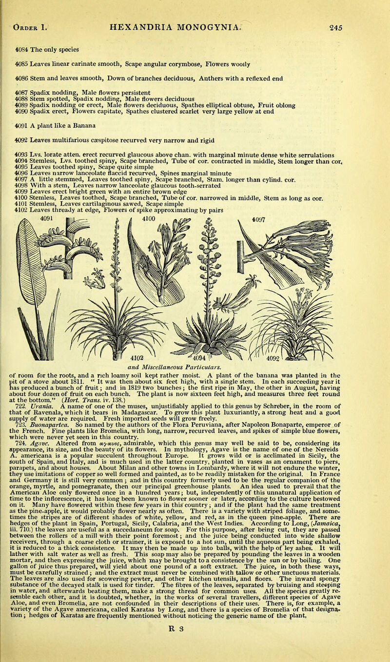 4084 The only species 4085 Leaves linear carinate smooth, Scape angular corymbose, Flowers woolly 4086 Stem and leaves smooth, Down of branches deciduous, Anthers with a reflexed end 4087 Spadix nodding, Male flowers persistent 4088 Stem spotted, Spadix nodding, Male flowers deciduous 4089 Spadix nodding or erect, Male flowers deciduous, Spathes elliptical obtuse, Fruit oblong 4090 Spadix erect, Flowers capitate, Spathes clustered scarlet very large yellow at end 4091 A plant like a Banana 4092 Leaves multifarious cjespitose recurved very narrow and rigid 4093 Lvs. lorate atten. erect recurved glaucous above chan. with marginal minute dense v/hite serrulations 4094 Stemless, Lvs. toothed spiny, Scape branched, Tube of cor. contracted in middle, Stem longer than cor, 4095 Leaves toothed spiny, Scape quite simple 4096 Leaves narrow lanceolate flaccid recurved, Spines marginal minute 4097 A little stemmed, Leaves toothed spiny, Scape branched, Stam. longer than cylind. cor. 4098 With a stem, Leaves narrow lanceolate glaucous tooth-serrated 4099 Leaves erect bright green with an entire brown edge 4100 Stemless, Leaves toothed. Scape branched, Tube of cor. narrowed in middle, Stem as long as oor. 4101 Stemless, Leaves cartilaginous sawed, Scape simple 4102 Leaves thready at edge, Flowers of spike approximating by pairs and Miscellaneous Particulars. of room for the roots, and a rich loamy soil kept rather moist. A plant of the banana was planted in the pit of a stove about 1811.  It was then about six feet high, with a single stem. In each succeeding year it has produced a bunch of fruit; and in 1819 two bunches; the first ripe in May, the other in August, having about four dozen of fruit on each bunch. The plant is now sixteen feet high, and measures three feet round at the bottom. (Hort. Trans, iv. 138.) 722. Urania. A name of one of the muses, unjustifiably applied to this genus by Schreber, in the room of that of Ravenala, which it bears in Madagascar. To grow this plant luxuriantly, a strong heat and a good supply of water are required. Fresh imported seeds will grow freely. 723. Buonapartea. So named by the authors of the Flora Peruviana, after Napoleon Bonaparte, emperor of the French. Fine plants like Bromelia, with long, narrow, recurved leaves, and spikes of simple blue flowers, which were never yet seen in this country. 724. Agave. Altered from xyxuos, admirable, which this genus may well be said to be, considering its appearance, its size, and the beauty of its flowers. In mythology, Agave is the name of one of the Nereids A. americana is a popular succulent throughout Europe. It grows wild or is acclimated in Sicily, the south of Spain, and Italy, and is much used in the latter country, planted in vases as an ornament to piers, parapets, and about houses. About Milan and other towns in Lombardy, where it will not endure the winter, they use imitations of copper so well formed and painted, as to be readily mistaken for the original. In France and Germany it is still very common j and in this country formerly used to be the regular companion of the orange, myrtle, and pomegranate, then our principal greenhouse plants. An idea used to prevail that the American Aloe only flowered once in a hundred years j but, independently of this unnatural application of time to the inflorescence, it has long been known to flower sooner or later, according to the culture bestowed on it. Many have flowered within these few years in this country; and if the plant had the same treatment as the pine-apple, it would probably flower nearly as often. There is a variety with striped foliage, and some- times the stripes are of different shades of white, yellow, and red, as in the queen pine-apple. There are hedges of the plant in Spain, Portugal, Sicily, Calabria, and the West Indies. According to Long, (Jamaica, iii. 710.) the leaves are useful as a succedaneum for soap. For this purpose, after being cut, they are passed between the rollers of a mill with their point foremost; and the juice being conducted into wide shallow receivers, through a coarse cloth or strainer, it is exposed to a hot sun, until the aqueous part being exhaled, it is reduced to a thick consistence. It may then be made up into balls, with the help of ley ashes. It will lather with salt water as well as fresh. This soap may also be prepared by pounding the leaves in a wooden mortar, and then expressing the juice, which may be brought to a consistence by the sun or by boiling. One gallon of juice thus prepared, will yield about one pound of a soft extract. The juice, in both these ways, must be carefully strained ; and the extract must never be combined with tallow or other unctuous materials. The leaves are also used for scowering pewter, and other kitchen utensils, and floors. The inward spongy substance of the decayed stalk is used for tinder. The fibres of the leaves, separated by bruising and steeping in water, and afterwards beating them, make a strong thread for common uses. All the species greatly re- semble each other, and it is doubted, whether, in the works of several travellers, different species of Agave Aloe, and even Bromelia, are not confounded in their descriptions of their uses. There is, for example, a variety of the Agave americana, called Karatas by Long, and there is a species of Bromelia of that designa- tion ; hedges of Karatas are frequently mentioned without noticing the generic name of the plant,