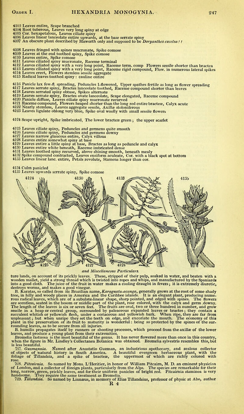 4103 Leaves entire, Scape branched 4104 Root tuberous, Leaves very long spiny at edge 4105 Cor. hexapetalous, Leaves ciliate spiny 4106 Leaves linear lanceolate entire upwards, at the base serrate spiny 4107 An obscure plant described by Haworth only and supposed to be Doryanthes excelsa! 1 4108 Leaves fringed with spines mucronate, Spike coraose 4109 Leaves at the end toothed spiny, Spike comose 4110 Leaves entire, Spike comose 4111 Leaves ciliated spiny mucronate, Raceme terminal 4112 Leaves ciliated spiny with a very long point, Raceme term, comp Flowers sessile shorter than bractca 4113 Leaves ciliated spiny with a very long point, Raceme rigid compound, Flow, in numerous lateral spikes 4114 Leaves erect, Flowers stemless sessile aggregate 4115 Radical leaves toothed spiny: cauline entire 4116 Panicle lax few-fl. spreading, Peduncles 1-flowered, Upper spathes fertile as long as flower spreading 4117 Leaves serrate spiny, Bractes lanceolate toothed, Raceme compound shorter than leaves 4118 Leaves serrated spiny obtuse, Spikes alternate 4119 Leaves serrate spiny, Bractes ovate lanceolate, Scape elongated, Raceme compound 4120 Panicle diffuse, Leaves ciliate spiny mucronate recurved 4121 Raceme compound, Flowers heaped shorter than the long red entire bractea?, Calyx acute 4122 Nearly stemless, Leaves aggregate sessile, Axilla? stoloniferous 4123 Leaves ligulate oblong very blue, Spike oval woolly with small sessile flowers 4124 Scape upright, Spike imbricated, The lower bractea? green ; the upper scarlet 4125 Leaves ciliate spiny, Peduncles and germens quite smooth 4126 Leaves ciliate spiny, Peduncles and germens downy 4127 Leaves narrow glaucous entire, Calyx villous 4128 Leaves entire somewhat spiny at base 4129 Leaves entire a little spiny at base, Bractes as long as peduncle and calyx 4130 Leaves entire white beneath, Raceme imbricated dense 4131 Leaves toothed spiny recurved, above shining smooth, beneath mealy 4132 Spike compound contracted, Leaves ensiform aculeate, Cor. with a black spot at bottom 4133 Leaves linear lane, entire, Petals revolute, Stamens longer than cor. 4134 Culm panicled 4135 I/eaves upwards serrate spiny, Spike comose 4124 and Miscellaneous Particulars. ture lands, on account of its prickly leaves. These, stripped of their pulp, soaked in water, and beaten with a wooden mallet, yield a strong thread which is twisted into ropes and whips, and manufactured by the Spaniards into a good cloth. The juice of the fruit in water makes a cooling draught in fevers; it is extremely diuretic, destroys worms, and makes a good vinegar. B. Karatas, so called from its Brazilian name, Karaguata-acanga, generally grows at the root of some shady tree, in hilly and woody places in America and the Caribbee islands. It is an elegant plant, producing nume- rous radical leaves, which are of a subulate-linear shape, sharp pointed, and edged with spines. The flowers are scentless, seated in the bosom or middle part of the plant, rose colored, with the calyx and germ downy. The length of the leaves is six or seven feet. The fruits are oval, two or three hundred in number, arid grow sessile in a heap or central group, surrounded by paleaceous expanded leaves or bractes; they contain a succulent whitish or yellowish flesh, under a coriaceous and yellowish bark. When ripe, they are far from unpleasant; but when unripe they set the teeth on edge, and excoriate the mouth. The economy of this plant in the preservation of its fruit to maturity is wonderful: being so protected by the spines of the sur- rounding leaves, as to be secure from all injuries. B. humilis propagates itself by runners or shooting processes, which proceed from the axilla: of the lower leaves, and produce a young plant from their extremities. Bromelia fastuosa is the most beautiful of the genus. It has never flowered more than once in this country, when the figure in Mr. Lindley's Collectanea Botanica was obtained. Bromelia sylvestris resembles this, but is less beautiful. 727. Guzmannia. Named after Anastatio Guzman, an industrious apothecary, and zealous collector of objects of natural history in South America. A beautiful evergreen herbaceous plant, with the foliage of Tillandsia, and a spike of bractese, the uppermost of which are richly colored with rose. 728. Pitcairnia, So named by Mons. L'Heritier, in honor of William Pitcairn, M. D. an eminent physician of London, and a collector of foreign plants, particularly from the Alps. The species are remarkable for their long, narrow, green, prickly leaves, and for their uniform panicles of bright red. Pitcairnia staminea is very handsome. They require the same treatment as Bromelia. 729. Tillandsia. So named by Linnaus, in memory of FJias Tillandsius, professor of physic at Abo, author