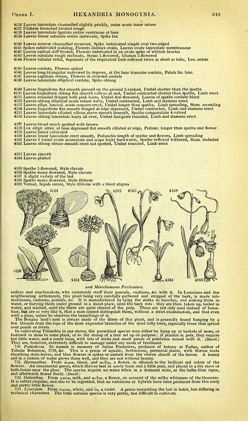 4136 Leaves lanceolate channelled slightly prickly, outer acute inner retuse 4137 Filiform branched twisted rough 4138 Leaves lanceolate ligulate entire ventricose at base 4139 Leaves linear subulate entire imbricate, Spike lax 4140 Leaves narrow channelled recurved, Spike imbricated simple oval two-edged 4141 Spikes subdivided nodding, Flowers distinct ovate, Leaves ovate lanceolate membranous 4142 Leaves radical stiff frosted, Flowers imbricated in an ovate spike of whitish bractes 4143 Leaves subulate rough reclinate, Stems 1-flowered, Glumes 2-flowered 4144 Flower tubular triad, Segments of the tripetaloid limb reflexed twice as short as tube, Lvs. entire 4145 Leaves cordate, Flowers spiked 4146 Leaves long-triangular narrowed by degrees, at the base truncate cordate, Petals lin. lane. 4147 Leaves sagittate obtuse, Flowers in crowded umbels 4148 Leaves lanceolate elliptical cordate, Spike oblong 4149 Leaves linguiform flat smooth pressed on the ground 2-ranked, Umbel shorter than the spathe 4150 Leaves linguiform oblong flat smooth callous at end, Umbel contracted shorter than spathe, Limb erect 4151 Leaves rounded fringed with pink hairs, Umbel few-flowered, Leaves of spathe cordate blunt 4152 Leaves oblong elliptical acute retuse wavy, Umbel contracted, Limb and stamens erect 4153 Leaves ellipt. lanceol. acute concave erect, Umbel longer than spatha, Limb spreading, Stam. ascending 4154 Leaves linguiform flat smooth fringed at edge depressed, Umbel contracted, Limb and stamens erect 4155 Leaves lanceolate ciliated villous above smooth beneath, Spathe campanulate 4-valved 4156 Leaves oblong lanceolate hairy all over, Umbel fastigiate rounded, Limb and stamens erect 4177 Leaves broad much spotted with brown 4158 Lvs. ellipt. atten. at base depressed flat smooth ciliated at edge, Pedunc. longer than spathe and flower 4159 Leaves linear carinated 4160 Leaves linear lanceolate erect smooth, Peduncles length of spathe and flowers, Limb spreading 4161 Leaves 2 round ovate acuminate and scape hairy backwards, Spathe reflexed withered, Stam. included 4162 Leaves oblong obtuse smooth erect not spotted, Umbel rounded, Limb erect 4163 Leaves smooth 4164 Leaves plaited 4165 Spathe 1-flowered, Style clavate 4166 Spathe many-flowered, Style clavate 4167 A slight variety of the last 4168 Spathe many-flowered, Style filiform 4169 Vernal, Sepals entire, Style filiform with a blunt stigma and Miscellaneous Particulars. sadlers and coachmakers, who commonly stuff their pannels, cushions, &c. with it. In Louisiana and the neighbouring settlements, this plant being very carefully gathered and stripped of the bark, is made into mattrasses, cushions, pannels, &c. It is manufactured by tying the stalks in bunches, and sinking them in water, or burying them under ground in a moist place, until the bark rots : they are then taken up, boiled in water, and washed, until the fibres are quite cleared of the pulp. These are not only used instead of horse- hair, but are so very like it, that a man cannot distinguish them, without a strict examination, and that even with a glass, unless he observes the branchings of it. The Bonana bird's nest is always made of the fibres of this plant, and is generally found hanging by a few threads from the tops of the most expanded branches of the most lofty trees, especially those that spread over ponds or rivers. In cultivating TiUandsia in our stoves, the parasitical species may either be hung up in baskets of moss, or fastened in moss to some plant, or to the stump of a tree set up on purpose : if planted in pots, they require but little water, and a sandy loam, with bits of sticks and small pieces of potsherds mixed with it. (Sweet.) They are, however, extremely difficult to manage under any mode of treatment. 730. Pontederia. So named in memory of Julius Pontedera, professor of botany at Padua, author of Tabula; Botanicte, 1718, &c. This is a genus of aquatic, herbaceous, perennial plants, with fibrous roots sheathing stem-leaves, and blue flowers in spikes or umbels from the cloven sheath of the leaves. A loamy soil in a cistern of water grows them well, and they are not without beauty. 731. Hcemanthus. From lt.ip.ix., blood, and avS-o?, a flower, in allusion to the brilliant red colors of the flowers. An ornamental genus, which thrives best in sandy loam and a little peat, and placed in a dry stove or bulb-house near the glass. The species require no water when in a dormant state, as the bulbs then ripen, and afterwards flower freely. (Sweet.) 732. Galanthus. From yct\a, milk, and olvS-os, a flower, on account of the milky whiteness of the blossoms. It is rather singular, and also to be regretted, that no variations or hybrids have been produced from this early and pretty little flower. 733. Leucojum. From kivxo;, white, and «», a violet. A genus resembling the last in habit, but differing in technical characters. The little autumn species is very pretty, but difficult to cultivate.