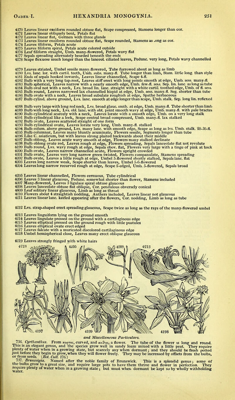 4170 Leaves linear ensiform rounded obtuse flat, Scape compressed, Stamens longer than cor. 4171 Leaves linear obliquely bent, Petals flat 4172 Leaves linear flat, Germen with three glands 4173 Leaves linear ensiform rounded obtuse flat, Scape rounded, Stamens as .ong as cor. 4174 Leaves filiform, Petals acute 4175 Leaves filiform spiral, Petals acute colored outside 4176 Leaf filiform straight, Umb. many-flowered, Petals wavy flat 4177 Sepals spreading alternately bearded beneath the ends 4178 Scape flexuose much longer than the lanceoL ciliated leaves, Pedunc. very long, Petals wavy channelled 4179 Leaves striated, Umbel sessile many-flowered, Tube furrowed about as long as limb 4180 Lvs. lane. lor. with cartil. teeth, Umb. subs, many-fl. Tube longer than limb, Stam. little long, than style 4181 Ends of sepals hooked inwards, Leaves linear channelled, Scape 4-fl. 4182 Bulb with a very long tap-root, Leaves stiff erect with long points smooth at edge, Umb. sess. many-fl. 4183 Bulb spherical, Leaves narrow with a nearly smooth edge, Umb. few-fl. sets. Sep. lin. lane, as long as tube 4184 Bulb oval not with a neck, Lvs. broad lin. lane, straight with a white cartil. toothed edge, Umb. of fl. sess. 4185 Bulb round, Leaves narrowed lax channelled hispid at edge, Umb. sess. many-fl. Seg. shorter than tube 4186 Bulb ovate with a neck, Leaves broad subulate roughish at edge, Spathe herbaceous 4187 Bulb cylind. above ground, Lvs. lane, smooth at edge longer than scape, Umb. stalk. Sep. long lin. reflexed 4188 Bulb very large with long red neck, Lvs. broad glauc. smth. at edge, Umb. many-fl. Tube shorter than limb 4189 Bulb with long neck, Lvs. obi. lane, with obt. point smooth wavy at edge, Umb. many-fl. with pale bractes 4190 Bulb cylindrical scarcely with a neck, Leaves lorate with a smooth edge, Umb. on a very long stalk 4191 Bulb cylindrical like a leek, Scape central broad compressed, Umb. many-fl. lax stalked 4192 Bulb ovate, Leaves scattered straight of one form 4193 Bulb cylindrical ovate, Leaves lorate very long, Umb. many-fl. stalked 4194 Bulb colum. above ground, Lvs. many lane, with smooth edge, Scape as long as lvs. Umb. stalk. 20-30-fl. 4195 Bulb columnar, Leaves many bluntly acuminate, Flowers sessile, Segments longer than tube 4196 Like C. asiaticum, but with leaves strong plaited backwards about their middle 4197 Bulb oblong, Leaves acute wavy smooth at edge, Flowers many stalked declinate 4198 Bulb oblong ovate red, Leaves rough at edge, Flowers spreading, Sepals lanceolate flat not revolute 4199 Bulb round, Lvs. wavy rough at edge, Sepals obov. flat, Flowers very large with a tinge of pink at back 4200 Bulb ovate, Leaves narrow channelled acute, Flowers upright crowded 4201 Bulb ovate, Leaves very long narrow green twisted, Flowers campanulate, Stamens spreading 4202 Bulb ovate, Leaves a little rough at edge, Umbel 5-flowered shortly stalked, Sepals lane, flat 4203 Leaves long narrow weak, Scape shorter than leaves, Umbel 5-6-flowered 4204 Leaves long narrow recurved rough at edge, Scape 2-edged, Umb. 5-flowered, Sepals broad 4205 Leaves linear channelled, Flowers cernuous, Tube cylindrical 4206 Leaves 3 linear glaucous, Pedunc. somewhat shorter than flower, Stamens included 4207 Many-flowered, Leaves 3 ligulate spiral obtuse glaucous 4208 Leaves lanceolate obtuse flat oblique, Cor. pendulous obversely conical 4809 Leaf solitary linear glaucous, Limb as long as throat 4210 Flowers about 4 straightish nodding, Anthers included, Leaves linear not glaucous 4211 Leaves linear lane, keeled appearing after the flowers, Cor. nodding, Limb as long as tube 4212 Lvs. strap-shaped erect spreading glaucous, Scape twice as long as the rays of the many-flowered umbel 4213 Leaves linguiform lying on the ground smooth 4214 Leaves Ungulate pressed on the ground with a cartilaginous edge 4215 Leaves elliptical pressed on the ground rough with little pustules 4216 Leaves elliptical ovate erect edged 4217 Leaves falcate with a muricated discolored cartilaginous edge 4218 Umbel hemispherical close, Leaves many erect oblique glaucous 4219 Leaves strongly fringed with white hairs and Miscellaneous Particulars. 736. CyrUianthus. From xv^ro;, ran ed, and xvS-o;, a flower. The tube of the flower is long and round. This is an elegant genus, and the species grow well in sandy loam mixed with a little peat. They require plenty of water when in a growing state, but scarcely any when dormant; and they should be fresh potted just before they begin to grow, when they will flower freely. They may be increased by offsets from the bulbs, or from seeds. (Bot. Cult. 176.) iJ^l' ,^rURSvieia- Named after the noble family of Brunswick. This is a splendid genus; some of the bulbs grow to a great size, and require large pots to have them thrive and flower in perfection. They require plenty of water when in a growing state; but must when dormant be kept so by wholly withholding