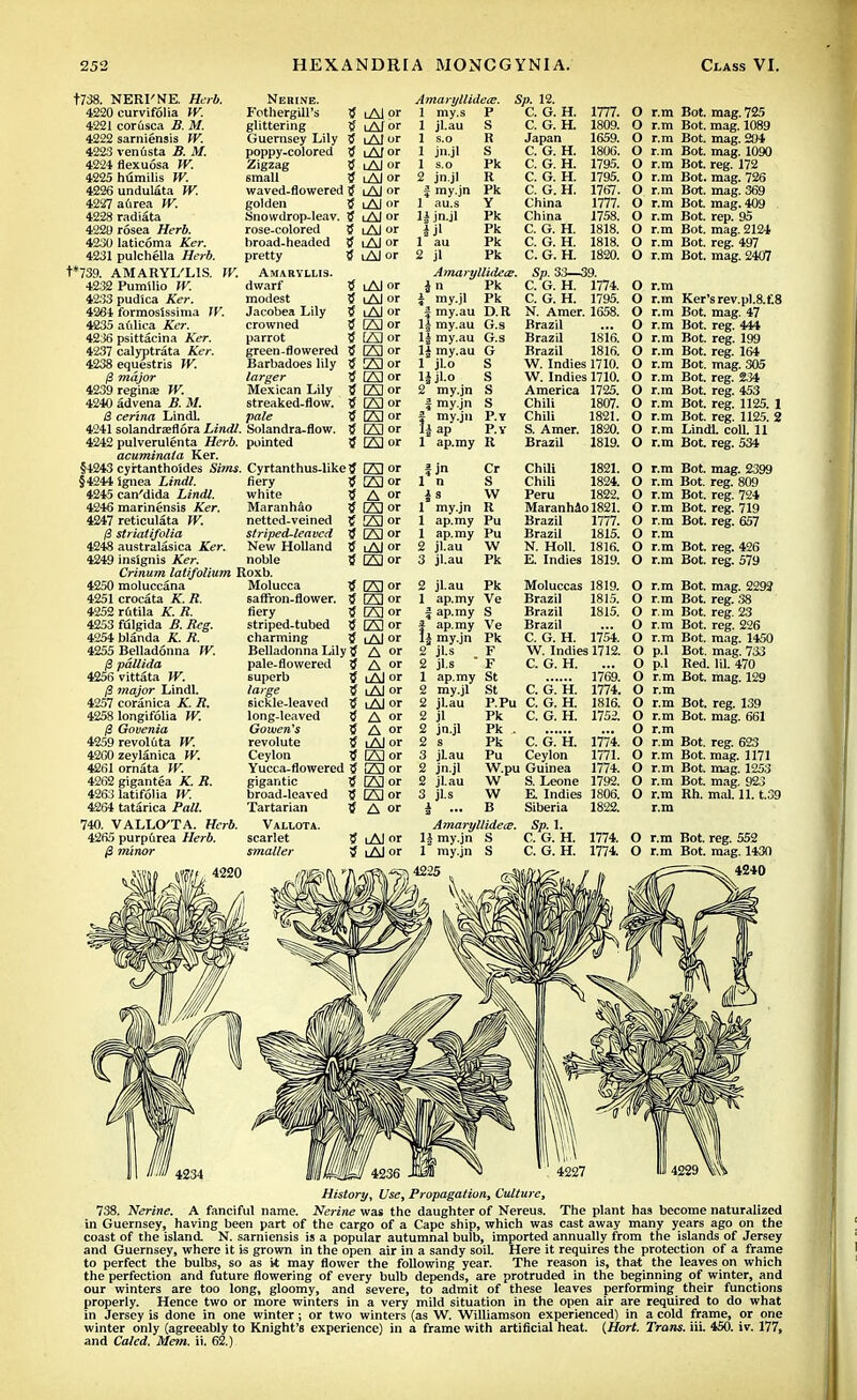 t738. NERI'NE. Herb. Nerine. 4220 eurvifolia W. Fcthergill's 4221 corusca B. M. glittering 4222 sarniensis W. Guernsey Lily 4223 venfista B. M. poppy-colored 4224 flexuosa W. Zigzag 4225 humilis W. small 4226 undulata W. waved-flowered 3 4227 aurea W. golden 5 4228 radiata Snowdrop-leav. 3 4220 rosea Herb. rose-colored 5 4230 laticoma Ker. broad-headed 3 4231 pulchella Herb. pretty 3 t*739. AMARYL'LIS. W. Amaryllis. 42,32 Pumtlio W. dwarf 3 4233 pudlca Ker. modest 3 iQSi formosissima W. Jacobea Lily 3 4235 aulica Ker. crowned 3 4236 psittacina Ker. parrot 3 4237 calyptrata Ker. green-flowered 3 4238 equestris W. Barbadoes lily 3 0 major larger 3 4239 reginae W. Mexican Lily 3 4240 advena B. M. streaked-flow. 3 8 cerina Lindl. pale 3 4241 solandrajflora Lindl. Solandra-flow. 3 4242 pulverulenta Herb, pointed 3 acuminata Ker. §4243 cyrtanthoides Sims. Cyrtanthus-like 3 §4244 ignea Lindl. fiery 3 4245 can'dida Lindl. white 5 4246 marinensis Ker. Maranhao 5 4247 reticulata W. netted-veined 3 0 striatifolia striped-leaved 3 4248 australasica Ker. New Holland 5 4249 insignis Ker. noble 3 Crinum latifolium Roxb. 4250 moluccana Molucca 3 4251 crocata K. R. saffron-flower. 3 4252 rutila K. R. fiery 3 4253 ftilgida B. Reg. striped-tubed 3 4254 blanda K. R. charming 3 4255 Belladonna W. Belladonna Lily 3 8 pallida pale-flowered 3 4256 vittata W. superb 3 0 major Lindl. large 3 4257 coranica K. R. 6ickle-leaved 3 4258 longifolia W. long-leaved 3 8 Govenia Gowen's 3 4259 revoluta W. revolute 3 4200 zeylanica W. Ceylon ? 4261 ornata W. Yucca-flowered 3 4262 gigantea K. R. gigantic 3 4263 latifolia W. broad-leaved 3 4264 tatarica Pall. Tartarian 3 740. VALLCTA. Herb. Vallota. 4265 purpurea Herb. scarlet 3 0 minor smaller 3 i Al or i Af or i At or i Af or i Al or i Al or i Al or i Al or i Al or i A| or i A| or i Al or i Al or iAI or i Al or El or LZS3 or fgl or 23 or rA|or [22 or fAI or ES or [Al or fAI or B] or A or A) or [Al or [23 or iAI or [Al or (23 or [Al or LAJ or [Al or i Al or A or A or i Al or i Al or i Al or A or A or i Al or fAI or [Al or [Al or IAI or A or iAI or i Al or Amaryllideee. Sp. 12. 1 my.s P C. G. H. 1777. 1 jl.au S C. G. H. 1809. 1 s.o R Japan 1659. 1 jn.jl S C. G. H. 1806. 1 s.o Pk C. G. H. 1795. 2 jn.jl R C. G. H. 1795. § my.jn Pk C. G. H. 1767. 1 au.s Y China 1777. lijnjl Pk China 1758. |jl Pk C. G. H. 1818. 1 au Pk C. G. H. 1818. 2 jl Pk C. G. H. 1820. Amaryllideee. Sp. 33—39. Pk C. G. H. 1774. i% my-jl Pk C. G. H. 1795. D. R N. Amer. 1658. G.'s Brazil li my.au g!s Brazil 18*16. \x my.au (j Brazil 1816. 1 jl.o s W. Indies 1710. s W. Indies 1710. 2 wiy jn g America 1725. s Chili 1807. * my.ju P.Y Chili 1821. ja ap P. Y S. Amer. 1820. 1 an mv X ■! J'. 111^ Brazil 1819. a in Cr Chili 1821. 1* n g Chili 1824. 1 ft w Peru 1822. 1 m jn Maranhao 1821. 1 ap my Pu Brazil 1777. 1 ap. my Pu Brazil 1815. 2 jl.au W N. Holl. 1816. 3 jl.au Pk E. Indies 1819. 2 jl.au Pk Moluccas 1819. 1 ap.my Ve Brazil 1815. f ap.my S Brazil 1815. f ap.my Ve Brazil 1A my.jn Pk C. G. H. 1754. 2 jls F W. Indies 1712. 2 jl.s  F C. G. H. 1 ap.my St 1769. 2 my.jl St C. G. H. 1774. 2 jl.au P.Pu C. G. H. 1816. 2 jl Pk C. G. H. 1752. 2 jn.jl Pk . 2 s Pk c. g'.'h. 1774. 3 jlau Pu Ceylon 1771. 2 jn.jl W.pu Guinea 1774. 2 jl.au W S. Leone 1792. 3 jls w E. Indies 1806. 1 B Siberia 1822. Amaryllideee. Sp. 1. 1| my.jn S C. G. H. 1774. 1 my.jn s C. G. H. 1774. O r.m O r.m O r.m O r.m O r.m O r.m O r.m O r.m O r.m O r.m O r.m O r.m O r.m O r.m O r.m O r.m O r.m O r.m O r.m O r.m O r.m O r.m O r.m O r.m O r.m Bot. mag. 725 Bot. mag. 1089 Bot. mag. 204 Bot. mag. 1090 Bot. reg. 172 Bot. mag. 726 Bot. mag. 369 Bot. mag. 409 Bot. rep. 95 Bot. mag. 2124 Bot. reg. 497 Bot. mag. 2407 Ker'srev.pl.8.f.8 Bot. mag. 47 Bot. reg. 444 Bot. reg. 199 Bot. reg. 164 Bot. mag. 305 Bot. reg. 234 Bot. reg. 453 Bot. reg. 1125. 1 Bot. reg. 1125. 2 Lindl. coll. 11 Bot. reg. 534 O r.m Bot. mag. 2399 O r.m Bot. reg. 809 O r.m Bot. reg. 724 O r.m Bot. reg. 719 O r.m Bot. reg. 657 O r.m O r.m Bot. reg. 426 O r.m Bot. reg. 579 Bot. mag. 2292 Bot. reg. 38 Bot. reg. 23 Bot. reg. 226 Bot. mag. 1450 Bot. mag. 733 Red. la 470 Bot. mag. 129 Bot. reg. 139 Bot. mag. 661 Bot. reg. 623 Bot. mag. 1171 Bot. mag. 1253 Bot. mag. 923 Rh. mal 11. t.39 O r.m O r.m O r.m O r.m O r.m O p.l O p.l O r.m O r.m O r.m O r.m O r.m O r.m O r.m O r.m O r.m O r.m r.m O r.m Bot. reg. 552 O r.m Bot. mag. 1430 4240 History, Use, Propagation, Culture, 738. Nerine. A fanciful name. Nerine was the daughter of Nereus. The plant has become naturalized in Guernsey, having been part of the cargo of a Cape ship, which was cast away many years ago on the coast of the island. N. sarniensis is a popular autumnal bulb, imported annually from the islands of Jersey and Guernsey, where it is grown in the open air in a sandy soil. Here it requires the protection of a frame to perfect the bulbs, so as it may flower the following year. The reason is, that the leaves on which the perfection and future flowering of every bulb depends, are protruded in the beginning of winter, and our winters are too long, gloomy, and severe, to admit of these leaves performing their functions properly. Hence two or more winters in a very mild situation in the open air are required to do what in Jersey is done in one winter; or two winters (as W. Williamson experienced) in a cold frame, or one winter only (agreeably to Knight's experience) in a frame with artificial heat. {Horl. Trans, iii. 450. iv. 177, and Caled. Mem. ii. 62.)