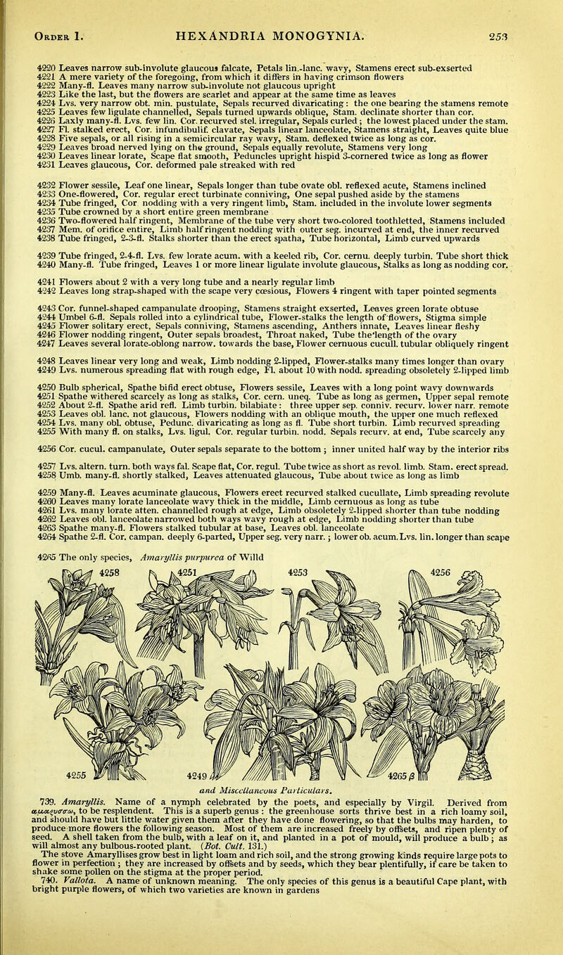 4220 Leaves narrow sub-involute glaucous falcate, Petals lin.-lane, wavy, Stamens erect sub-exserted 4221 A mere variety of the foregoing, from which it differs in having crimson flowers 4222 Many-fl. Leaves many narrow sub-involute not glaucous upright 4223 Like the last, but the flowers are scarlet and appear at the same time as leaves 4224 Lvs. very narrow obt. min. pustulate, Sepals recurved divaricating: the one bearing the stamens remote 4225 Leaves few ligulate channelled, Sepals turned upwards oblique, Stam. declinate shorter than cor. 4226 Laxly many-fl. Lvs. few lin. Cor. recurved stel. irregular, Sepals curled ; the lowest placed under the stam. 4227 Fl stalked erect, Cor. infundibulif. clavate, Sepals linear lanceolate, Stamens straight, Leaves quite blue 4228 Five sepals, or all rising in a semicircular ray wavy, Stam. deflexed twice as long as cor. 4229 Leaves broad nerved lying on the ground, Sepals equally revolute, Stamens very long 4230 Leaves linear lorate, Scape flat smooth, Peduncles upright hispid 3-cornered twice as long as flower 4231 Leaves glaucous, Cor. deformed pale streaked with red 4232 Flower sessile, Leaf one linear, Sepals longer than tube ovate obi. reflexed acute, Stamens inclined 4233 One-flowered, Cor. regular erect turbinate conniving, One sepal pushed aside by the stamens 4234 Tube fringed, Cor nodding with a very ringent limb, Stam. included in the involute lower segments 4235 Tube crowned by a short entire green membrane 4236 Two-flowered half ringent, Membrane of the tube very short two-colored toothletted, Stamens included 4237 Mem. of orifice entire, Limb half ringent nodding with outer seg. incurved at end, the inner recurved 4238 Tube fringed, 2-3-fl. Stalks shorter than the erect spatha, Tube horizontal, Limb curved upwards 4239 Tube fringed, 2-4-fl. Lvs. few lorate acum. with a keeled rib, Cor. cernu. deeply turbin. Tube short thick 4240 Many-fl. Tube fringed, Leaves 1 or more linear ligulate involute glaucous, Stalks as long as nodding cor. 4241 Flowers about 2 with a very long tube and a nearly regular limb 4242 Leaves long strap-shaped with the scape very ccesious, Flowers 4 ringent with taper pointed segments 4243 Cor. funnel-shaped campanulate drooping, Stamens straight exserted, Leaves green lorate obtuse 4244 Umbel 6-fl. Sepals rolled into a cylindrical tube, Flower-stalks the length of flowers, Stigma simple 4245 Flower solitary erect, Sepals conniving, Stamens ascending, Anthers innate, Leaves linear fleshy 4246 Flower nodding ringent, Outer sepals broadest, Throat naked, Tube the'Iength of the ovary 4247 Leaves several lorate-oblong narrow, towards the base, Flower cernuous cucull. tubular obliquely ringent 4248 Leaves linear very long and weak, Limb nodding 2-lipped, Flower-stalks many times longer than ovary 4249 Lvs. numerous spreading flat with rough edge, FL about 10 with nodd. spreading obsoletely 2-lipped limb 4250 Bulb spherical, Spathe bifid erect obtuse, Flowers sessile, Leaves with a long point wavy downwards 4251 Spathe withered scarcely as long as stalks, Cor. cern. uneq. Tube as long as germen, Upper sepal remote 4252 About 2-fl. Spathe arid refl. Limb turbin. bilabiate : three upper sep. conniv. recurv. lower narr. remote 4253 Leaves obi. lane, not glaucous, Flowers nodding with an oblique mouth, the upper one much reflexed 4254 Lvs. many obi. obtuse, Pedunc. divaricating as long as fl. Tube short turbin. Limb recurved spreading 4255 With many fl. on stalks, Lvs. ligul. Cor. regular turbin. nodd. Sepals recurv. at end, Tube scarcely any 4256 Cor. cucul. campanulate, Outer sepals separate to the bottom ; inner united half way by the interior ribs 4257 Lvs. altern. turn, both ways fal. Scape flat, Cor. regul. Tube twice as short as revol. limb. Stam. erect spread. 4258 Umb. many-fl. shortly stalked, Leaves attenuated glaucous, Tube about twice as long as limb 4259 Many-fl. Leaves acuminate glaucous, Flowers erect recurved stalked cucullate, Limb spreading revolute 4260 Leaves many lorate lanceolate wavy thick in the middle, Limb cernuous as long as tube 4261 Lvs. many lorate atten. channelled rough at edge, Limb obsoletely 2-lipped shorter than tube nodding 4262 Leaves obi. lanceolate narrowed both ways wavy rough at edge, Limb nodding shorter than tube 4263 Spathe many-fl. Flowers stalked tubular at base, Leaves obi. lanceolate 4264 Spathe 2-fl. Cor. campan. deeply 6-parted, Upper seg. very narr.; lower ob. acum.Lvs. lin. longer than scape 4265 The only species, Amaryllis purpurea of Willd and Miscellaneous Particulars. 739. Amaryllis. Name of a nymph celebrated by the poets, and especially by Virgil. Derived from au.tz$uir(rw, to be resplendent. This is a superb genus : the greenhouse sorts thrive best in a rich loamy soil, and should have but little water given them after they have done flowering, so that the bulbs may harden, to produce more flowers the following season. Most of them are increased freely by offsets, and ripen plenty of seed. A shell taken from the bulb, with a leaf on it, and planted in a pot of mould, will produce a bulb; as will almost any bulbous-rooted plant. {But. Cult. 131.) The stove Amaryllises grow best in light loam and rich soil, and the strong growing kinds require large pots to flower in perfection; they are increased by onsets and by seeds, which they bear plentifully, if care be taken to shake some pollen on the stigma at the proper period. 740. Vallota. A name of unknown meaning. The only species of this genus is a beautiful Cape plant, with bright purple flowers, of which two varieties are known in gardens