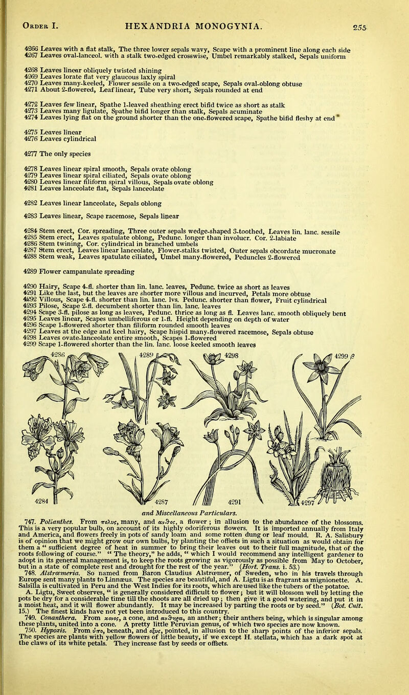 4266 Leaves with a flat stalk, The three lower sepals wavy, Scape with a prominent line along each side 4267 Leaves oval-lanceol. with a stalk two-edged crosswise, Umbel remarkably stalked, Sepals uniform 4268 Leaves linear obliquely twisted shining 4369 Leaves lorate flat very glaucous laxly spiral 4270 Leaves many-keeled, Flower sessile on a two-edged scape, Sepals oval-oblong obtuse 4271 About 2-flowered, Leaf linear, Tube very short, Sepals rounded at end 4272 Leaves few linear, Spathe 1-leaved sheathing erect bifid twice as short as stalk 4273 Leaves many ligulate, Spathe bifid longer than stalk, Sepals acuminate 4274 Leaves lying flat on the ground shorter than the one-flowered scape, Spathe bifid fleshy at end* 4275 Leaves linear 4276 Leaves cylindrical 4277 The only species 4278 Leaves linear spiral smooth, Sepals ovate oblong 4279 Leaves linear spiral ciliated, Sepals ovate oblong 4280 Leaves linear filiform spiral villous, Sepals ovate oblong 4281 Leaves lanceolate flat, Sepals lanceolate 4282 Leaves linear lanceolate, Sepals oblong 4283 Leaves linear, Scape racemose, Sepals linear 4284 Stem erect, Cor. spreading, Three outer sepals wedge-shaped 3-toothed, Leaves lin. lane, sessile 4285 Stem erect, Leaves spatulate oblong, Pedunc. longer than involucr. Cor. 2-labiate 4286 Stem twining, Cor. cylindrical in branched umbels 4287 Stem erect, Leaves linear lanceolate, Flower-stalks twisted, Outer sepals obcordate mucronate 4288 Stem weak, Leaves spatulate ciliated, Umbel many-flowered, Peduncles 2-flowered 4289 Flower campanulate spreading 4290 Hairy, Scape 4-fl. shorter than lin. lane, leaves, Pedunc. twice as short as leaves 4291 Like the last, but the leaves are shorter more villous and incurved, Petals more obtuse 4292 Villous, Scape 4-fl. shorter than lin. lane. lvs. Pedunc. shorter than flower, Fruit cylindrical 4293 Pilose, Scape 2-fl. decumbent shorter than lin. lane, leaves 4294 Scape 3-fl. pilose as long as leaves, Pedunc. thrice as long as fl. Leaves lane, smooth obliquely bent 4295 Leaves linear, Scapes umbelliferous or 1-fl. Height depending on depth of water 4296 Scape 1-flowered snorter than filiform rounded smooth leaves 4297 Leaves at the edge and keel hairy, Scape hispid many-flowered racemose, Sepals obtuse 4298 Leaves ovate-lanceolate entire smooth, Scapes 1-flowered 4299 Scape 1-flowered shorter than the lin. lane, loose keeled smooth leaves and Miscellaneous Particulars. 747. Polianthes. From m\vs, many, and avS-os, a flower ; in allusion to the abundance of the blossoms. This is a very popular bulb, on account of its highly odoriferous flowers. It is imported annually from Italy and America, and flowers freely in pots of sandy loam and some rotten dung or leaf mould. R. A. Salisbury is of opinion that we might grow our own bulbs, by planting the offsets in such a situation as would obtain for them a  sufficient degree of heat in summer to bring their leaves out to their full magnitude, that of the roots following of course.  The theory, he adds,  which I would recommend any intelligent gardener to adopt in its general management is, to keep the roots growing as vigorously as possible from May to October, but in a state of complete rest and drought for the rest of the year. (Hort. Trans, i. 53.) 748. Alstrcemeria. So named from Baron Claudius Alstrcemer, of Sweden, who in his travels through Europe sent many plants to Linnaeus. The species are beautiful, and A. Ligtu is as fragrant as mignionette. A. Salsilla is cultivated in Peru and the West Indies for its roots, which areused like the tubers of the potatoe. A. Ligtu, Sweet observes,  is generally considered difficult to flower; but it will blossom well by letting the pots be dry for a considerable time till the shoots are all dried up; then give it a good watering, and put it in a moist heat, and it will flower abundantly. It may be increased by parting the roots or by seed. (Bot. Cult. 15.) The finest kinds have not yet been introduced to this country. 749. Conanthera. From wmt, a cone, and avS-tj^es, an anther; their anthers being, which is singular among these plants, united into a cone. A pretty little Peruvian genus, of which two species are now known. 750. Hypoxis. From <Isr«, beneath, and sgw, pointed, in allusion to the sharp points of the inferior sepals. The species are plants with yellow flowers of little beauty, if we except H. stellata, which has a dark spot at the claws of its white petals. They increase fast by seeds or offsets.