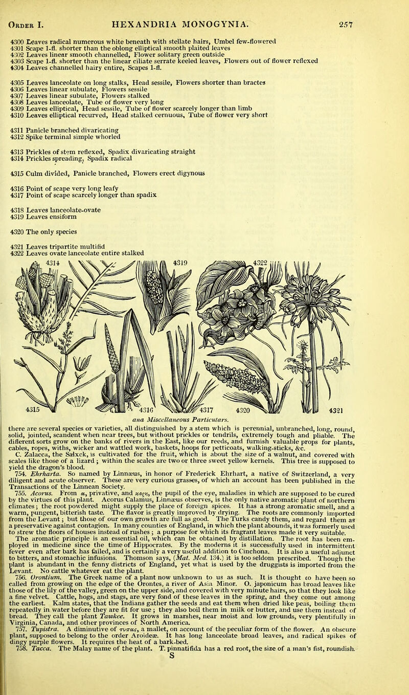 4300 Leaves radical numerous white beneath with stellate hairs, Umbel few-flowereil 4301 Scape 1-fl. shorter than the oblong elliptical smooth plaited leaves 4J02 Leaves linear smooth channelled, Flower solitary green outside 4303 Scape 1-fl. shorter than the linear ciliate serrate keeled leaves, Flowers out of flower reflexed ♦304 Leaves channelled hairy entire, Scapes 1-fl. 4305 Leaves lanceolate on long stalks, Head sessile, Flowers shorter than bractes 4306 Leaves linear subulate, Flowers sessile 4307 Leaves linear subulate, Flowers stalked 431* Leaves lanceolate, Tube of flower very long 4309 Leaves elliptical, Head sessile, Tube of flower scarcely longer than limb 4310 Leaves elliptical recurved, Head stalked cernuous. Tube of flower very short 4311 Panicle branched divaricating 4312 Spike terminal simple whorled 4313 Prickles of stem reflexed, Spadix divaricating straight 4314 Prickles spreading, Spadix radical 4315 Culm divided, Panicle branched, Flowers erect digynous 4316 Point of scape very long leafy 4317 Point of scape scarcely longer than spadix 4318 Leaves lanceolate-ovate 4319 Leaves ensifbrm 4320 The only species 4321 Leaves tripartite multifid 4322 Leaves ovate lanceolate entire stalked ana Miscellaneous Particulars. there are several species or varieties, all distinguished by a stem which is perennial, unbranched, long, round, solid, jointed, scandent when near trees, but without prickles or tendrils, extremely tough and pliable. The diflerent sorts grow on the banks of rivers in the East, like our reeds, and furnish valuable props for plants, cables, ropes, withs, wicker and wattled work, baskets, hoops for petticoats, walking-sticks, &c. C. Zalacca, the Salxck, is cultivated for the fruit, which is about the size of a walnut, and covered with scales like those of a lizard ; within the scales are two or three sweet yellow kernels. This tree is supposed to yield the dragon's blood. 754. Ehrharta. So named by Linnasus, in honor of Frederick Ehrhart, a native of Switzerland, a very diligent and acute observer. These are very curious grasses, of which an account has been published in the Transactions of the Linnean Society. 755. Acorus. From a, privative, and sctgy, the pupil of the eye, maladies in which are supposed to be cured by the virtues of this plant. Acorus Calamus, Linna?us observes, is the only native aromatic plant of northern climates; the root powdered might supply the place of foreign spices. It has a strong aromatic smell, and a warm, pungent, bitterish taste. The flavor is greatly improved by drying. The roots are commonly imported from the Levant; but those of our own growth are full as good. The Turks candy them, and regard them as a preservative against contagion. In many counties of England, in which the plant abounds, it was formerly used to strew the floors of houses instead of rushes ; a purpose for which its fragrant leaves made it very suitable. The aromatic principle is an essential oil, which can be obtained by distillation. The root has been em- ployed in medicine since the time of Hippocrates. By the moderns it is successfully used in intermittent fever even after bark has failed, and is certainly a very useful addition to Cinchona. It is also a useful adjunct to bitters, and stomachic infusions. Thomson says, {Mat. Med, 134.) it is too seldom prescribed. Though the plant is abundant in the fenny districts of England, yet what is used by the druggists is imported from the Levant. No cattle whatever eat the plant. 756. Orontium. The Greek name of a plant now unknown to us as such. It is thought co have been so called from growing on the edge of the Orontes, a river of Asia Minor. O. japonicum has broad leaves like those of the lily of the valley, green on the upper side, and covered with very minute hairs, so that they look like a fine velvet. Cattle, hogs, and stags, are very fond of these leaves in the spring, and they come out among the earliest. Kalm states, that the Indians gather the seeds and eat them when dried like peas, boiling them repeatedly in water before they are fit for use; they also boil them in milk or butter, and use them instead of bread. They call the plant Tawkee. It grows in marshes, near moist and low grounds, very plentifully in Virginia, Canada, and other provinces of North America. 757. Tupistra. A diminutive of totcij, a mallet, on account of the peculiar form of the flower. An obscure plant, supposed to belong to the order Aroidea?. It has long lanceolate broad leaves, and radical spikes of dingy purple flowers. It requires the heat of a bark-bed. 758. Tacca. The Malay name of the plant. T. pinnatifida has a red root, the size of a man's fist, roundish.