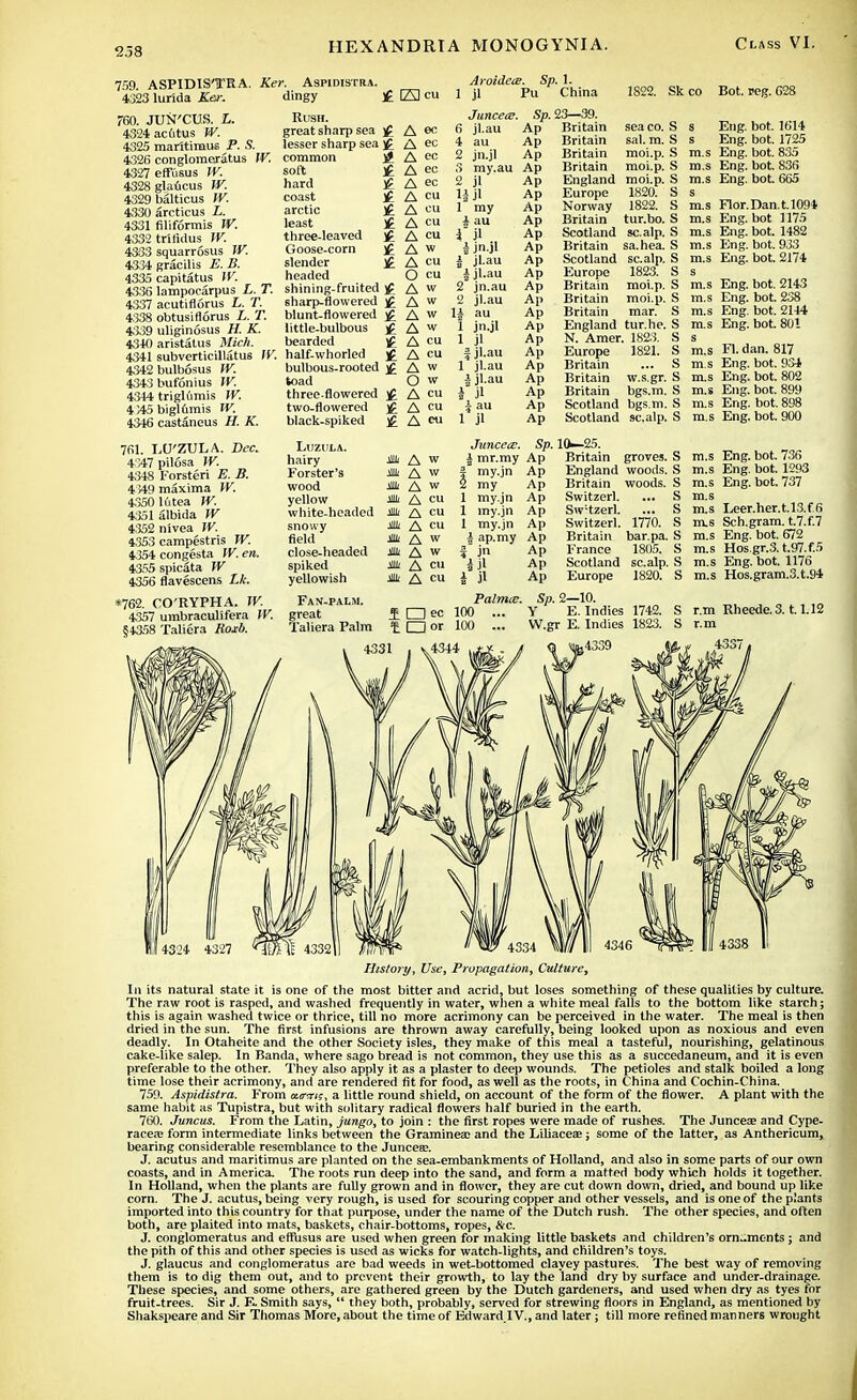 709 ASPIDIS'TRA. Ker. Aspidistra. 4323 lurlda Ker. dingy £ ES cu Aroidcce. Sp. 1. 1 j] Pu China 1822. Skco Bot. reg. C28 T60. JUN'CUS. i. 4324 acutus W. 4325 marttiraus P. S. 4326 conglomerates W. 4.327 effusus W. 4328 glaucus W. 4329balticus W. 4330 arcticus i. 4331 filiformis W. 4332 trifidus W. 4333 squarrosus W. 4334 gracilis E. B. 4335 capitatus IF. 4336 lampocarpus L. T. 4337 acutiflorus i. T. 4338 obtusifiorus L. T. 4339 uliginosus ff. K. 4340 aristatus 4341 subverticillatus W. 4342bulb6sus W. 4343buf6nius W, 4344 trigltimis W. 4145bigl6mis W. 4346 castaneus H. K. 761. EU'ZULA. Zta:. 4347 pilosa W. 4348 Forsteri £. B. 4-149 maxima W. 4350 lutea W. 4351 albida W 4352 nivea W. 4353 campestris W. 4354 congesta W. en. 4355 spicata W 4356 flavescens ££. *762. CO'RYPHA. W. 4357 umbraculifera W. §4358 Taliera Aoj-A. Rush. great sharp sea )£ lesser sharp sea ]£ common soft hard coast arctic least three-leaved Goose-corn slender headed shining-fruited £ 6harp-flovvered )£ blunt-flowered £ little-bulbous )£ bearded £ half-whorled £ bulbous-rooted £ toad three-flowered £ two-flowered £ black-spiked £ Luzula. hairy Forster's wood yellow white-headed snowy field close-headed spiked yellowish Fan-palm. great Taliera Palm A ec A ec A ec A ec A ec A eu A eu A cu A eu A w A cu O cu A w A w A w A w A cu A cu A w O w A cu A cu A eu Juncece. 6 jl.au 4 au 2 jn.jl 3 my.au 2 jl 1 my i au I i jn.jl jl.au jl.au jn.au jl.au * A w * A w m a w » A cu * A eu * A eu in a w j» A w * A cu M A cu 2 2 14 1 jn.jl 1 jl fj'.au 1 jl.au | jl.au k jl f au 1 jl Junceis. | mr.my 1 my.jn 2 my 1 my.jn 1 my.jn 1 my.jn i ap.my i il 5p. Ap Ap Ap Ap Ap Ap Ap Ap Ap Ap Ap Ap Ap Ap Ap Ap Ap Ap Ap Ap Ap Ap Ap 23—39. Britain Britain Britain Britain England Europe Norway Britain Scotland Britain Scotland Europe Britain Britain Britain England N. Amer. Europe Britain Britain Britain Scotland Scotland sea co. S sal. m. S moi.p. S moi.p. S moi.p. S 1820. S 1822. S tur.bo. S sc alp. S sa.hea. S scalp. S 1823. S moi.p. S moi.p. S mar. S tur.he. S 1823. S 1821. S ... S w.s.gr. S bgs.m. S bgs.m. S scalp. S Sp. 10-25. Ap Britain groves. S England woods. S Britain woods. S Switzerl. ... S Sw;tzerl. ... S Switzerl. 1770. S Britain bar.pa. S France 1805. S Scotland scalp. S Europe 1820. S Ap Ap Ap Ap Ap Ap Ap Ap Ap IQec 100 t □ or 100 Palmte. Sp. 2—10. Y E.Indies 1742. S W.gr E. Indies 1823. S 4339 s Eng. bot. 1614 s Eng. bot. 1725 m.s Eng. bot. 835 m.s Eng. bot. 836 m.s Eng. bot. 665 s m.s Flor.Dan.t.1094 m.s Eng. bot 1175 m.s Eng. bot. 1482 m.s Eng. bot. 933 m.s Eng. bot. 2174 s m.s Eng. bot. 2143 m.s Eng. bot. 238 m.s Eng. bot. 2144 m.s Eng. bot. 801 m.s Fl. dan. 817 m.s Eng. bot. 934 m.s Eng. bot. 802 m.s Eng. bot. 899 m.s Eng. bot. 898 m.s Eng. bot. 900 m.s Eng. bot. 736 m.s Eng. bot. 1293 m.s Eng. bot. 737 m.s m.s Leer.her.t.l3.f6 ras Sch.gram. t.7.f.7 m.s Eng. bot. 672 m.s Hos.gr.3.t.97.f.5 m.s Eng. bot. 1176 m.s Hos.gram.3.t.94 r.m Rheede.3.1.1.12 r.m 4337, History, Use, Propagation, Culture, In its natural state it is one of the most bitter and acrid, but loses something of these qualities by culture. The raw root is rasped, and washed frequently in water, when a white meal falls to the bottom like starch; this is again washed twice or thrice, till no more acrimony can be perceived in the water. The meal is then dried in the sun. The first infusions are thrown away carefully, being looked upon as noxious and even deadly. In Otaheite and the other Society isles, they make of this meal a tasteful, nourishing, gelatinous cake-like salep. In Banda, where sago bread is not common, they use this as a succedaneum, and it is even preferable to the other. They also apply it as a plaster to deep wounds. The petioles and stalk boiled a long time lose their acrimony, and are rendered fit for food, as well as the roots, in China and Cochin-China. 759. Aspidistra. From atrcri;, a little round shield, on account of the form of the flower. A plant with the same habit as Tupistra, but with solitary radical flowers half buried in the earth. 760. Juncus. From the Latin, jungo, to join : the first ropes were made of rushes. The Juncea? and Cype- racea? form intermediate links between the Graminea: and the Liliacea?; some of the latter, as Anthericum, bearing considerable resemblance to the Junceas. J. acutus and maritimus are planted on the sea-embankments of Holland, and also in some parts of our own coasts, and in America, The roots run deep into the sand, and form a matted body which holds it together. In Holland, when the plants are fully grown and in flower, they are cut down down, dried, and bound up like corn. The J. acutus, being very rough, is used for scouring copper and other vessels, and is one of the plants imported into this country for that purpose, under the name of the Dutch rush. The other species, and often both, are plaited into mats, baskets, chair-bottoms, ropes, &c. J. conglomeratus and effusus are used when green for making little baskets and children's orn-monts; and the pith of this and other species is used as wicks for watch-lights, and children's toys. J. glaucus and conglomeratus are bad weeds in wet-bottomed clayey pastures. The best way of removing them is to dig them out, and to prevent their growth, to lay the land dry by surface and under-drainage. These species, and some others, are gathered green by the Dutch gardeners, and used when dry as tyes for fruit-trees. Sir J. E. Smith says,  they both, probably, served for strewing floors in England, as mentioned by Shakspeare and Sir Thomas More, about the time of Edward IV., and later; till more refined manners wrought
