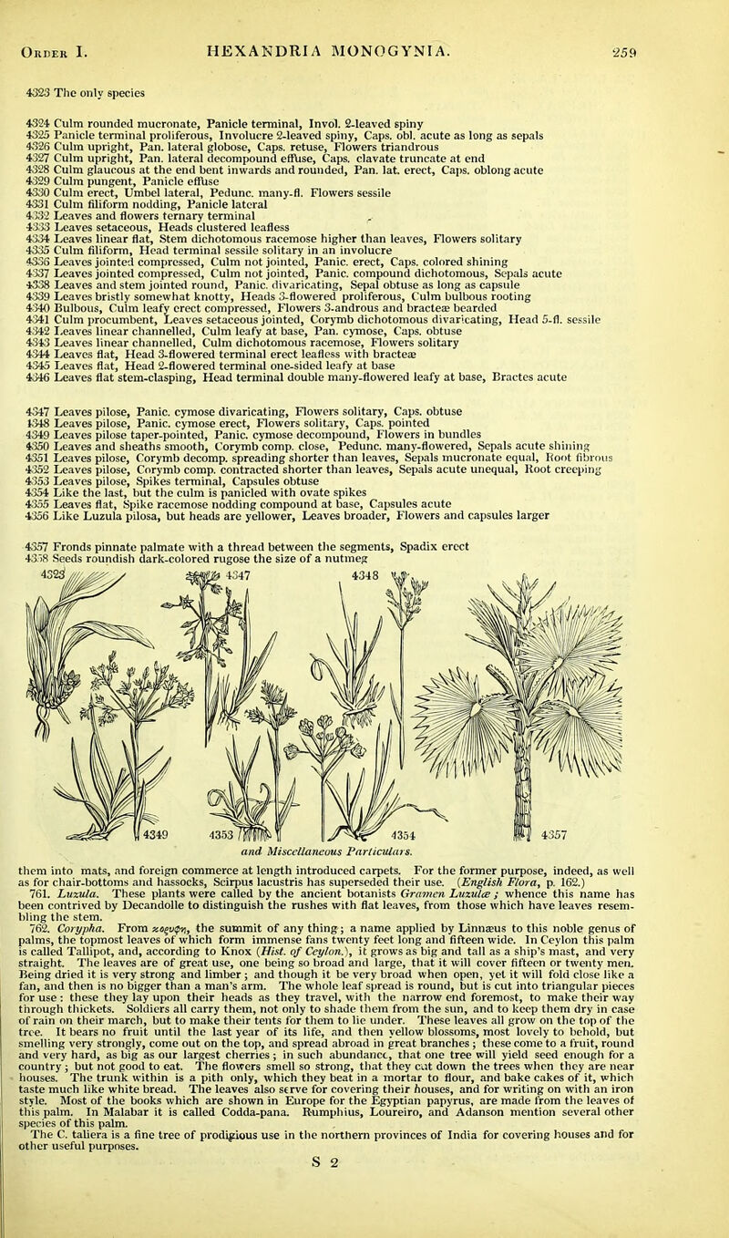 4323 The only species 4324. Culm rounded mucronate, Panicle terminal, Invol. 2-leaved spiny 4325 Panicle terminal proliferous, Involucre 2-leaved spiny, Caps. obi. acute as long as sepals 4326 Culm upright, Pan. lateral globose, Caps, retuse, Flowers triandrous 4327 Culm upright, Pan. lateral decompound effuse, Caps, clavate truncate at end 4328 Culm glaucous at the end bent inwards and rounded, Pan. lat. erect, Caps, oblong acute 4329 Culm pungent, Panicle effuse 4330 Culm erect, Umbel lateral, Pedunc. many.fl. Flowers sessile 4331 Culm filiform nodding, Panicle lateral 4.332 Leaves and flowers ternary terminal r 4333 Leaves setaceous, Heads clustered leafless 4334 Leaves linear flat, Stem dichotomous racemose higher than leaves, Flowers solitary 4335 Culm filiform, Head terminal sessile solitary in an involucre 4336 Leaves jointed compressed, Culm not jointed, Panic, erect, Caps, colored shining 4337 Leaves jointed compressed, Culm not jointed, Panic, compound dichotomous, Sepals acute 4338 Leaves and stem jointed round, Panic, divaricating, Sepal obtuse as long as capsule 4339 Leaves bristly somewhat knotty, Heads 3-flowered proliferous, Culm bulbous rooting 4340 Bulbous, Culm leafy erect compressed, Flowers 3-androus and bracteae bearded 4341 Culm procumbent, Leaves setaceous jointed, Corymb dichotomous divaricating, Head 5-fl. sessile 4342 Leaves linear channelled, Culm leafy at base, Pan. cymose, Caps, obtuse 4343 Leaves linear channelled, Culm dichotomous racemose, Flowers solitary 4344 Leaves flat, Head 3-flowered terminal erect leafless with bractea? 4345 Leaves flat, Head 2-flowered terminal one-sided leafy at base 4346 Leaves flat stem-clasping, Head terminal double many-flowered leafy at base, Bractes acute 4347 Leaves pilose, Panic, cymose divaricating, Flowers solitary, Caps, obtuse 1348 Leaves pilose, Panic, cymose erect, Flowers solitary, Caps, pointed 4349 Leaves pilose taper-pointed, Panic, cymose decompound, Flowers in bundles 4350 Leaves and sheaths smooth, Corymb comp. close, Pedunc. many-flowered, Sepals acute shining 4351 Leaves pilose, Corymb decomp. spreading shorter than leaves, Sepals mucronate equal, Root fibrous 4352 Leaves pilose, Corymb comp. contracted shorter than leaves, Sepals acute unequal, Root creeping 4353 Leaves pilose, Spikes terminal, Capsules obtuse 4354 Like the last, but the culm is panicled with ovate spikes 4355 Leaves flat, Spike racemose nodding compound at base, Capsules acute 4356 Like Luzula pilosa, but heads are yellower, Leaves broader, Flowers and capsules larger 4357 Fronds pinnate palmate with a thread between the segments, Spadix erect 43 >8 Seeds roundish dark-colored rugose the size of a nutmeg and Miscellaneous Particulars. them into mats, and foreign commerce at length introduced carpets. For the former purpose, indeed, as well as for chair-bottoms and hassocks, Scirpus lacustris has superseded their use. {English Flora, p. 162.) 761. Luzula. These plants were called by the ancient botanists Gramen Luxultz ; whence this name has been contrived by Decandolle to distinguish the rushes with flat leaves, from those which have leaves resem- bling the stem. 762. Corypha. From zogvipt}, the summit of any thing; a name applied by Linnseus to this noble genus of palms, the topmost leaves of which form immense fans twenty feet long and fifteen wide. In Ceylon this palm is called Tallipot, and, according to Knox (Hist, of Ceylon.), it grows as big and tall as a ship's mast, and very straight. The leaves are of great use, one being so broad and large, that it will cover fifteen or twenty men. Being dried it is very strong and limber; and though it be very broad when open, yet it will fold close like a fan, and then is no bigger than a man's arm. The whole leaf spread is round, but is cut into triangular pieces for use : these they lay upon their heads as they travel, with the narrow end foremost, to make their way through thickets. Soldiers all carry them, not only to shade them from the sun, and to keep them dry in case of rain on their march, but to make their tents for them to lie under. These leaves all grow on the top of the tree. It bears no fruit until the last year of its life, and then yellow blossoms, most lovely to behold, but smelling very strongly, come out on the top, and spread abroad in great branches; these come to a fruit, round and very hard, as big as our largest cherries ; in such abundance, that one tree will yield seed enough for a country; but not good to eat. The flowers smell so strong, that they cut down the trees when they are near houses. The trunk within is a pith only, which they beat in a mortar to flour, and bake cakes of it, which taste much like white bread. The leaves also serve for covering their houses, and for writing on with an iron style. Most of the books which are shown in Europe for the Egyptian papyrus, are made from the leaves of this palm. In Malabar it is called Codda-pana. Rumphius, Loureiro, and Adanson mention several other species of this palm. The C. taliera is a fine tree of prodigious use in the northern provinces of India for covering houses and for other useful purposes.
