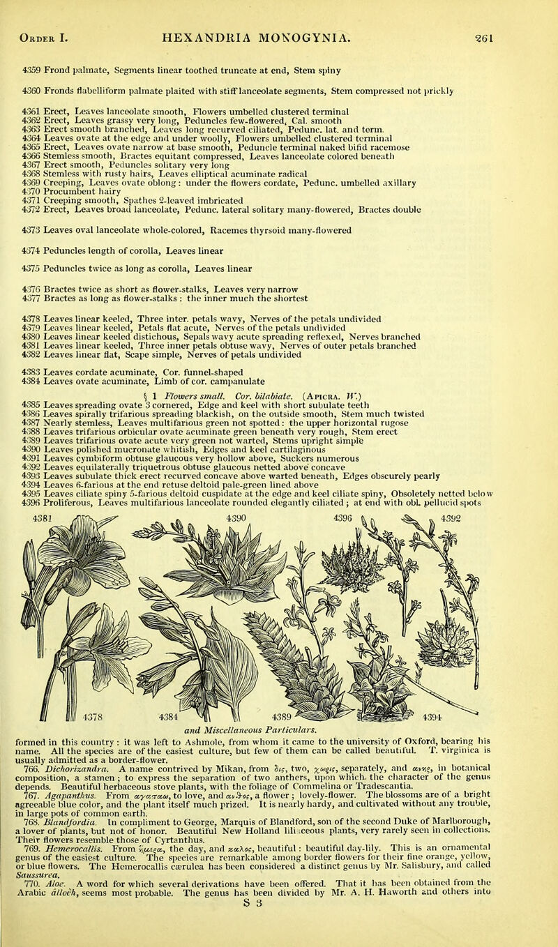 4359 Frond palmate, Segments linear toothed truncate at end, Stem spiny 4360 Fronds rlabelliform palmate plaited with stifflanceolate segments, Stem compressed not prickly 4361 Erect, Leaves lanceolate smooth, Flowers umbelled clustered terminal 4362 Erect, Leaves grassy very long, Peduncles few-flowered. Cal. smooth 4363 Erect smooth branched, Leaves long recurved ciliated, Pedunc. lat. and term. 4364 Leaves ovate at the edge and under woolly, Flowers umbelled clustered terminal 4365 Erect, Leaves ovate narrow at base smooth, Peduncle terminal naked bifid racemose 4366 Stemless smooth, Bractes equitant compressed, Leaves lanceolate colored beneath 4367 Erect smooth, Peduncles solitary very long 4368 Stemless with rusty hairs, Leaves elliptical acuminate radical 4369 Creeping, Leaves ovate oblong: under the flowers cordate, Pedunc. umbelled axillary 4370 Procumbent hairy 4371 Creeping smooth, Spathes 2-leaved imbricated 4372 Erect, Leaves broad lanceolate, Pedunc. lateral solitary many-flowered, Bractes double 4373 Leaves oval lanceolate whole-colored, Racemes thyrsoid many-flowered 4374 Peduncles length of corolla, Leaves linear 4375 Peduncles twice as long as corolla, Leaves linear 4376 Bractes twice as short as flower-stalks, Leaves very narrow 4377 Bractes as long as flower-stalks : the inner much the shortest 4378 Leaves linear keeled, Three inter, petals wavy, Nerves of the petals undivided 4379 Leaves linear keeled, Petals flat acute, Nerves of the petals undivided 4380 Leaves linear keeled distichous, Sepals wavy acute spreading reflexed, Nerves branched 4381 Leaves linear keeled, Three inner petals obtuse wavy, Nerves of outer petals branched 4382 Leaves linear flat, Scape simple, Nerves of petals undivided 4383 Leaves cordate acuminate, Cor. funnel-shaped 4384 Leaves ovate acuminate, Limb of cor. campanulate § 1 Flowers small. Cor. bilabiate. (Apicra. If.) 4385 Leaves spreading ovate 3 cornered, Edge and keel with short subulate teeth 4>Nii Leaves spirally trifarious spreading blackish, on the outside smooth, Stem much twisted 4387 Nearly stemless, Leaves multifarious green not spotted: the upper horizontal rugose 4388 Leaves trifarious orbicular ovate acuminate green beneath very rough, Stem erect 4389 Leaves trifarious ovate acute very green not warted, Stems upright simple 4390 Leaves polished mucronate whitish, Edges and keel cartilaginous 4391 Leaves cymbiform obtuse glaucous very hollow above, Suckers numerous 4392 Leaves equilaterally triquetrous obtuse glaucous netted above concave 4393 Leaves subulate thick erect recurved concave above warted beneath, Edges obscurely pearly 4394 Leaves 6-farious at the end retuse deltoid pale-green lined above 4395 Leaves ciliate spiny 5-farious deltoid cuspidate at the edge and keel ciliate spiny, Obsoletely netted below 4396 Proliferous, Leaves multifarious lanceolate rounded elegantly ciliated ; at end with obL pellucid spots and Miscellaneous Particulars. formed in this country : it was left to Ashmole, from whom it came to the university of Oxford, bearing his name. All the species are of the easiest culture, but few of them can be called beautiful. T. virginica is usually admitted as a border-flower. 766. Dichorixandra. A name contrived by Mikan, from 5;?, two, separately, and in botanical composition, a stamen ; to express the separation of two anthers, upon which, the character of the genus depends. Beautiful herbaceous stove plants, with the foliage of Commelina or Tradescantia. 767. Agapanthus. From a-yan-xM, to love, and ctv&o;, a flower; lovely-flower. The blossoms are of a bright agreeable blue color, and the plant itself much prized. It is nearly hardy, and cultivated without any trouble, in large pots of common earth. 768. Blandfordia. In compliment to George, Marquis of Blandford, son of the second Duke of Marlborough, a lover of plants, but not of honor. Beautiful New Holland liliaceous plants, very rarely seen in collections. Their flowers resemble those of Cyrtanthus. 769. Hemerocallis. From r^secs, the day, and xctXos, beautiful: beautiful day-lily. This is an ornamental genus of the easiest culture. The species are remarkable among border flowers for their fine orange, yellow, or blue flowers. The Hemerocallis ca?rulea has been considered a distinct genus by Mr. Salisbury, and called Saussurea. 770. Aloe. A word for which several derivations have been offered. That it has been obtained from the Arabic alloeh, seems most probable. The genus has been divided by Mr. A. H. Haworth and others into S 3