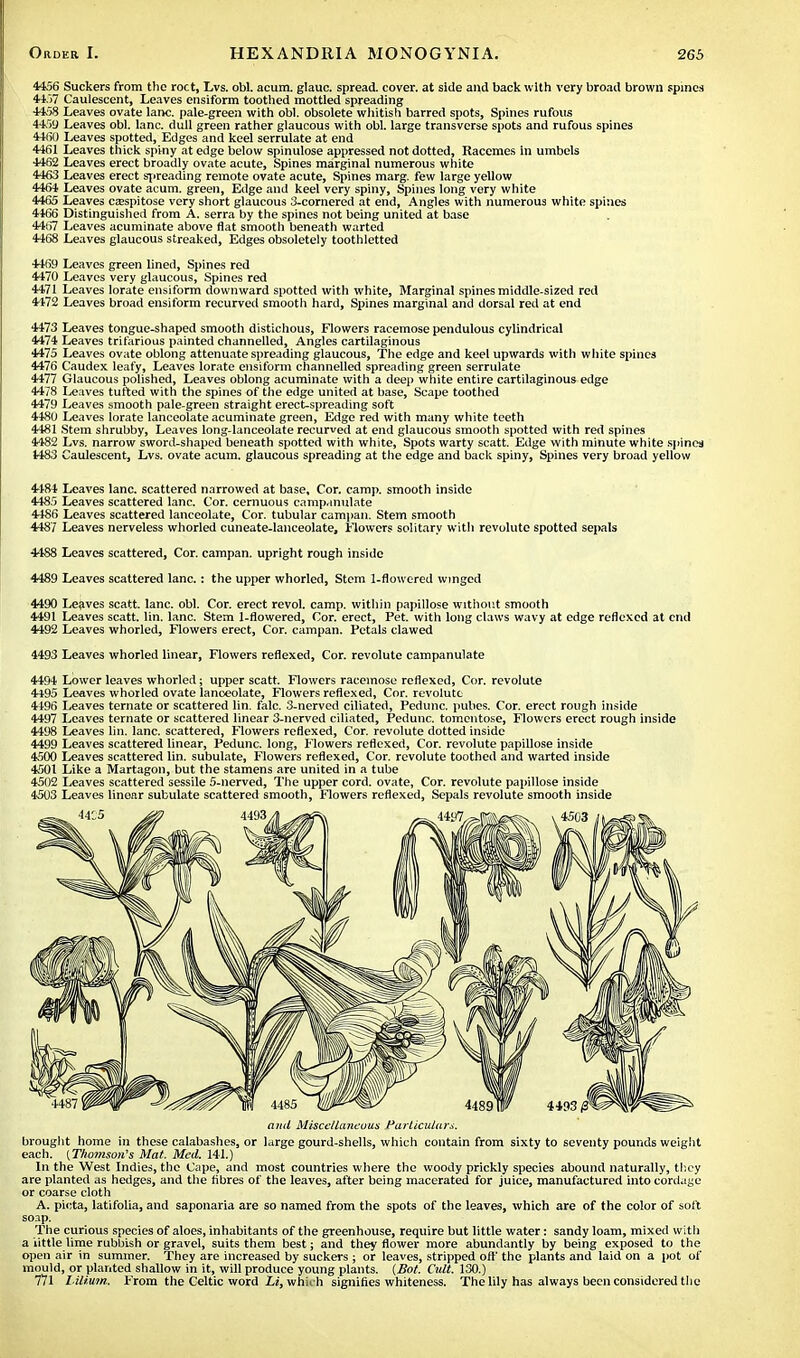 4456 Suckers from the roct, Lvs. obi. acum. glauc. spread, cover, at side and back with very broad brown spines 4457 Caulescent, Leaves ensiform toothed mottled spreading 4458 Leaves ovate lane, pale-green with obi. obsolete whitish barred spots, Spines rufous 445U Leaves obi. lane, dull green rather glaucous with obi. large transverse spots and rufous spines 4460 Leaves spotted, Edges and keel serrulate at end 4461 Leaves thick spiny at edge below spinulose appressed not dotted, Racemes in umbels 4462 Leaves erect broadly ovate acute, Spines marginal numerous white 4463 Leaves erect spreading remote ovate acute, Spines marg. few large yellow 4464 Leaves ovate acum. green, Edge and keel very spiny, Spines long very white 4465 Leaves caespitose very short glaucous 3-cornered at end, Angles with numerous white spines 4466 Distinguished from A. serra by the spines not being united at base 4467 Leaves acuminate above flat smooth beneath warted 4468 Leaves glaucous streaked, Edges obsoletely toothletted 4469 Leaves green lined, Spines red 4470 Leaves very glaucous, Spines red 4471 Leaves lorate ensiform downward spotted with white, Marginal spines middle-sized red 4472 Leaves broad ensiform recurved smootli hard, Spines marginal and dorsal red at end 4473 Leaves tongue-shaped smootli distichous, Flowers racemose pendulous cylindrical 4474 Leaves trifarious painted channelled, Angles cartilaginous 4475 Leaves ovate oblong attenuate spreading glaucous, The edge and keel upwards with white spines 4476 Caudex leafy, Leaves lorate ensiform channelled spreading green serrulate 4477 Glaucous polished, Leaves oblong acuminate with a deep white entire cartilaginous edge 4478 Leaves tufted with the spines of the edge united at base, Scape toothed 4479 Leaves smooth pale-green straight erect-spreading soft 4480 Leaves lorate lanceolate acuminate green, Edge red with many white teeth 4481 Stem shrubby, Leaves long-lanceolate recurved at end glaucous smooth spotted with red spines 4482 Lvs. narrow sword-shaped beneath spotted with white, Spots warty scatt. Edge with minute white spines 1483 Caulescent, Lvs. ovate acum. glaucous spreading at the edge and back spiny, Spines very broad yellow 4184 Leaves lane, scattered narrowed at base. Cor. camp, smooth inside 4485 Leaves scattered lane. Cor. cernuous campanulate 4-186 Leaves scattered lanceolate, Cor. tubular campan. Stem smooth 4487 Leaves nerveless whorled cuneate-lanceolate. Flowers solitary with revolute spotted sepals 4488 Leaves scattered, Cor. campan. upright rough inside 4489 Leaves scattered lane.: the upper whorled, Stem 1-flowered winged 4490 Leaves scatt. lane. obi. Cor. erect revol. camp, within papillose without smooth 4491 Leaves scatt. lin. lane. Stem 1-flowered, Cor. erect, Pet. with long claws wavy at edge reflexed at end 4492 Leaves whorled, Flowers erect, Cor. campan. Petals clawed 4493 Leaves whorled linear, Flowers reflexed, Cor. revolute campanulate 4494 Lower leaves whorled; upper scatt. Flowers racemose reflexed, Cor. revolute 4495 Leaves whorled ovate lanceolate, Flowers reflexed, Cor. revolute 4496 Leaves ternate or scattered lin. falc. 3-nerved ciliated, Pedunc. pubes. Cor. erect rough inside 4497 Leaves ternate or scattered linear 3-nerved ciliated, Pedunc. tomentose, Flowers erect rough inside 4498 Leaves lin. lane, scattered, Flowers reflexed, Cor. revolute dotted inside 4499 Leaves scattered linear, Pedunc. long, Flowers reflexed, Cor. revolute papillose inside 4500 Leaves scattered lin. subulate, Flowers reflexed, Cor. revolute toothed and warted inside 4501 Like a Martagon, but the stamens are united in a tube 4502 Leaves scattered sessile 5-nerved, The upper cord, ovate, Cor. revolute papillose inside 4503 Leaves linear subulate scattered smooth, Flowers reflexed, Sepals revolute smooth inside and Miscellaneous Particulars. brought home in these calabashes, or large gourd-shells, which contain from sixty to seventy pounds weight each. {Thomson's Mat. Med. 141.) In the West Indies, the Cape, and most countries where the woody prickly species abound naturally, they are planted as hedges, and the fibres of the leaves, after being macerated for juice, manufactured into cordage or coarse cloth A. picta, latifolia, and saponaria are so named from the spots of the leaves, which are of the color of soft soap. The curious species of aloes, inhabitants of the greenhouse, require but little water: sandy loam, mixed with a iittle lime rubbish or gravel, suits them best; and they flower more abundantly by being exposed to the open air in summer. They are increased by suckers ; or leaves, stripped oft' the plants and laid on a pot of mould, or planted shallow in it, will produce young plants. {Bot. Cult. 130.) 771 I ilium. From the Celtic word Li, whii-h signifies whiteness. The lily has always been considered the