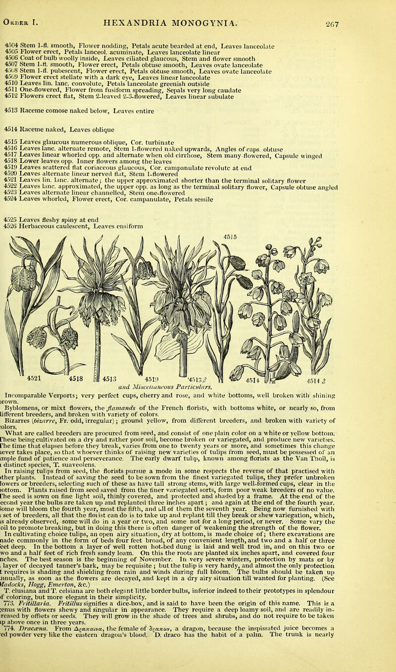 4504 Stem 1-fl. smooth, Flower nodding. Petals acute bearded at end, Leaves lanceolate 450.') Flower erect, Petals lanceol. acuminate, Leaves lanceolate linear 4506 Coat of bulb woolly inside, Leaves ciliated glaucous, Stem and flower smooth 4507 Stem l-ti. smooth, Flower erect, Petals obtuse smooth, Leaves ovate lanceolate 4508 Stem 1-fl. pubescent, Flower erect, Petals obtuse smooth, Leaves ovate lanceolate 4509 Flower erect stellate with a dark eye, Leaves linear lanceolate 4510 Leaves lin. lane, convolute, Petals lanceolate greenish outside 4511 One-flowered, Flower from fusiform spreading, Sepals very long caudate 4512 Flowers erect flat, Stem 2-leaved 2-3-flowered, Leaves linear subulate 4513 Raceme comose naked below, Leaves entire 4514 Raceme naked, Leaves oblique 4515 Leaves glaucous numerous oblique, Cor. turbinate 4516 Leaves lane, alternate remote, Stem 1-flowered naked upwards, Angles of caps, obtuse 4517 Leaves linear whorled opp. and alternate when old cirrhose, Stem many-flowered, Capsule winged 4518 Lower leaves opp. Inner flowers among the leaves 4519 Leaves scattered flat coriaceous glaucous, Cor. campanulate revolutc at end 4520 Leaves alternate linear nerved flat, Stem 1-flowered 4521 Leaves lin. lane, alternate; the upper approximated shorter than the terminal solitary flower 4522 Leaves lane, approximated, the upper opp. as long as the terminal solitary flower, Capsule obtuse angled 4523 Leaves alternate linear channelled, Stem one-flowered 4524 Leaves whorled, Flower erect, Cor. campanulate, Petals sessile 4525 Leaves fleshy spiny at end 4526 Herbaceous caulescent, Leaves ensiform and Miscellaneous Particulars. Incomparable Verports; very perfect cups, cherry and rose, and white bottoms, well broken with shining >rown. Byblomens, or mixt flowers, the flamands of the French florists, with bottoms white, or nearly so, from lifferent breeders, and broken with variety of colors. Bizarres {bizarre, Fr. odd, irregular); ground yellow, from different breeders, and broken with variety of tolors. What are called breeders are procured from seed, and consist of one plain color on a white or yellow bottom, rhese being cultivated on a dry and rather poor soil, become broken or variegated, and produce new varieties, file time that elapses before they break, varies from one to twenty years or more, and sometimes this change lever takes place, so that whoever thinks of raising new varieties of tulips from seed, must be possessed of an imple fund of patience and perseverance. The early dwarf tulip, known among florists as the Van Tholl, is i distinct species, T. suaveolens. In raising tulips from seed, the florists pursue a mode in some respects the reverse of that practised with ither plants. Instead of saving the seed to be sown from the finest variegated tulips, they prefer unbroken lowers or breeders, selecting such of these as have tall strong stems, with large well-formed cups, clear in the tottom. Plants raised from seed saved from the finer variegated sorts, form poor weak breeders of no value, rhe seed is sown on fine light soil, thinly covered, and protected and shaded by a frame. At the end of the econd year the bulbs are taken up and replanted three inches apart; and again at the end of the fourth year, iome will bloom the fourth year, most the fifth, and ull of them the seventh year. Being now furnished with : set of breeders, all that the floiist can do is to take up and replant till they break or shew variegation, which, is already observed, some will do in a year or two, and some not for a long period, or never. Some vary the oil to promote breaking, but in doing this there is often danger of weakening the strength of the flower. In cultivating choice tulips, an open airy situation, dry at bottom, is made choice of; there excavations are nade commonly in the form of beds four feet broad, of any convenient length, and two and a half or three bet deep. In the bottom a layer of well rotten hot-bed dung is laid and well trod in, and on this two or wo and a half feet of rich fresh sandy loam. On this the roots are planted six inches apart, and covered four nches. The best season is the beginning of November. In very severe winters, protection by mats or by , layer of decayed tanner's bark, may be requisite ; but the tulip is very hardy, and almost the only protection t requires is shading and shielding from rain and winds during full bloom. The bulbs should be taken up nnually, as soon as the flowers are decayed, and kept in a dry airy situation till wanted for planting. (See Madocks, Hogg, Emerton, &c.) T. clusiana andT. celsiana are both elegant little border bulbs, inferior indeed to their prototypes in splendour if coloring, but more elegant in their simplicity. 773. Fritittaria. Fritillus signifies a dice-box, and is said to have been the origin of this name. This is a ■enus with flowers shewy and singular in appearance. They require a deep loamy soil, and are readily in- reased by offsets or seeds. They will grow in the shade of trees and shrubs, and do not require to be taken ip above once in three years. 774. Dracana. From A^axaiva., the female of fyctxtit, a dragon, because the inspissated juice becomes a ed powder very like the eastern dragon's blood. D. draco has the habit of a palm. The trunk is nearly