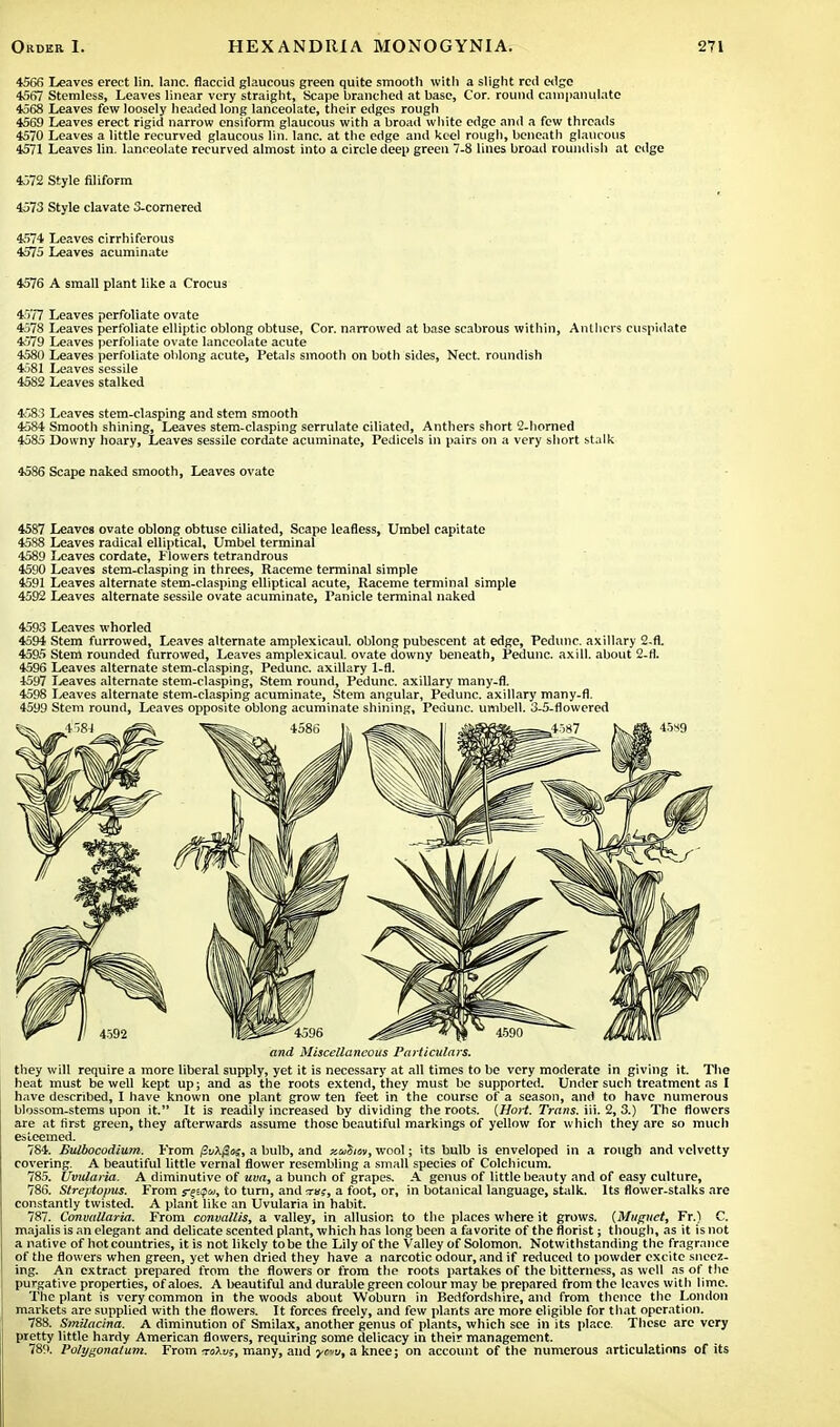 4566 Leaves erect lin. lane, flaccid glaucous green quite smooth with a slight red edge 4667 Stemless, Leaves linear very straight, Scape branched at base, Cor. round campanulatc 4568 Leaves few loosely headed long lanceolate, their edges rough 4569 Leaves erect rigid narrow ensiform glaucous with a broad white edge and a few threads 4570 Leaves a little recurved glaucous lin. lane, at the edge and keel rough, beneath glaucous 4571 Leaves lin. lanceolate recurved almost into a circle deep green 7-8 lines broad roundish at edge 4572 Style filiform 4573 Style clavate 3-cornered 4574 Leaves cirrhiferous 4575 Leaves acuminate 4576 A small plant like a Crocus 4577 Leaves perfoliate ovate 4578 Leaves perfoliate elliptic oblong obtuse, Cor. narrowed at base scabrous within, Anthers cuspidate 4579 Leaves perfoliate ovate lanceolate acute 4580 Leaves perfoliate oblong acute, Petals smooth on both sides, Nect. roundish 4j81 Leaves sessile 4582 Leaves stalked 4583 Leaves stem-clasping and stem smooth 4584 Smooth shining, Leaves stem-clasping serrulate ciliated, Anthers short 2-horned 4585 Downy hoary, Leaves sessile cordate acuminate, Pedicels in pairs on a very short stalk 4586 Scape naked smooth, Leaves ovate 4587 Leaves ovate oblong obtuse ciliated, Scape leafless, Umbel capitate 4588 Leaves radical elliptical. Umbel terminal 4581) Leaves cordate, Flowers tetrandrous 4590 Leaves stem-clasping in threes, Raceme terminal simple 4591 Leaves alternate stem-clasping elliptical acute, Raceme terminal simple 4592 Leaves alternate sessile ovate acuminate, Panicle terminal naked 4593 Leaves whorled 4594 Stem furrowed, Leaves alternate amplexicaul. oblong pubescent at edge, Pedunc. axillary 2-fl. 4595 Stem rounded furrowed, Leaves amplexicaul. ovate downy beneath, Pedunc. axill. about 2-fl. 4596 Leaves alternate stem-clasping, Pedunc. axillary 1-fl. 4597 Leaves alternate stem-clasping, Stem round, Pedunc. axillary many-fl. 4598 Leaves alternate stem-clasping acuminate, Stem angular, Pedunc. axillary many-fl. 4599 Stem round, Leaves opposite oblong acuminate shining, Pedunc. umbell. 3-5-flowered and Miscellaneous Particulars. they will require a more liberal supply, yet it is necessary at all times to be very moderate in giving it. The heat must be well kept up; and as the roots extend, they must be supported. Under such treatment as I have described, I have known one plant grow ten feet in the course of a season, and to have numerous blossom-stems upon it. It is readily increased by dividing the roots. {Hort. Trans, iii. 2, 3.) The flowers are at first green, they afterwards assume those beautiful markings of yellow for which they are so much esleemed. 784. Bulbocodium. From /3i>A./3»s, a bulb, and xcuiim, wool; its bulb is enveloped in a rough and vclvctty covering. A beautiful little vernal flower resembling a small species of Colchicum. 785. Vmdaria. A diminutive of uva, a bunch of grapes. A genus of little beauty and of easy culture, 786. Streptopus. From f^vfu, to turn, and a foot, or, in botanical language, stalk. Its flower-stalks are constantly twisted. A plant like an Uvularia in habit. 787. Convallaria. From convallis, a valley, in allusion to the places where it grows. (Magnet, Fr.) C. majalis is an elegant and delicate scented plant, which has long been a favorite of the florist; though, as it is not a native of hot countries, it is not likely to be the Lily of the Valley of Solomon. Notwithstanding the fragrance of the flowers when green, yet when dried they have a narcotic odour, and if reduced to powder excite snecz- | ing. An extract prepared from the flowers or from the roots partakes of the bitterness, as well as of the purgative properties, of aloes. A beautiful and durable green colour may be prepared from the leaves with lime. The plant is very common in the woods about VVoburn in Bedfordshire, and from thence the London i markets are supplied with the flowers. It forces freely, and few plants are more eligible for that operation. 788. Smilacina. A diminution of Smilax, another genus of plants, which see in its place. These are very pretty little hardy American flowers, requiring some delicacy in their management. 789. I'olygonatum. From toXu?, many, and ycu, a knee; on account of the numerous articulations of its