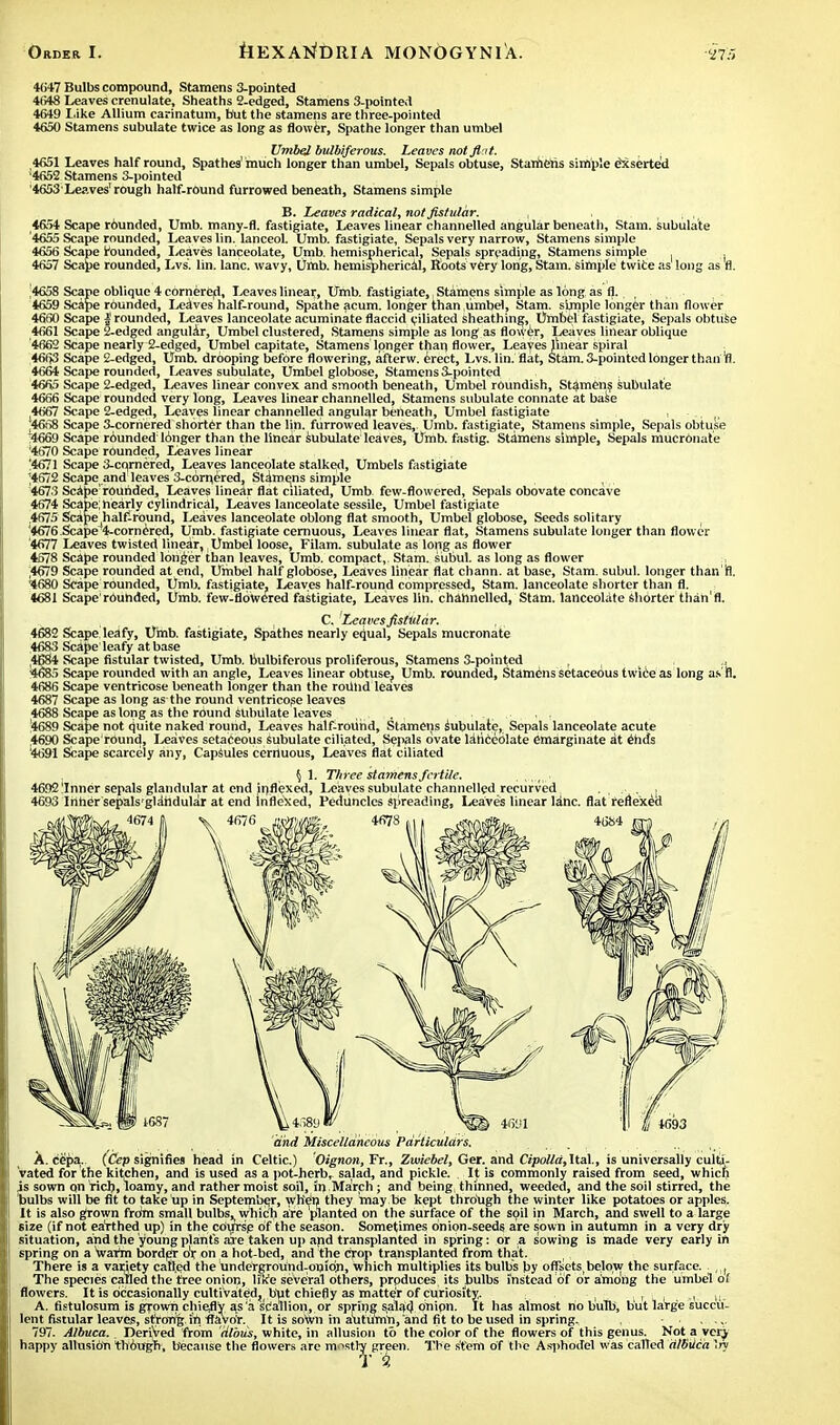 4647 Bulbs compound, Stamens 3-pointcd 4648 Leaves crenulate, Sheaths 2-edged, Stamens 3-pointed 4649 Like Allium carinatum, but the stamens are three-pointed 4650 Stamens subulate twice as long as flower, Spathe longer than umbel Umbel bulbiferous. Leaves not flat. 4651 Leaves half round, Spathes' much longer than umbel, Sepals obtuse, Stamens simple dxscrted '4652 Stamens 3-pointed '4653'Leaves'rough half-round furrowed beneath, Stamens simple B. Leaves radical, not fistular. , , , , • 4654 Scape r6unded, Umb. many-fl. fastigiate, Leaves linear channelled angular beneath, Stam. subulate '4655 Scape rounded, Leaves lin. lanceol. Umb. fastigiate, Sepals very narrow, Stamens simple 4656 Scape rounded, Leaves lanceolate, Umb. hemispherical, Sepals spreading, Stamens simple . , 4657 Scape rounded, Lvs. lin. lane, wavy, Umb. hemispherical, Roots very long, Stam. simple twice as long as 'fl. ,4658 Scape oblique 4 cornered. Leaves linear, Umb. fastigiate,. Stamens simple as long as fl. , 4659 Scape rounded, Leaves half-round, Spathe acum. longer than umbel, Stam. simple longer than flower 4660 Scape | rounded, Leaves lanceolate acuminate flaccid ciliated sheathing, Umbel fastigiate, Sepals obtuse 4661 Scape 2-edged angular, Umbel clustered, Stamens simple as long as flower, Leaves linear oblique 4662 Scape nearly 2-edged, Umbel capitate, Stamens longer than flower, Leaves linear spiral 4663 Scape 2-edged, Umb. drooping before flowering, afterw. erect, Lvs. lin. flat, Stam. 3-pointed longer than fl. 4664 Scape rounded, Leaves subulate, Umbel globose, Stamens 3-pointed 4665 Scape 2-edged, Leaves linear convex and smooth beneath, Umbel roundish, Stamens subulate 4666 Scape rounded very long, Leaves linear channelled, Stamens subulate connate at base ,4667 Scape 2-edged, Leaves linear channelled angular beneath, Umbel fastigiate t ;4668 Scape 3-cornered shorter than the lin. furrowed leaves,. Umb. fastigiate, Stamens simple, Sepals obtuse 4669 Scape r6unded: linger than the linear subulate leaves, Umb. fastig. Stamens simple, Sepals mucrOnate '4670 Scape rounded, Leaves linear !4671 Scape 3-cqrnered, Leaves lanceolate stalked, Umbels fastigiate '4672 Scape and leaves 3-c6m,ered, Stamens simple , 4673 ScAbe'rounded, Leaves linear flat ciliated, Umb few-flowered, Sepals obovate concave 4674 Scape; nearly Cylindrical, Leaves lanceolate sessile, Umbel fastigiate .4675 Scape,half-round, Leaves lanceolate oblong flat smooth, Umbel globose, Seeds solitary '4676 Scape 4-cornered, Umb. fastigiate cemuous, Leaves linear flat, Stamens subulate longer than flower 4677 Leaves twisted linear, Umbel loose, Filam. subulate as long as flower 4578 Scape rounded longer than leaves, Umb. compact, Stam. subul. as long as flower ,4679 Scape rounded at end, Umbel half globose, Leaves linear flat chann. at base, Stam. subul. longer than fl. 1680 Scape rounded, Umb. fastigiate, Leaves half-round compressed, Stam. lanceolate shorter than fl. 4681 Scape'rounded, Umb. few-flowered fastigiate, Leaves lin. channelled, Stam. lanceolate Shorter than'fl. C. Leaves fistular. 4682 Scape leafy, Umb. fastigiate, Spathes nearly equal, Sepals mucronate 4683 Scape leafy at base 4684 Scape fistular twisted, Umb. bulbiferous proliferous, Stamens 3-pointed , , a. 4685 Scape rounded with an angle, Leaves linear obtuse, Umb. rounded, Stamens setaceous twice as long as fl. 4686 Scape ventricose beneath longer than the round leaves 4687 Scape as long as the round ventricose leaves 4688 Scape as long as the round subulate leaves .. ,. , . '4689 Scape not quite naked round, Leaves half-round, Stamens subulate, Sepals lanceolate acute 4690 Scape'rdund, Leaves setaceous Subulate ciliated, Sepals ovate lanceolate emarginate at ehds '4691 Scape scarcely any, Capsules cerrluous, Leaves flat ciliated §1. Three stamens fertile. ...... 4692'Inner sepals glandular at end inflexed, Leaves subulate channelled recurved ... , 4693 Iriher sepals'gldhdular at end inflexed, Peduncles Spreading, Leaves linear lane, flat reflexed and Miscellaneous Particulars. A. cepa. {Cep signifies head in Celtic.) Oignon, Fr., Zwiebel, Ger. and Cipolld,lta.\., is universally culti- vated for the kitchen, and is used as a pot-herb, salad, and pickle. . It is commonly raised from seed, which js sown qn ricl), loamy, and rather moist soil, in March; and being thinned, weeded, and the soil stirred, the bulbs will be fit to take up in September, when they may be kept through the winter like potatoes or apples. It is also grown frdm small bulbs,, which ate planted on the surface of the soil in March, and swell to a large size (if not eaTthed up) in the course of the season. Sometimes onion-seed? are sown in autumn in a very dry situation, and the young plants are taken up and transplanted in spring: or a sowing is made very early in spring on a Warm border 6x on a hot-bed, and the crop transplanted from that. There is a variety called the underground-onidri, which multiplies its bulbs by offsets,below the surface. The species called the free onion, hufe several others, produces its bulbs instead of or among the umbel ol flowers. It is occasionally cultivated, but chiefly as matter of curiosity. , , : ,, A. fistulosum is grown chiefly as a s'tfallion, or spring salad onion. It has almost no bulb, but large succu- lent fistular leaves, strongin flavor. It is sown in autumn, and fit to be used in spring, 797. Albuca. DeriVed from dlbus, white, in allusion to the color of the flowers of this genus. Not a ver^ happy allusion though, because the flowers are mostly green. The stem of the Asphodel was called dlbUca !rv T i