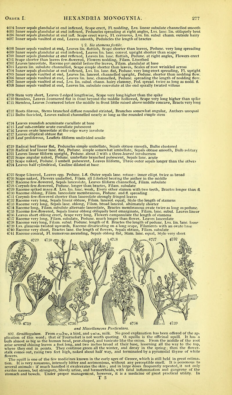 4694 Inner sepals glandular at end indexed, Scape erect, Fl. nodding, Lvs. linear subulate channelled smooth 4695 Inner sepals glandular at end indexed, Peduncles spreading at right angles, Lvs. lane. lin. obliquely bent 4696 Inner sepals glandular at end infl. Scape erect wavy, Fl. cernuous, Lvs. lin. subul chann. outside hairy 4697 Inner sepals vaulted at end, Leaves smooth, Peduncles the length of bractes 5 2. Six stamens fertile. 4698 Inner sepals vaulted at end, Leaves lin. flattish, Scape shorter than leaves, Pedunc. very long spreading 4699 Inner sepals glandular at end indexed, Leaves lin. lane, convol. upright shorter than scape 4700 Inner sepals glandular at end reflexed, Leaves lin. lane, flattish, Pedunc. at right angles, Flowers erect 4701 Scape shorter than leaves few-flowered, Flowers nodding, Filam. 2-toothed 4702 Leaves lanceolate, Raceme pyr imidal before the leaves, Filam. glandular at base 470.3 Leaves lin. subulate channelled, Scape simple shorter than leaves, Scales of root wrinkled across 4704 Inner sepals glandular at end inflexed, Lvs. lin. lane, flat, Pedunc. very long erect spreading, Fl. upright 4705 Inner sepals vaulted at end, Leaves lin. lanceol. channelled upright, Pedunc. shorter than nodding flow. 4706 Inner sepals vaulted at end, Leaves lin. lane, channelled, Pedunc. spreading the length of nodding flow. 4707 Inner sepals vaulted at end, Lvs. lin. subul. chann. hairy clammy, Ped. spread, twice as long as nodd. fl. 4708 Inner sepals vaulted at end, Leaves lin. subulate convolute at the end spirally twisted villous 4709 Stem very short, Leaves 2-edged lengthwise, Scape very long higher than the spike 4710 Stemless, Leaves 3cornered flat in front beyond the middle hollowed, Scape very long higher than spike 4711 Stemless, Leaves 3 cornered below the middle in front little raised abovemiddle concave, Bracts very long 4712 Roots fibrous, Stems branched diffuse rounded striated, Branches somewhat angular, Anthers unequal 4713 Bulbs fascicled, Leaves radical channelled nearly as long as the rounded simple stem 4714 Leaves roundish acuminate cucullate at base 4715 Leaf sub-cordate acute cucullate pubescent 4716 Leaves ovate lanceolate at the edge wavy involute 4717 Leaves elliptical obtuse flat 4718 Leaf proliferous, leaflets filiform undivided sessile 4719 Radical leaf linear flat, Peduncles simple umbellate, Sepals obtuse smooth, Bulbs clustered 4720 Radical leaf linear lane, flat, Pedunc. simple somewhat umbellate, Sepals obtuse smooth, Bulb solitary 4721 Leaves linear filiform upright, Pedunc. about 3 with a three-leaved involucrum 4722 Scape angular naked, Pedunc. umbellate branched pubescent, Sepals lane, acute 4723 Scape naked, Pedunc. 3 umbell. pubescent. Leaves filiform, Three outer sepals longer than the others 4724 Leaves half cylindrical, Cauline dilated at base 4725 Scape 2-leaved, Leaves opp. Pedunc. I-fl. Outer sepals lane, retuse : inner ellipt. twice as broad 4726 Scape naked, Flowers umbelled, Filam. all 2-forked bearing the anther in the middle 4727 Raceme few-flowered, Sepals lanceolate, Leaves filiform channelled, Filam. subulate 4728 Corymb few-flowered, Pedunc. longer than bractes, Filam. subulate 4729 Raceme spiked many-fl. Lvs. lin. lane, weak, Every other stamen with two teeth, Bractes longer than fl. 4730 Raceme oblong, Filam. lanceolate membranous, Pedunc. and fl. spreading 4731 Corymb few-flowered shorter than lanceolate strongly fringed leaves 4732 Raceme very long, Sepals linear obtuse, Filam. lanceol. equal, Style the length of stamens 4733 Raceme very long, Sepals lane, oblong, Filam. broad lanceol. alternately shorter 4734 Raceme long, Filam. subulate alternate lanceolate, Bractes membranous ovate twice as long as pedunc. 4735 Raceme few-flowered, Sepals linear oblong obliquely bent emarginate, Filam. lane, subul. Leaves linear 4736 Leaves short oblong erect, Scape very long, Flowers campanulate the length of stamens 4737 Raceme very long, Filam. subulate, Pedunc. much longer than flower, Leaves lanceolate 4738 Raceme very long, Filam. subul. Pedunc. length of fl. Bractes the length of pedunc. Lvs. lin. lane, loose 4739 Lvs. glaucous twisted upwards, Raceme divaricating on a long scape, Filaments with an ovate base 4740 Raceme very short, Bractes lane, the length of flowers, Sepals obtuse, Filam. subulate 4741 Raceme conical, Fl. numerous ascending, Sepals oblong flat, Stam. lane, equal, Style very short and Miscellaneous Particulars. 802. Ornithogalum. From »;w3-s(, a bird, and yoO.cc, milk. No good explanation has been offered of the ap- plication of this word; that of Tournefort is not worth quoting. O. squilla is the officinal squill. It has a bulb almost as big as the human head, pear-shaped, and tunicate like the onion. From the middle of the root arise several shining leaves a foot long, and two inches broad at their base, lessening all the way to the top, where they end in points. They continue green all the winter, and decay in the spring; then the flower- stalk comes out, rising two feet high, naked about half way, and terminated by a pyramidal thyrse of white flpwers. The squill is one of the few medicines known in the early ages of Greece, which is still held in great estima- tion. It is very nauseous, intensely bitter and acrimonious, without any perceptible smell. It is poisonous to several animals : if much handled it exulcerates the skin ; and in large doses frequently repeated, it not only excites nausea, but strangury, bloody urine, and haemorrhoids, with fatal inflammation and gangrene of the stomach and bowels. Under proper management, however, it is a medicine of great practical utility. In