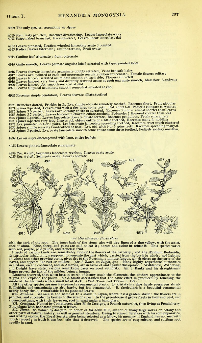 4909 The only species, resembling an Agave 4910 Stem leafy panicled, Racemes divaricating, Leaves lanceolate wavy 4911 Scape naked branched, Racemes erect, Leaves linear lanceolate flat 4912 Leaves pinnated, Leaflets whorled lanceolate acute 3-pointed 4913 Radical leaves biternate; cauline ternate, Fruit ovate 4914 Cauline leaf triternate; floral biternate 4915 Quite smooth, Leaves palmate angular lobed serrated with taper-pointed lobes 4916 Leaves obovatalanceolate acuminate doubly serrated, Veins beneath hairv 4917 Leaves oval pointed at each end mucronate serrulate pubescent beneath, 1-emale flowers solitary 4918 Leaves lanceol. serrated acuminate smooth on each side, Flowers all 6-cleft ..„,.,' . „. „„ 4919 Leaves lanceol. very finely and distantly serrated acute at each end quite smooth, Male flow. J-androus 4920 Leaves lanceol. obt. smooth serrated at end 4921 Leaves elliptical acuminate smooth somewhat serrated at end 4922 Racemes simple pendulous, Leaves obovate ciliate-toothed 4923 Branches dotted, Prickles in 3s, Lvs. simple obovate remotely toothed, Racemes short, Fruit globular 4924 Spines 3-parted, Leaves oval with a few large spiny teeth. Fed. short 4-fl. Pedicels elongate corymbose 4925 Spines 3-5-parted, Leaves oval-oblong entire or serrated, Racemes 3-8-flow. almost shorter than leaves 4926 Spines 3-7-parted, Leaves lanceolate obovate ciliate-toothed, Peduncles 1-flowered snorter than leaf 4927 Spines 3-parted, Leaves lanceolate obovate ciliate serrate, Racemes pendulous, Petals emarginate 4928 Spines 3-parted very few, Leaves obi. obtuse entire or a little toothed, Racemes many-fl. nodding 4929 Lvs pinnated in 4 or 5 pairs, Leaflets ovate lanceolate spreading toothed, Racemes erect much clustered 4O30 Spines simple scarcely two-toothed at base, Lvs. obi. with 4 or 5 spiny teeth, Racemes spreading many-fl. 4931 Spines 3-parted, Lvs. ovate lanceolate smooth some entire some three-toothed, Pedicels solitary one-flow. 4932 Leaves supra-decompound with lane, entire leaflets 4933 Leaves pinnate lanceolate emarginate 4934 Cor. 6-cleft, Segments lanceolate revolute, Leaves ovate acute and Miscellaneous Particulars. with the bark of the root. The inner bark of the stems also will dye linen of a fine yellow, with the assist, ance of alum. Kine, sheep, and goats are said to eat it; horses and swine to refuse it. This species varies with red, purple, pale yellow, and stoneless fruit. Insects of various kinds are remarkably fond of the flowers of the barberry ; and the /Ecidium Berberidis, its particular inhabitant, is supposed to generate the dust which, carried from the bush by winds, and lighting on wheat and other growing corns, gives rise to the Puccinia, a minute fungus, which closes up the pores of the leaves, and appears like rust or mildew. (Sir J. Bunks on Blight, 8fc.) Many highly respectable authorities in Britain, on the continent, and in America, are in favor of and against this opinion. Willdenow, Withering, and Dwight have stated various remarkable cases on good authority. Sir J. Banks and his draughtsman Bauer proved the fact of the mildew being a fungus. Linnaeus observed, that when bees in search of honey touch the filaments, the anthers approximate to the stigma and explode the pollen. Sir J. Smith ascertained that the same effect is produced by touching the inside of the filaments with a small bit of stick. (Phil. Trans, vol. lxxviii. 1. 158.) All the other species are much esteemed as ornamental plants. B. aristata is a fine hardy evergreen shrub. B. ilicifolia and emarginata are also hardy, but less ornamental. B. fascicularis is a beautiful ornamental nearly hardy shrub, remarkable for its pinnated leaves. 830. Nandina. Nandin is the name of this shrub in Japan, where it is a garden shrub : the flowers are in panicles, and succeeded by berries of the size of a pea. In the greenhouse it grows freely in loam and peat, and ripened cuttings, with their leaves on, root in sand under a hand-glass. 831. Cossignia. Named by Commerson, after M. de Cossigny, a French naturalist, then living at Pondicherrj Fine plants with handsome pinnated leaves. 832. HUlia. So named by Jacquin, in honor of Sir John Hill, author of many large works on botany and other parts of natural history, as well as genera] literature. Owing to some differences with his contemporaries, and writing against the Royal Society, after being rejected as a fellow, his memory in England has not met with much respect; in truth it was but little that it deserved. The species are of easy culture, and cuttings root readily in sand.