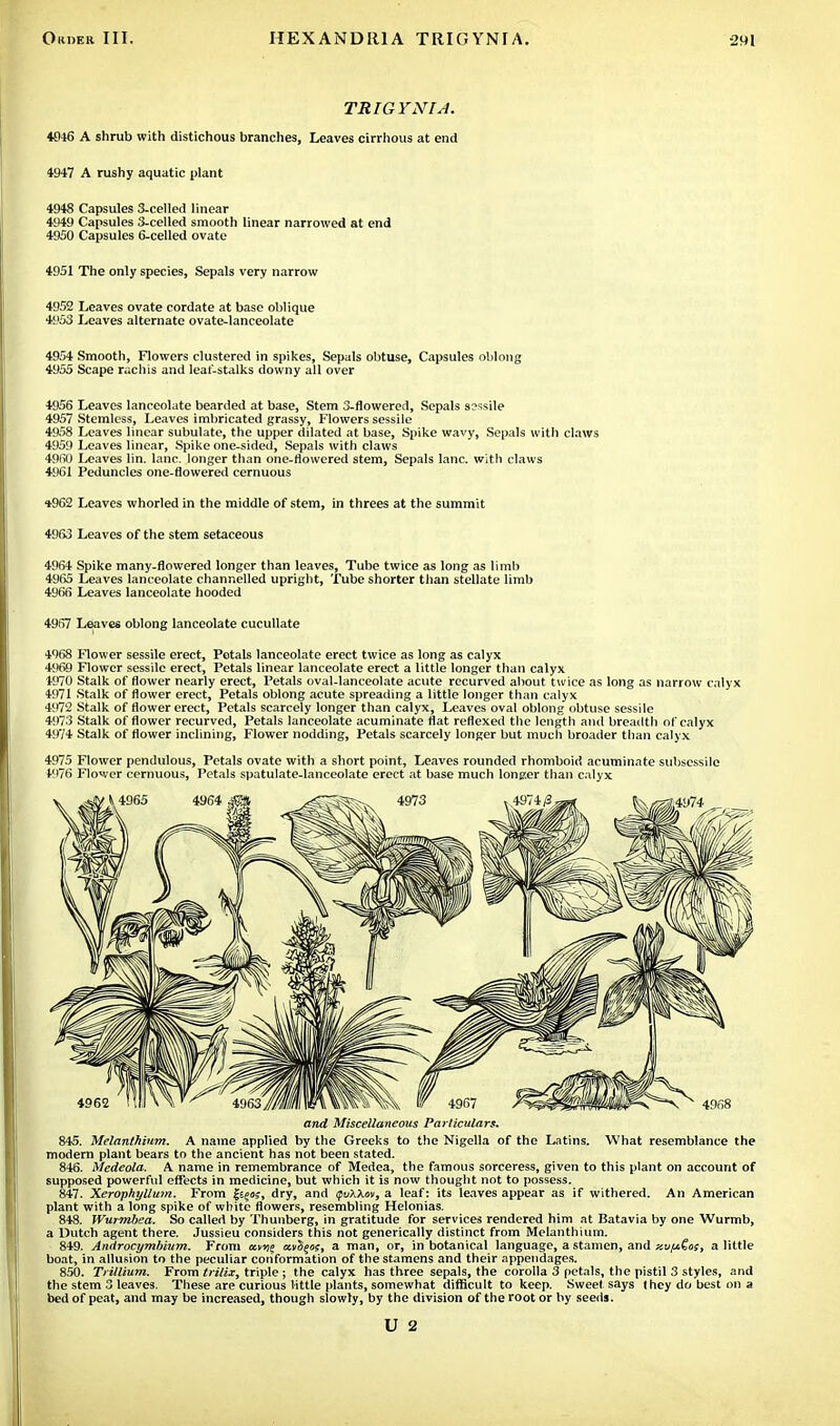 TRIGYNIA. +3-16 A shrub with distichous branches, Leaves cirrhous at end 4947 A rushy aquatic plant 4948 Capsules 3-celled linear 4949 Capsules 3-celled smooth linear narrowed at end 4950 Capsules 6-celled ovate 4951 The only species, Sepals very narrow 4952 Leaves ovate cordate at base oblique 4953 Leaves alternate ovate-lanceolate 4954 Smooth, Flowers clustered in spikes, Sepals obtuse, Capsules oblong 4955 Scape rachis and leaf-stalks downy all over 4956 Leaves lanceolate bearded at base, Stem 3-flowered, Sepals sessile 4957 Stemless, Leaves imbricated grassy, Flowers sessile 4958 Leaves linear subulate, the upper dilated at base, Spike wavy, Sepals with claws 4959 Leaves linear, Spike one-sided, Sepals with claws 4960 Leaves lin. lane, longer than one-flowered stem, Sepals lane, with claws 49G1 Peduncles one-flowered cernuous %962 Leaves whorled in the middle of stem, in threes at the summit 4963 Leaves of the stem setaceous 4964 Spike many-flowered longer than leaves, Tube twice as long as limb 49ii5 Leaves lanceolate channelled upright, Tube shorter than stellate limb 4966 Leaves lanceolate hooded 4967 Leaves oblong lanceolate cucullate 4968 Flower sessile erect, Petals lanceolate erect twice as long as calyx 4869 Flower sessile erect, Petals linear lanceolate erect a little longer than calyx 4970 Stalk of flower nearly erect, Petals oval-lanceolate acute recurved about twice as long as narrow calyx 4971 Stalk of flower erect, Petals oblong acute spreading a little longer than calyx 4972 Stalk of flower erect, Petals scarcely longer than calyx, Leaves oval oblong obtuse sessile 4973 Stalk of flower recurved, Petals lanceolate acuminate flat reflexed the length and breadth of calyx 4974 Stalk of flower inclining, Flower nodding, Petals scarcely longer but much broader than calyx 4975 Flower pendulous, Petals ovate with a short point, Leaves rounded rhomboid acuminate subscssile 1976 Flower cernuous, Petals spatulate-lanceolate erect at base much longer than calyx and Miscellaneous Particulars. 845. Melanthium. A name applied by the Greeks to the Nigella of the Latins. What resemblance the modern plant bears to the ancient has not been stated. 846. Medeola. A name in remembrance of Medea, the famous sorceress, given to this plant on account of supposed powerful effects in medicine, but which it is now thought not to possess. 847. Xerophyllmn. From |sg«s, dry, and QvXXov, a leaf: its leaves appear as if withered. An American plant with a long spike of white flowers, resembling Helonias. 848. Wurmbea. So called by Thunberg, in gratitude for services rendered him at Batavia by one Wurmb, a Dutch agent there. Jussieu considers this not generically distinct from Melanthium. 849. Anrtrocymbium. From «m» ccvS^w, a man, or, in botanical language, a stamen, and y.vp.Gos, a little boat, in allusion to the peculiar coiiformation of the stamens and their appendages. 850. Trillium. From trilix, triple; the calyx has three sepals, the corolla 3 petals, the pistil 3 styles, and the stem 3 leaves. These are curious little plants, somewhat difficult to keep. Sweet says they do best on a bed of peat, and may be increased, though slowly, by the division of the root or by seeds.