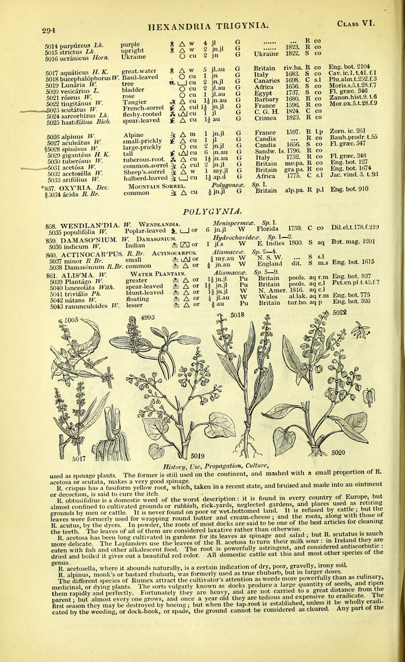 5014 purpureus Lk. 5015 strlctus Lk. 5016 ucranicus Horn. HEXANDRIA TRIGYNIA. purple upright Ukraine * A w 4 jl G * A w 2 jn.jl G O cu 2 jn Ct 5017 aquaticus H. K. great-water 5018 bucephalophorus W. Basil-leaved * A w . O cu 5019 Lunaria W. 5020 vesicarius L. 5021 roseus W. 5022 tingitanus IV. ^5023 scutatus W. 5024 sarcorliizus Lk. 5025 hastifolius Bieb. 5026 alp'inus W. 5027 aculeatus IV. §5028 spinosus W. 5029 giganteus H. K. 5030 tuberosus IV. —5031 acetosa W. 5032 acetosella W. 5033 arifolius W. *857. OXY'RIA. Dec. §3034 acida R. Br. tree bladder rose Tangier French-sorrel fleshy-rooted spear-leaved O cu O cu i* A cu £ A cul 14 A tAl cu 1 5 jl.au 1 jn 2 jn.jl 2 jl.au I jl.au II jn.au jn.jl jl £ A cu 14 au G G G G G G G G G Alpine i A m small-prickly £ A cu large-prickly O cu tall £ lAI cu tuberous-root, ft A cu common-sorrel ^ A cul Sheep's-sorrel 3l A w halberd-leaved &\ I cu Mountain Sorrel. common 1 A cu 1 jn.jl 1 jl 2 jn.jl 6 jn.au 14 jn.au 2 jn.jl 1 my.jl 14 ap.d Polygonete. a jn.jl G R co 1823. R co Ukraine 1822. S co Britain riv.ba. R co Italy 1683. S co Canaries 1698. C s.l Africa 1656. S co Egypt 1737. S co Barbary 1680. R co France 1596. R co C. G. H. 1824. C co Crimea 1823. R co France 1597. R l.p Candia ... R co Candia 1656. S co Sandw. Is. 1796. R co Italy 1752. R co Britain me.pa. R co Britain gra pa. R co Africa 1775. C s.l Sp. 1. Britain alp.pa. R p.l Class VI. Eng. bot. 2104 Cav. id.t41.El Plu.alm.t.252.E3 Moris.s.5.t.28.E7 Fl. gra?c. 346 Zanon.hist.9. t.S Mor.ox.5.t.28.E9 Zorn. ic. 261 Bauh.prodr. t.55 Fl. gra?c. 347 Fl. grasc. 348 Eng. bot. 127 Eng. bot. 1674 Jac.vind.3. t.93 Eng. bot 910 POLYGYNIA. 858. WENDLAN'DIA 5035 populifolia W. 859. DAMASO'NIUM. 5036indicum W. 860. ACTINOCAR'PUS 5037 minor R Br. 5038 Damas6nium R.Br. 861. AEIS'MA. W. 5039 Plantago W. 5040 lanceolata With. 5041 trivial is Ph. 5042 natans W. 5043 ranunculo'ides W. W. Wendlandia. Poplar-leaved %_ \ I or W. Damasonium. Indian * E3 or i. R.Br. Actinocarpus. small i lAI or common i A or Water Plantain. greater * A or spear-leaved =fe A or blunt-leaved £ A O' floating * A or lesser i A or Menispermea;. Sp. 1. 6 jn.jl W Florida 1759. Hydrucharidecc. Sp. 1—2. 1 jl.s W E. Indies 1800. Sp. 2—4. N. S. W. England dit. Sp. 5—9. C co S aq Alismacete. \ my.au W 4 jn.au W Alismaeecu. 14 jn.jl Pu 14 jn.jl Pu 14 jn.jl W \ jl.au W i au Pu s.l m.s DU.eU.i78.f.21'J Bot. mag. 1201 s Eng. bot. 1615 Britain Britain pools, aq r.m pools, aq c.l N. Amer. 1816. aq c.l Wales al.lak. aq r.m Britain tur.bo. aq p Eng. bot. 837 Pet.en.pl t.4o.f.7 Eng. bot. 775 Eng. bot. 326 5022 History, Use, Propagation, Culture, used as spinage plants. The former is still used on the continent, and mashed with a small proportion of R. ^r^lT^^yMlA?^, taken in a recent state, and bruised and made into an ointment almost confined to cultivated grounds or rubbish, rick-yards neglected ef^«£j^™**^. ^ r f grounds by men or cattle. It is never found on poor or wet-bottomed land. It is refused by cattle, but me leaves were formerly used for wrapping round butter and cream-cheese ; and the roots along ^ ^ ot R acutus, by the dyers. In powder, the roots of most docks are said to be one of the best articles for cleaning the teeth. The leaves of all of them are considered laxative rather than otherwise apllfa*„a much R. acetosa has been long cultivated in gardens for its leaves as spinage and salad ; but R scutatus is mucn more delicate. The Laplanders use the leaves of the R. acetosa o turn their mil k sour inI^ndthey are eaten with fish and other alkalescent food. The root is powerfully astringent, and ^Vsnecies dried and boiled it gives out a beautiful red color. All domestic cattle eat this and most other species ot tne SeR acetosella, where it abounds naturally, is a certain indication of dry, poor, gravelly, irony soil R. alpinus, monk's or bastard rhubarb, was formerly used as true rhubarb, but in larger doses ruUnarv The different species of Rumex attract the cultivator's attention as weeds more powerfully than as culmary medicinal, or dying plants. The sorts vulgarly known as docks produce a large quantity of seeds pen Sem rapidly and perfectly. Fortunately they are heavy, and are not earned to a great .ftj^te The parent; but almost every one grows, and once a year old they are tedious and.expensive to eradicate Ihe nrst season they may be destroyed by hoeing; but when the tap-root is established unless it be wholly eradi- cated by the weeding, or dock-hook, or spade, the ground cannot be considered as cleared. Any part ot tne