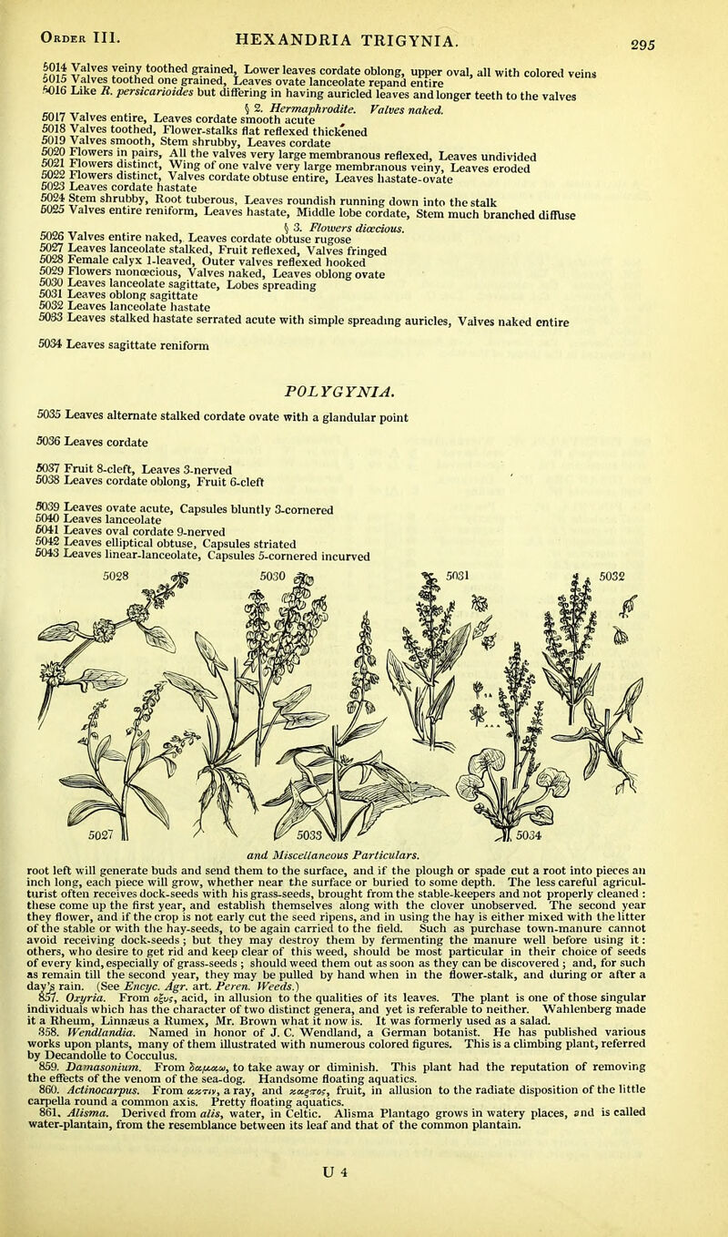 *S« ^a!V6S y6'^ t°othed g™ned, Lower leaves cordate oblong, upper oval, all with colored veins 5015 Valves toothed one grained, Leaves ovate lanceolate repand entire ■016 Like R. perstcarioides but differing in having auricled leaves and longer teeth to the valves cnl-7 ir i ,i _ 5 2. Hermaphrodite. Valves naked. 5017 Valves entire, Leaves cordate smooth acute 5018 Valves toothed, Flower-stalks flat reflexed thickened 5019 Valves smooth, Stem shrubby, Leaves cordate ™? £Jowers L pairs' AU the valves very large membranous reflexed, Leaves undivided *lowers distinct, Wing of one valve very large membranous veiny, Leaves eroded 5022 Flowers distinct, Valves cordate obtuse entire, Leaves hastate-ovate 5023 Leaves cordate hastate 5024 Stem shrubby, Root tuberous, Leaves roundish running down into the stalk 6025 Valves entire reniform, Leaves hastate, Middle lobe cordate, Stem much branched diffuse r™-./- „ , \ 3. Flowers dioecious. 5026 Valves entire naked, Leaves cordate obtuse rugose 5027 Leaves lanceolate stalked, Fruit reflexed, Valves fringed 5028 Female calyx 1-leaved, Outer valves reflexed hooked 5029 Flowers monoecious, Valves naked, Leaves oblong ovate 5030 Leaves lanceolate sagittate, Lobes spreading 5031 Leaves oblong sagittate 5032 Leaves lanceolate hastate 5033 Leaves stalked hastate serrated acute with simple spreading auricles, Valves naked entire 5034 Leaves sagittate reniform POLYGYNIA. 5035 Leaves alternate stalked cordate ovate with a glandular point 5036 Leaves cordate 5037 Fruit 8-cleft, Leaves 3-nerved 5038 Leaves cordate oblong, Fruit 6-cleft 5039 Leaves ovate acute, Capsules bluntly 3-comered 5040 Leaves lanceolate 6041 Leaves oval cordate 9-nerved 5042 Leaves elliptical obtuse, Capsules striated 5043 Leaves linear-lanceolate, Capsules 5-cornered incurved and Miscellaneous Particulars. root left will generate buds and send them to the surface, and if the plough or spade cut a root into pieces an inch long, each piece will grow, whether near the surface or buried to some depth. The less careful agricul- turist often receives dock-seeds with his grass-seeds, brought from the stable-keepers and not properly cleaned : these come up the first year, and establish themselves along with the clover unobserved. The second year they flower, and if the crop is not early cut the seed ripens, and in using the hay is either mixed with the litter of the stable or with the hay-seeds, to be again carried to the field. Such as purchase town-manure cannot avoid receiving dock-seeds; but they may destroy them by fermenting the manure well before using it: others, who desire to get rid and keep clear of this weed, should be most particular in their choice of seeds of every kind, especially of grass-seeds ; should weed them out as soon as they can be discovered; and, for such as remain till the second year, they may be pulled by hand when in the flower-stalk, and during or after a day^s rain. (See Encyc. Agr. art. Peren. Weeds.) 857. Oxyria. From otys, acid, in allusion to the qualities of its leaves. The plant is one of those singular individuals which has the character of two distinct genera, and yet is referable to neither. Wahlenberg made it a Rheum, Linna?us a Rumex, Mr. Brown what it now is. It was formerly used as a salad. 858. Wendlandia. Named in honor of J. C. Wendland, a German botanist. He has published various works upon plants, many of them illustrated with numerous colored figures. This is a climbing plant, referred by DecandoUe to Cocculus. 859. Damasonium. From to take away or diminish. This plant had the reputation of removing the effects of the venom of the sea-dog. Handsome floating aquatics. 860. Actinocarpus. From ccxtiv, a ray, and ««§iro?, fruit, in allusion to the radiate disposition of the little carpella round a common axis. Pretty floating aquatics. 861. Alisma. Derived from alts, water, in Celtic. Alisma Plantago grows in watery places, and is called water-plantain, from the resemblance between its leaf and that of the common plantain.