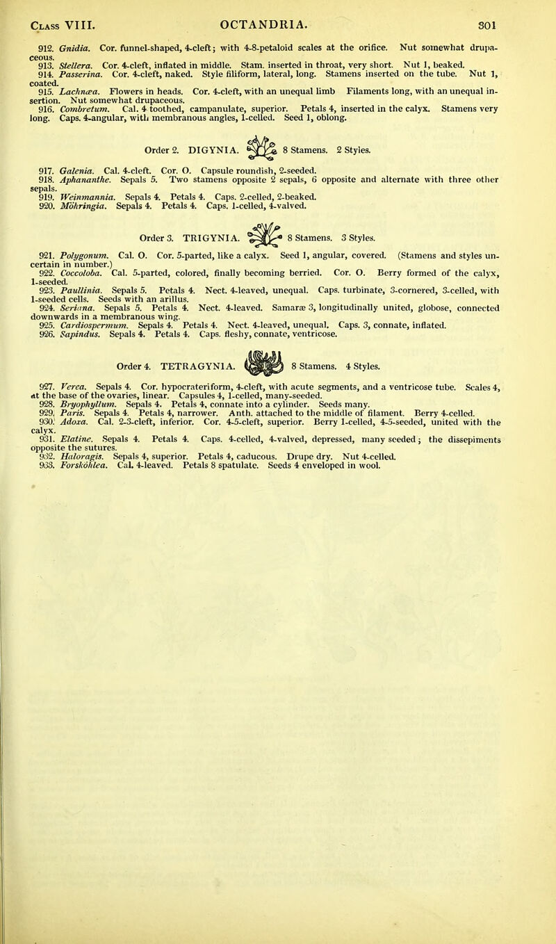 912. Gnidia. Cor. funnel-shaped, deleft; with 4-8-petaloid scales at the orifice. Nut somewhat drupa- ceous. 913. Stellera. Cor. 4-cleft, inflated in middle. Stam. inserted in throat, very short. Nut 1, beaked. 914. Passerina. Cor. 4-cleft, naked. Style filiform, lateral, long. Stamens inserted on the tube. Nut 1, coated. 915. Lachnara. Flowers in heads. Cor. 4-cleft, with an unequal limb Filaments long, with an unequal in- sertion. Nut somewhat drupaceous. 916. Combretum. Cal. 4 toothed, campanulate, superior. Petals 4, inserted in the calyx. Stamens very long. Caps. 4-angular, with membranous angles, 1-celled. Seed 1, oblong. Order 2. DIGYNIA. 8 Stamens. 2 Styles. 917. Galenia. Cal. 4-cleft. Cor. O. Capsule roundish, 2-seeded. 918. Aphananthe. Sepals 5. Two stamens opposite 2 sepals, 6 opposite and alternate with three other sepals. 919. Weinmannia. Sepals 4. Petals 4. Caps. 2-celled, 2-beaked. 920. Mohringia. Sepals 4. Petals 4. Caps. 1-celled, 4-valved. Order 3. TRIGYNI A. 8 Stamens. 3 Styles. 921. Polygonum, Cal. O. Cor. 5-parted, like a calyx. Seed 1, angular, covered. (Stamens and styles un- certain in number.) 922. Coccoloba. Cal. 5-parted, colored, finally becoming berried. Cor. O. Berry formed of the calyx, 1-seeded. 923. Paullinia. Sepals 5. Petals 4. Nect. 4-leaved, unequal. Caps, turbinate, 3-cornered, 3-celled, with 1-seeded cells. Seeds with an aril Ins. 924. Seriana. Sepals 5. Petals 4. Nect. 4-leaved. Samara; 3, longitudinally united, globose, connected downwards in a membranous wing. 925. Cardiospermum. Sepals 4. Petals 4. Nect. 4-leaved, unequal. Caps. 3, connate, inflated. 926. Sapindus. Sepals 4. Petals 4. Caps, fleshy, connate, ventricose. Order 4. TETRAGYN1 A. 8 Stamens. 4 Styles. 927. Verea. Sepals 4. Cor. hypocrateriform, 4-cleft, with acute segments, and a ventricose tube. Scales 4, At the base of the ovaries, linear. Capsules 4, 1-celled, many-seeded. 928. B>-yophyllum. Sepals 4. Petals 4, connate into a cylinder. Seeds many. 929. Paris. Sepals 4. Petals 4, narrower. Anth. attached to the middle of filament. Berry 4-celled. 930. ' Adoxa. Cal. 2-3-cleft, inferior. Cor. 4-5-cleft, superior. Berry 1-celled, 4-5-seeded, united with the calyx. 931. Elatine. Sepals 4. Petals 4. Caps. 4-celled, 4-valved, depressed, many seeded; the dissepiments opposite the sutures. 932. Haloragis. Sepals 4, superior. Petals 4, caducous. Drupe dry. Nut 4-celled. 933. Forskolilea. Cal. 4-leaved. Petals 8 spatulate. Seeds 4 enveloped in wool.