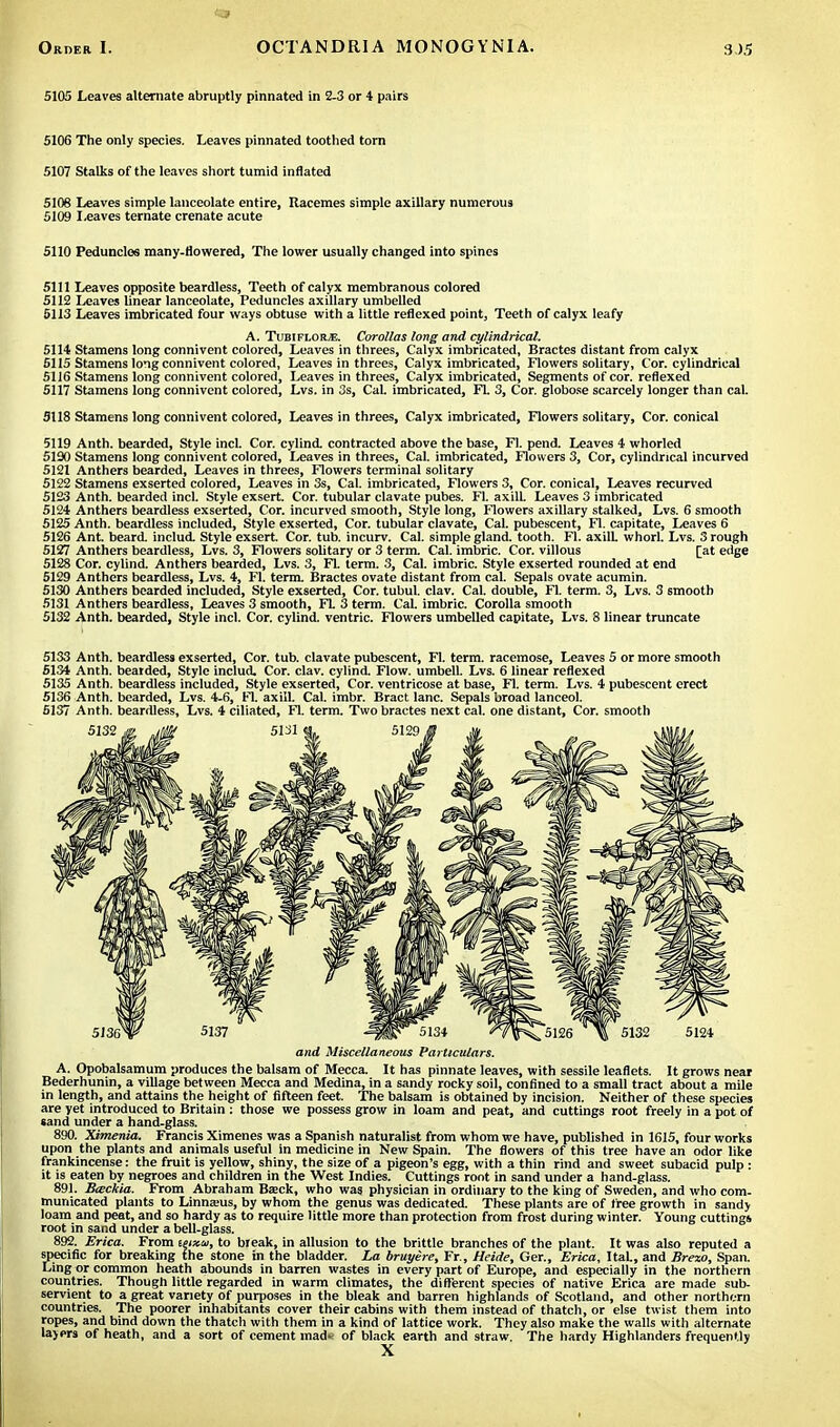 5105 Leaves alternate abruptly pinnated in 2-3 or 4 pairs 5106 The only species. Leaves pinnated toothed torn 5107 Stalks of the leaves short tumid inflated 5106 Leaves simple lanceolate entire, Racemes simple axillary numerous 5109 Leaves ternate crenate acute 5110 Peduncles many-Howered, The lower usually changed into spines 5111 Leaves opposite beardless, Teeth of calyx membranous colored 5112 Leaves linear lanceolate, Peduncles axillary umbelled 5113 Leaves imbricated four ways obtuse with a little reflexed point, Teeth of calyx leafy A. Tubifloile. Corollas long and cylindrical. 5114 Stamens long connivent colored, Leaves in threes, Calyx imbricated, Bractes distant from calyx 5115 Stamens long connivent colored, Leaves in threes, Calyx imbricated, Flowers solitary, Cor. cylindrical 5116 Stamens long connivent colored, Leaves in threes, Calyx imbricated, Segments of cor. reflexed 5117 Stamens long connivent colored, Lvs. in 3s, Cal. imbricated, FL 3, Cor. globose scarcely longer than cal. 5118 Stamens long connivent colored, Leaves in threes, Calyx imbricated, Flowers solitary, Cor. conical 5119 Anth. bearded, Style incl. Cor. cylind. contracted above the base, Fl. pend. Leaves 4 whorled 5130 Stamens long connivent colored, Leaves in threes, Cal. imbricated, Flowers 3, Cor, cylindrical incurved 5121 Anthers bearded, Leaves in threes, Flowers terminal solitary 5122 Stamens exserted colored, Leaves in 3s, Cal. imbricated, Flowers 3, Cor. conical. Leaves recurved 5123 Anth. bearded incl. Style exsert. Cor. tubular clavate pubes. Fl. axilL Leaves 3 imbricated 5124 Anthers beardless exserted, Cor. incurved smooth, Style long, Flowers axillary stalked, Lvs. 6 smooth 5125 Anth. beardless included, Style exserted, Cor. tubular clavate, Cal. pubescent, Fl. capitate, Leaves 6 5126 Ant. beard, includ. Style exsert. Cor. tub. incurv. Cal. simple gland, tooth. Fl. axilL whorl. Lvs. 3 rough 5127 Anthers beardless, Lvs. 3, Flowers solitary or 3 term. Cal. imbric. Cor. villous [at edge 5128 Cor. cylind. Anthers bearded, Lvs. 3, FL term. 3, Cal. imbric. Style exserted rounded at end 5129 Anthers beardless, Lvs. 4, Fl. term. Bractes ovate distant from cal. Sepals ovate acumin. 5130 Anthers bearded included, Style exserted, Cor. tubul. clav. Cal. double, Fl. term. 3, Lvs. 3 6mootn 5131 Anthers beardless, Leaves 3 smooth, FL 3 term. CaL imbric. Corolla smooth 5132 Anth. bearded, Style incl. Cor. cylind. ventric. Flowers umbelled capitate, Lvs. 8 linear truncate 5133 Anth. beardless exserted, Cor. tub. clavate pubescent, Fl. term, racemose, Leaves 5 or more smooth 5134 Anth. bearded, Style includ. Cor. clav. cylind. Flow, umbell. Lvs. 6 linear reflexed 5135 Anth. beardless included, Style exserted, Cor. ventricose at base, Fl. term. Lvs. 4 pubescent erect 5136 Anth. bearded, Lvs. 4-6, FL axill. Cal. imbr. Bract lane. Sepals broad lanceol. 5137 Anth. beardless, Lvs. 4 ciliated, Fl. term. Two bractes next cal. one distant, Cor. smooth and Miscellaneous Particulars. A. Opobalsamum produces the balsam of Mecca. It has pinnate leaves, with sessile leaflets. It grows near Bederhunin, a village between Mecca and Medina, in a sandy rocky soil, confined to a small tract about a mile in length, and attains the height of fifteen feet. The balsam is obtained by incision. Neither of these species are yet introduced to Britain : those we possess grow in loam and peat, and cuttings root freely in a pot of sand under a hand-glass. 890. Ximenia. Francis Ximenes was a Spanish naturalist from whom we have, published in 1615, four works upon the plants and animals useful in medicine in New Spain. The flowers of this tree have an odor like frankincense: the fruit is yellow, shiny, the size of a pigeon's egg, with a thin rind and sweet subacid pulp : it is eaten by negroes and children in the West Indies. Cuttings root in sand under a hand-glass. 891. Btseckia. From Abraham Bsck, who was physician in ordinary to the king of Sweden, and who com- municated plants to Linnseus, by whom the genus was dedicated. These plants are of free growth in sandy loam and peat, and so hardy as to require little more than protection from frost during winter. Young cutting* root in sand under a bell-glass. 892. Erica. From ieixu, to bleak, in allusion to the brittle branches of the plant. It was also reputed a specific for breaking the stone in the bladder. La bruyere, Fr., Heide, Ger., Erica, ItaL, and Brew, Span. Ling or common heath abounds in barren wastes in every part of Europe, and especially in the northern countries. Though little regarded in warm climates, the different species of native Erica are made sub- servient to a great variety of purposes in the bleak and barren highlands of Scotland, and other northern countries. The poorer inhabitants cover their cabins with them instead of thatch, or else twist them into ropes, and bind down the thatch with them in a kind of lattice work. They also make the walls with alternate layers of heath, and a sort of cement mad* of black earth and straw. The hardy Highlanders frequently