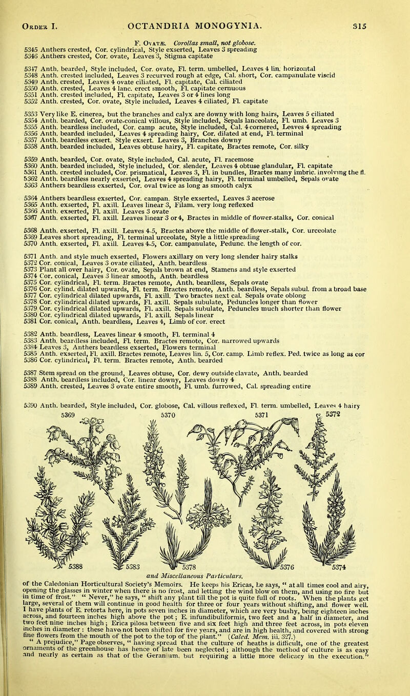 F. OvvnE. Corollas small, not globose. 5345 Anthers crested, Cor. cylindrical, Style exserted, Leaves 3 spreading 5346 Anthers crested, Cor. ovate, Leaves 3, Stigma capitate 5317 Anth. bearded, Style included, Cor. ovate, Fl. terra, umbelled, Leaves 4 lin. horizontal 5348 Anth. crested included, Leaves 3 recurved rough at edge, Cal. short, Cor. campanulate viscid 5349 Anth. crested, Leaves 4 ovate ciliated, Fl. capitate, Cal. ciliated 5350 Anth. crested, Leaves 4 lane, erect smooth, Fl. capitate cernuous 5351 Anth. crested included, Fl. capitate, Leaves 3 or 4 lines long 5352 Anth. crested, Cor. ovate, Style included, Leaves 4 ciliated,, Fl. capitate 5353 Very like E. cinerea, but the branches and calyx are downy with long hairs, Leaves 5 ciliated 5354 Anth. bearded, Cor. ovate-conical villous, Style included, Sepals lanceolate, FL umb. Leaves 3 5355 Anth. beardless included, Cor. camp acute, Style included, Cal. 4 cornered, Leaves 4 spreading 5356 Anth. bearded included, Leaves 4 spreading hairy, Cor. dilated at end, Fl. terminal 5357 Anth. beardless exsert. Style exsert. Leaves 3, Branches downy 5358 Anth. bearded included, Leaves obtuse hairy, Fl. capitate, Bractes remote, Cor. silky 5359 Anth. bearded, Cor. ovate, Style included, Cal. acute, Fl. racemose 5360 Anth. bearded included, Style included, Cor. slender, Leaves 4 obtuse glandular, Fl. capitate 5361 Anth. crested included, Cor. prismatical, Leaves 3, Fl. in bundles, Bractes many imbric. involving the fl. 5362 Anth. beardless nearly exserted, Leaves 4 spreading hairy, Fl. terminal umbelled, Sepals ovate 5363 Anthers beardless exserted, Cor. oval twice as long as smooth calyx 5364 Anthers beardless exserted, Cor. campan. Style exserted, Leaves 3 acerose 5365 Anth. exserted, Fl. axill. Leaves linear 3, Filam. very long reflexed 5366 Anth. exserted, Fl. axill. Leaves 3 ovate 5337 Anth. exserted, Fl. axill. Leaves linear 3 or 4, Bractes in middle of flower-stalks. Cor. conical 5368 Anth. exserted, Fl. axill. Leaves 4-5, Bractes above the middle of flower-stalk, Cor. urceolate 5369 Leaves short spreading, Fl. terminal urceolate, Style a little spreading 5370 Anth. exserted, Fl. axill. Leaves 4-5, Cor. campanulate, Pedunc. the length of cor. 5371 Anth. and style much exserted. Flowers axillary on very long slender hairy stalks 5372 Cor. conical, Leaves 3 ovate ciliated, Anth. beardless 5373 Plant all over hairy, Cor. ovate, Sepals brown at end, Stamens and style exserted 6374 Cor. conical, Leaves 3 linear smooth, Anth. beardless 5375 Cor. cylindrical, Fl. term. Bractes remote, Anth. beardless, Sepals ovate 5376 Cor. cylind. dilated upwards, Fl. term. Bractes remote, Anth. beardless, Sepals subul. from a broad base 5377 Cor. cylindrical dilated upwards, Fl. axill. Two bractes next cal. Sepals ovate oblong 5378 Cor. cylindrical dilated upwards, Fl. axill. Sepals subulate, Peduncles longer than flower 5379 Cor. cylindrical dilated upwards, Fl. axill. Sepals subulate, Peduncles much shorter than flower 5380 Cor. cylindrical dilated upwards, Fl. axill. Sepals linear 5381 Cor. conical, Anth. beardless, Leaves 4, Limb of cor. erect 5382 Anth. beardless, Leaves linear 4 smooth, Fl. terminal 4 5383 Anth. beardless included, FL term. Bractes remote, Cor. narrowed upwards 5384' Leaves 3, Anthers beardless exserted, Flowers terminal 5385 Anth. exserted, Fl. axill. Bractes remote, Leaves lin. 5, Cor. camp. Limb reflex. Ped. twice as long as cor 5386 Cor. cylindrical, Fl. term. Bractes remote, Anth. bearded 5387 Stem spread on the ground, Leaves obtuse, Cor. dewy outside clavate, Anth. bearded 5388 Anth. beardless included. Cor. linear downy, Leaves downy 4 5389 Anth. crested, Leaves 3 ovate entire smooth, Fl. umb. furrowed, Cal. spreading entire 5390 Anth. bearded, Style included, Cor. globose, Cal. villous reflexed, Fl. term, umbelled, Leaves 4 hairy and Miscellaneous Particulars. of the Caledonian Horticultural Society's Memoirs. He keeps his Ericas, he says,  at all times cool and airy, opening the glasses in winter when there is no frost, and letting the wind blow on them, and using no fire but in time of frost.  Never, he says,  shift any plant till the pot is quite full of roots. When the plants get large, several of them will continue in good health for three or four years without shifting, and flower welL 1 have plants of E. retorta here, in pots seven inches in diameter, which are very bushy, being eighteen inches across, and fourteen inches high above the pot; E. infundibuliformis, two feet and a half in diameter, and two feet nine inches high; Erica pilosa between five and six feet high and three feet across, in pots eleven inches in diameter : these have not been shifted for five years, and are in high health, and covered with strong fine flowers from the mouth of the pot to the top of the plant. (Caled. Mem. i'ti. 327.)  A prejudice, Page observes,  having spread that the culture of heaths is difficult, one of the greatest ornaments of the greenhouse has hence of late been neglected; although the method of culture is as easy and nearly as certain as that of the Geran im. but requiring a little more delicacy in the execution.