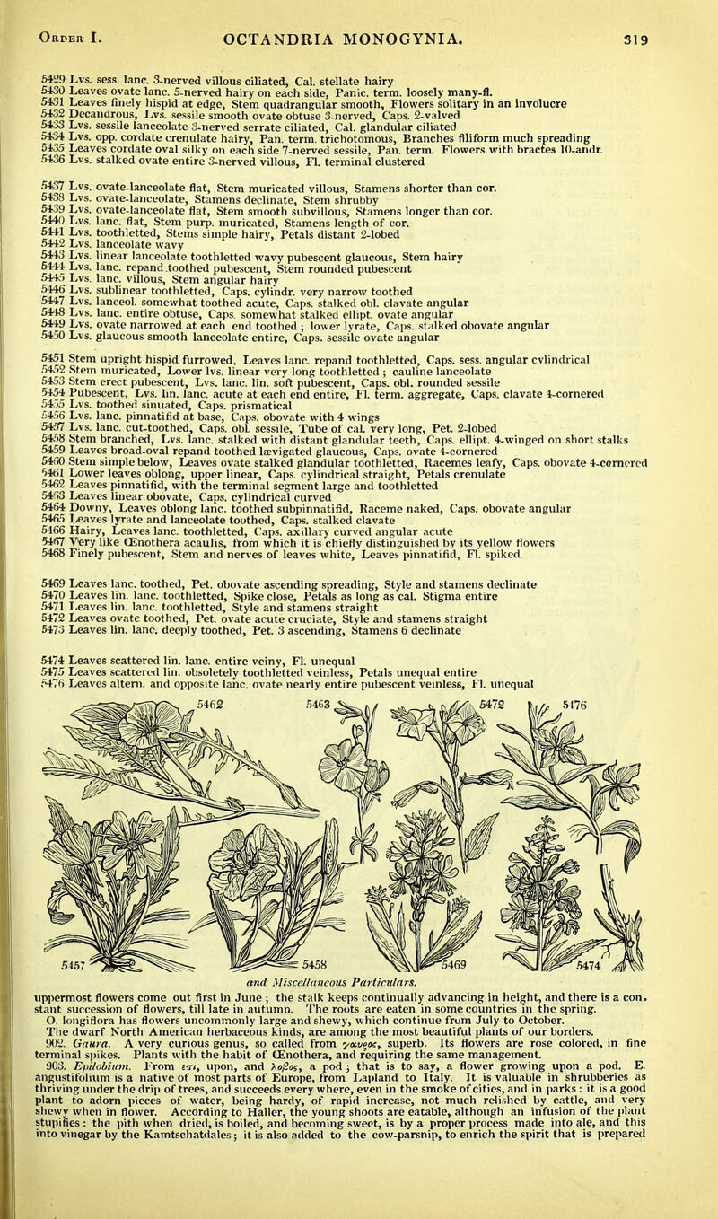 5429 Lvs. sess. lane. 3-nerved villous ciliated, Cal. stellate hairy 5430 Leaves ovate lane. 5-nerved hairy on each side, Panic, term, loosely many-fl. 5431 Leaves finely hispid at edge, Stem quadrangular smooth, Flowers solitary in an involucre 5432 Decandrous, Lvs. sessile smooth ovate obtuse 3-nerved, Caps. 2-valved 5433 Lvs. sessile lanceolate 3-nerved serrate ciliated, Cal. glandular ciliated 5434 Lvs. opp. cordate crenulate hairy, Pan. term, trichotomous, Branches filiform much spreading 0435 Leaves cordate oval silky on each side 7-nerved sessile, Pan. term. Flowers with bractes 10-andr. 5436 Lvs. stalked ovate entire 3-nerved villous, Fl. terminal clustered 5437 Lvs. ovate-lanceolate flat, Stem muricated villous, Stamens shorter than cor. 5J38 Lvs. ovate-lanceolate, Stamens declinate, Stem shrubby 5439 Lvs. ovate-lanceolate flat, Stem smooth subvillous, Stamens longer than cor. 5440 Lvs. lane, flat, Stem purp. muricated, Stamens length of cor. 5441 Lvs. toothletted, Stems simple hairy, Petals distant 2-lobed 5442 Lvs. lanceolate wavy 5443 Lvs. linear lanceolate toothletted wavy pubescent glaucous, Stem hairy 5444 Lvs. Ianc. repand toothed pubescent, Stem rounded pubescent 544) Lvs. lane, villous, Stem angular hairy 5446 Lvs. sublinear toothletted, Caps, cylindr. very narrow toothed 5447 Lvs. lanceol. somewhat toothed acute, Caps, stalked obi. clavate angular 5418 Lvs. lane, entire obtuse, Caps somewhat stalked ellipt. ovate angular 5449 Lvs. ovate narrowed at each end toothed ; lower lyrate, Caps, stalked obovate angular 5450 Lvs. glaucous smooth lanceolate entire, Caps, sessile ovate angular 5451 Stem upright hispid furrowed, Leaves lane, repand toothletted, Caps. sess. angular cylindrical 5452 Stem muricated, Lower lvs. linear very long toothletted ; cauline lanceolate 5453 Stem erect pubescent, Lvs. lane. lin. soft pubescent, Caps. obi. rounded sessile 5454 Pubescent, Lvs. lin. lane, acute at each end entire, Fl. term, aggregate, Caps, clavate 4-cornercd 5455 Lvs. toothed sinuated, Caps, prismatical 5456 Lvs. lane, pinnatirid at base, Caps, obovate with 4 wings 5457 Lvs. lane, cut-toothed, Caps. obi. sessile, Tube of cal. very long, Pet. 2-lobed 5458 Stem branched, Lvs. lane, stalked with distant glandular teeth, Caps, ellipt. 4-winged on short stalks 5459 Leaves broad-oval repand toothed laevigated glaucous, Caps, ovate 4-cornered 5460 Stem simple below, Leaves ovate stalked glandular toothletted, Racemes leafy, Caps, obovate 4-corncrcd 5461 Lower leaves oblong, upper linear, Caps, cylindrical straight, Petals crenulate 5462 Leaves pinnatirid, with the terminal segment large and toothletted 5463 Leaves linear obovate, Caps, cylindrical curved 5464 Downy, Leaves oblong lane, toothed subpinnatifid, Raceme naked, Caps, obovate angular 5465 Leaves lyrate and lanceolate toothed, Caps, stalked clavate 5466 Hairy, Leaves lane, toothletted, Caps, axillary curved angular acute 5467 Very like CEnothera acaulis, from which it is chiefly distinguished by its yellow flowers 5468 Finely pubescent, Stem and nerves of leaves white, Leaves pinnatirid, Fl. spiked 5469 Leaves lane, toothed, Pet. obovate ascending spreading, Style and stamens declinate 5470 Leaves lin. lane, toothletted, Spike close, Petals as long as cal. Stigma entire 5471 Leaves lin. lane, toothletted, Style and stamens straight 5472 Leaves ovate toothed, Pet. ovate acute cruciate, Style and stamens straight 5473 Leaves lin. lane, deeply toothed, Pet. 3 ascending, Stamens 6 declinate 5474 Leaves scattered lin. lane, entire veiny, Fl. unequal 5475 Leaves scattered lin. obsoletely toothletted veinless, Petals unequal entire 5476 Leaves altern. and opposite lahc. ovate nearly entire pubescent veinless, Fl. unequal and Miscellaneous Particulars. uppermost flowers come out first in June ; the stalk keeps continually advancing in height, and there is a con, slant succession of flowers, till late in autumn. The roots are eaten in some countries in the spring. O. longiflora has flowers uncommonly large andshewy, which continue from July to October. The dwarf North American herbaceous kinds, are among the most beautiful plants of our borders. 902. Gaura. A very curious genus, so called from yu.v%ot, superb. Its flowers are rose colored, in fine terminal spikes. Plants with the habit of CEnothera, and requiring the same management 903. Ejiilobimn. From eti, upon, and a pod ; that is to say, a flower growing upon a pod. E. angustifolium is a native of most parts of Europe, from Lapland to Italy. It is valuable in shrubberies as thriving under the drip of trees, and succeeds every where, even in the smoke of cities, and in parks: it is a good plant to adorn pieces of water, being hardy, of rapid increase, not much relished by cattle, and very shewy when in flower. According to Haller, the young shoots are eatable, although an infusion of the plant stupifies: the pith when dried, is boiled, and becoming sweet, is by a proper process made into ale, and this into vinegar by the Kamtschatdales; it is also added to the cow-parsnip, to enrich the spirit that is prepared