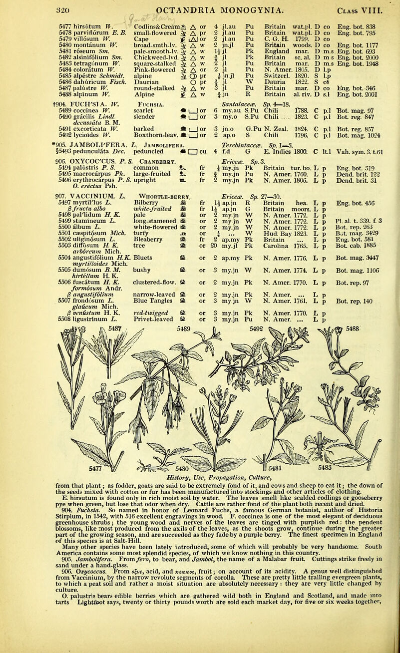 5477 hirsfitum H. 5478 parviflorum E. B, 5479 villosum W. 5480 montanum IV. 5481 roseum Sm. 5482 alsinifolium Sm. 5483 tetragunum W. 5484 coloratum IV. 5485 alpestre Schmidt. 5486 dahuricum Fisch. 5487paKistre W. 5488alp'inum W. t904. FUCH'SIA. IV. 5489 coccinea W. 5490 gracilis Lindl. decussata B. M. 5491 excorticata W. 5492 lycioides W. *905. JAMBOLI'FERA. §5493 pedunculata Dec. Codlins&Cream* small-flowered Cape j£ broad-smth-lv. ^ pale-smooth-lv. ^ Chickweed-lvd. 3t square-stalked ^ Pink-flowered ifc alpine Daurian round-stalked 3t Alpine ]£ Fuchsia. scarlet * i 1 or slender * i | or barked J* i | or Boxthorn-leav. * i | or L. Jambolifera. peduncled # LZ] cu A or A pr i Al or A w A w A w A w A or CD pr O pr A w A w 4 il.au Pu 2 jl.au Pu 2 il.au Pu 2 n.jl Pu 1} il Pk il Pk * 2 il Pu 2 jl Pu jn jl il Pu W jl Pu jn R Britain wat.pl. Britain wat.pl. C. G. H. 1799. Britain woods. England mar. Britain sc. al. Britain mar. N. Amer. 1805. Switzerl. 1820. Dauria 1822. Britain mar. Britain al. riv. D co Eng. bot. 838 D co Eng. bot. 795 D co D co Eng. bot. 1177 D m.s Eng. bot. 693 D m s Eng. bot. 2000 D m.s Eng. bot. 1948 D l.p S l.p S c« D co D s.l Eng. bot. 346 Eng. bot. 2001 Santalaceee. Sp. i—18. my.au S.Pu Chili 1788. C p.l Bot. mag. 97 my.o S.Pu Chili . . 1823. C p.l Bot reg. 847 jn.o ap.o G.Pu N. Zeal. S Chili 1824. 1796. Bot. reg. 857 Bot. mag. 1024 906. OXYCOC'CUS. P. S. Cranberry. 5494 palistris P. S. common !L. 5495 macrocarpus Ph. large-fruited !U. 5496 erythrocarpus P. S. upright tL O. erectus Psh. Terebintacece. Sp. 1—3. 4 f.d G E. Indies 1800. Ericete. Sp. 3. \ my.jn Pk Britain tur. bo. | my.jn Pu N. Amer. 1760. 2 my.jn Pk N. Amer. 1806. C lt.l Vah. sym. 3. t.61 907. VACCINIUM. L. 5497 myrtil'lus L. $fructu albo 5498 pallidum H. K. 5499 stamineum L. 5500 album L. 5501 casspitosum Mich. 5502 uliginosum L. 5503 diflusum H. K. arboreum Mich. 5504 angustifolium H.K. myrtilloides Mich. 5505 dum6sum B. M. hirtellum H. K. 5506 fuscatum H. K. formosum Andr. /? angustifdlium 5507 frondosum L. gla&cum Mich. /? ventistum H. K. 5508 ligustrinum L. w Whortle-berrv. Bilberry 5lt white-fruited S pale Sk long-stamened $k white-flowered turfy j± Bleaberry SB- tree & Bluets St bushy £b clustered-flow. narrow-leaved 3^ Blue Tangles & red-twigged Sfc Privet-leaved 31s fr Ericece. Sp. H ap.jn R 14 ap.jn G 2 my.jn W 2 my jn W 2 my.jn W i ... w 2 ap.my Pk or 20 my.jl Pk or 2 ap.my Pk or 3 my.jn W or 2 my.jn Pk or 2 my.jn Pk or 3 my jn W or 3 my.jn Pk or 3 my.jn Pu 5492 27—30. Britain hea. L Britain moors. L N. Amer. 1772. L N. Amer. 1772. L N. Amer. 1772. L Hud. Bay 1823. L Britain ... L Carolina 1765. L Eng. bot. 319 Dend. brit. 122 Dend. brit. 31 Eng. bot. 456 PI. al. t. 339. f. 3 Bot. rep. 263 B.>t. mag. 3429 Eng. bot. 581 Bot cab. 1885 Bot. mag. 3447 Bot. mag. 1106 Bot. rep. 97 N. Amer. 1776. L p N. Amer. 1774. L p N. Amer. 1770. L p N. Amer. ... L p N. Amer. 1761. L p Bot. rep. 140 N. Amer. 1770. L p N. Amer. ... L p History, Use, Propagation, Culture, from that plant; as fodder, goats are said to be extremely fond of it, and cows and sheep to eat it; the down of the seeds mixed with cotton or fur has been manufactured into stockings and other articles of clothing. E. hirsutum is found only in rich moist soil by water. The leaves smell like scalded codlings or gooseberry pye when green, but lose that odor when dry. Cattle are rather fond of the plant both recent and dried. 904. Fuchsia. So named in honor of Leonard Fuchs, a famous German botanist, author of Historia Stirpium, in 1542, with 516 excellent engravings in wood. F. coccinea is one of the most elegant of deciduous greenhouse shrubs; the young wood and nerves of the leaves are tinged with purplish red: the pendent blossoms, like most produced from the axils of the leaves, as the shoots grow, continue during the greater part of the growing season, and are succeeded as they fade by a purple berry. The finest specimen in England of this species is at Salt-Hill. Many other species have been lately introduced, some of which will probably be very handsome. South America contains some most splendid species, of which we know nothing in this country. 905. Jambolifera. From fero, to bear, and Jambol, the name of a Malabar fruit Cuttings strike freely in sand under a hand-glass. 906. Oxycoccus. From o|uf, acid, and xoxxos, fruit; on account of its acidity. A genus well distinguished from Vacciniurn, by the narrow revolute segments of corolla. These are pretty little trailing evergreen plants, to which a peat soil and rather a moist situation are absolutely necessary : they are very little changed by culture O. palustris bears edible berries which are gathered wild both in England and Scotland, and made into tarts Lightfoot says, twenty or thirty pounds worth are sold each market day, for five or six weeks together,