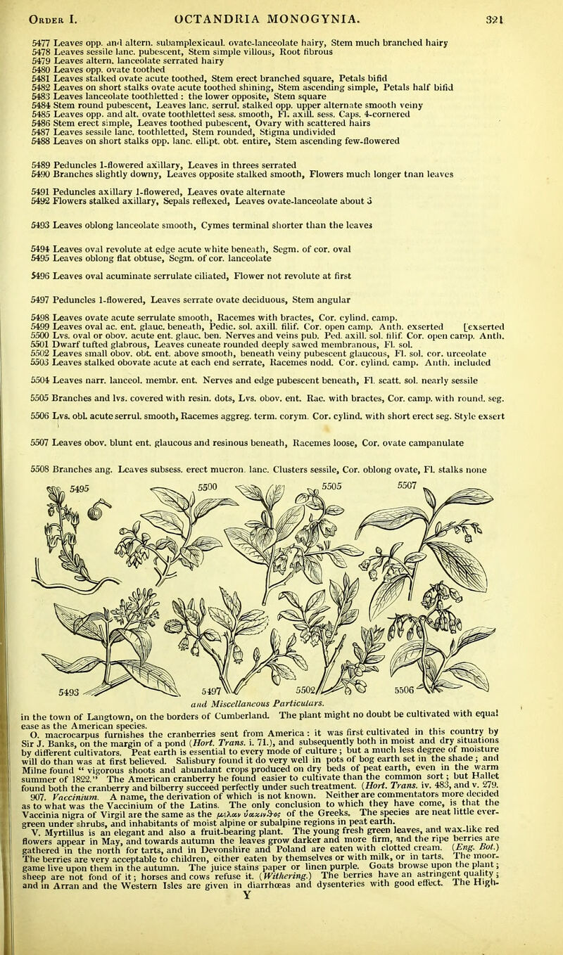 5477 Leaves opp. and altera, subamplexicaul. ovate-lanceolate hairy, Stem much branched hairy 5478 Leaves sessile lane, pubescent, Stem simple villous, Root fibrous 5479 Leaves altera, lanceolate serrated hairy 5480 Leaves opp. ovate toothed 5481 Leaves stalked ovate acute toothed, Stem erect branched square, Petals bifid 5482 Leaves on short stalks ovate acute toothed shining, Stem ascending simple, Petals half bifid 5483 Leaves lanceolate toothletted : the lower opposite, Stem square 5484 Stem round pubescent, Leaves lane, serrul. stalked opp. upper alternate smooth veiny 5485 Leaves opp. and alt. ovate toothletted sess. smooth, Fl. axill. sess. Caps. 4-cornercd 5486 Stem erect simple, Leaves toothed pubescent, Ovary with scattered hairs 5487 Leaves sessile lane, toothletted, Stem rounded, Stigma undivided 5488 Leaves on short stalks opp. lane, ellipt. obt entire, Stem ascending few-flowered 5489 Peduncles 1-flowered axillary, Leaves in threes serrated 5490 Branches slightly downy, Leaves opposite stalked smooth, Flowers much longer tnan leaves 5491 Peduncles axillary 1-flowered, Leaves ovate alternate 5492 Flowers stalked axillary. Sepals reflexed, Leaves ovate-lanceolate about 3 5493 Leaves oblong lanceolate smooth, Cymes terminal shorter than the leaves 5494 Leaves oval revolute at edge acute white beneath, Segm. of cor. oval 5495 Leaves oblong flat obtuse, Segm. of cor. lanceolate 5496 Leaves oval acuminate serrulate ciliated, Flower not revolute at first 5497 Peduncles 1-flowered, Leaves serrate ovate deciduous, Stem angular 5498 Leaves ovate acute serrulate smooth, Racemes with bractes, Cor. cylind. camp. 5499 Leaves oval ac. ent. glauc. beneath, Pedic. sol. axill. filif. Cor. open camp. Anth. exserted [exserted 5500 Lvs. oval or obov. acute ent. glauc. ben. Nerves and veins pub. Ped. axill. sol. til if. Cor. open camp. Anth. 5501 Dwarf tufted glabrous, Leaves cuneate rounded deeply sawed membranous, FL sol. 5502 Leaves small obov. obt ent. above smooth, beneath veiny pubescent glaucous, Fl. sol. cor. urceolate 5503 Leaves stalked obovate acute at each end serrate, Racemes nodd. Cor. cylind. camp. Anth. included 5504 Leaves narr. lanceol. membr. ent. Nerves and edge pubescent beneath, Fl. scatt. sol. nearly sessile 5505 Branches and lvs. covered with resin, dots, Lvs. obov. ent. Rac. with bractes, Cor. camp, with round, seg. 5506 Lvs. obL acute serrul. smooth, Racemes aggreg. term, corym. Cor. cylind. with short erect seg. Style exscrt 5507 Leaves obov. blunt ent. glaucous and resinous beneath, Racemes loose, Cor. ovate campanulate 5508 Branches ang. Leaves subsess. erect mucron. lane. Clusters sessile, Cor. oblong ovate, Fl. stalks none and Miscellaneous Particulars. in the town of Langtown, on the borders of Cumberland. The plant might no doubt be cultivated with equal ease as wie Aiutnuui swcin. „ , ... . , . ... . . , O. macrocarpus furnishes the cranberries sent from America: it was first cultivated in this country by Sir J. Banks, on the margin of a pond (Hort. Trans, i. 71.), and subsequently both in moist and dry situations by different cultivators. Peat earth is essential to every mode of culture; but a much less degree of moisture will do than was at first believed. Salisbury found it do very well in pots of bog earth set in the shade; and Milne found  vigorous shoots and abundant crops produced on dry beds of peat earth, even in the warm summer of 1822. The American cranberry he found easier to cultivate than the common sort; but Hallet found both the cranberry and bilberry succeed perfectly under such treatment. (Hort. Trans, iv. 483, and v. IJi). 907. Vaccinium. A name, the derivation of which is not known. Neither are commentators more decided as to what was the Vaccinium of the Latins. The only conclusion to which they have come, is that the Vaccinia nigra of Virgil are the same as the pikxv iuxuSro; of the Greeks. The species are neat little ever- green under shrubs, and inhabitants of moist alpine or subalpine regions in peat earth. V. Myrtillus is an elegant and also a fruit-bearing plant. The young fresh green leaves, and wax-like red flowers appear in May, and towards autumn the leaves grow darker and more firm, and the ripe berries are gathered in the north for tarts, and in Devonshire and Poland are eaten with clotted cream, (hng. ISot.) The berries are very acceptable to children, cither eaten by themselves or with milk, or in tarts. Ine moor- game live upon them in the autumn. The juice stains paper or linen purple. Goats browse upon the plant; sheep are not fond of it; horses and cows refuse it. (Withering.) The berries have an astringent quality ; and in Arran and the Western Isles are given in diarrhoeas and dysenteries with good eflect. ine Hign- Y