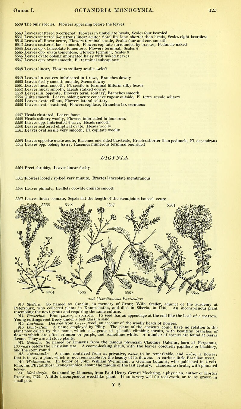 5539 The only species. Flowers appearing before the leaves 5540 Leaves scattered 3-cornered, Flowers in umbellate heads, Scales four bearded 5541 Leaves scattered 3-quetrous linear acute: floral lin. lane, shorter than heads, Scales eight beardless 5542 Leaves all linear acute, Flowers terminal sessile, Scales four and cor. smooth 5543 Leaves scattered lane smooth, Flowers capitate surrounded by bractes, Peduncle naked 5544 Leaves opi>. lanceolate tomentose, Flowers terminal, Scales 4 5545 Leaves opp. ovate tomentose, Flowers terminal, Scales 8 5546 Leaves ovate oblong imbricated hairy with naked nerves 5547 Leaves opp. ovate smooth, Fl. terminal subcapitate 5548 Leaves linear, Flowers axillary sessile 4-cleft 5549 Leaves lin. convex imbricated in 4 rows, Branches downy 5550 Leaves fleshy smooth outside, Stems downy 5551 Leaves linear smooth, Fl. sessile in terminal filiform silky heads 5552 Leaves linear smooth, Heads stalked downy 5553 Leaves lin. opposite, Flowers term, solitary, Branches smooth 5554 Quite smooth, Leaves oblong acute concave rugose outside, Fl. term. 6essile solitarv 5555 Leaves ovate villous, Flowers lateral solitary 5556 Leaves ovate scattered, Flowers capitate, Branches lax cernuous 5557 Heads clustered, Leaves loose 5558 Heads solitary woolly, Flowers imbricated in four rows 5559 Leaves opp. imbricated 4 ways, Heads smooth 5560 Leaves scattered elliptical ovate, Heads woolly 5561 Leaves oval sessile very smooth, Fl. capitate woolly 5562 Leaves opposite ovate acute, Racemes one-sided bracteate, Bractes shorter than peduncle, Fl. decandrous 5563 Leaves opp, oblong hairy, Racemes numerous terminal one-sided DIGYNIA. 5564 Erect shrubby, Leaves linear fleshy 5565 Flowers loosely spiked very minute, Bractes lanceolate membranous 5566 Leaves pinnate, Leaflets obovate crenate smooth 5567 Leaves linear connate, Sepals flat the length of the stem-joints lanecol acute and Miscellaneous Particulars. 913. Stellera. So named by Gmelin, in memory of Georg. Willi. Steller, adjunct of the academy at Petersburg, who collected plants in Kamtschatka, and died in Siberia, in 1746. An inconspicuous plant resembling the next genus and requiring the same culture. 914. Passerina. From passer, a sparrow. Its seed has an appendage at the end like the beak of a sparrow. Young cuttings root freely under a bell-glass in sand. 915. Lachiuea. Derived from Xxxv'i> wool, on account of the woolly heads of flowers. 916. Combretum. A name employed by Pliny. The plant of the ancients could have no relation to the plant now called by this name, which is a genus of splendid climbing shrubs, with beautiful branches of flowers which are often crimson or purple, and sometimes white. A number of species are found at Sierra Leone. They are all stove plants. 917. Galenia. So named by Linnseus from the famous physician Claudius Galenus, born at Pergamus, 133 years before the Christian a;ra. A coarse-looking shrub, with the leaves obscurely papillose or bladdery, and the stem round. 918. Ap/ianantlie. A name contrived from «, privative, <pcum, to be remarkable, and census, a flower: that is to say, a plant which is not remarkable for the beauty of its flowers. A curious little Brazilian weed. 919. Weinmannia. In honor of John William Weinmann, a German botanist, who published in 4 vols, folio, his Phytanthoza Iconographica, about the middle of the last century. Handsome shrub6, with pinnated leaves. 920. Moeliringia. So named by Linnreus, from Paul Henry Gerard Moehring, a physician, author of Hortus Proprius, 1736. A little inconspicuous weed-like plant. It suits very well for rock-work, or to be grown in small pots. Y 3