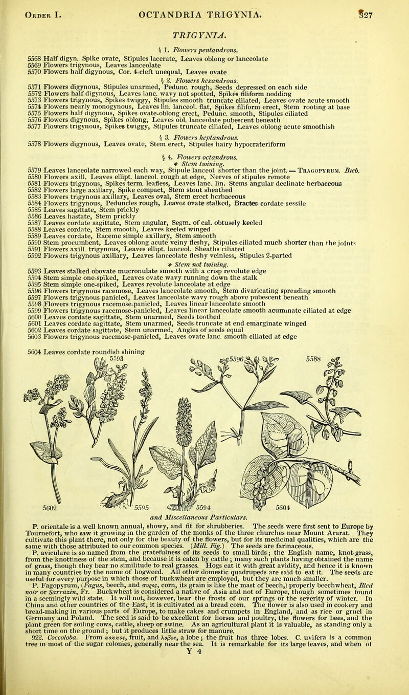 TRIGYNI A. k 1. Flowers pentandrous. 5568 Half digyn. Spike ovate, Stipules lacerate, Leaves oblong or lanceolate 5569 Flowers trigynous, Leaves lanceolate 5570 Flowers half digynous, Cor. 4-cleft unequal, Leaves ovate § 2. Flowers hexandrous. 5571 Flowers digynous, Stipules unarmed, Pedunc. rough, Seeds depressed on each side 5572 Flowers half digynous, Leaves lane, wavy not spotted, Spikes filiform nodding 5573 Flowers trigynous, Spikes twiggy, Stipules smooth truncate ciliated, Leaves ovate acute smooth 5574 Flowers nearly monogynous, Leaves lin. lanceol. flat, Spikes filiform erect, Stem rooting at base 5575 Flowers half digynous, Spikes ovate-oblong erect, Pedunc. smooth, Stipules ciliated 5576 Flowers digynous, Spikes oblong, Leaves obi. lanceolate pubescent beneath 5577 Flowers trigynous. Spikes twiggy, Stipules truncate ciliated, Leaves oblong acute smoothish \ 3. Flowers heptandrous. 5578 Flowers digynous, Leaves ovate, Stem erect, Stipules hairy hypocrateriform § 4. Flowers octandrous. * Stem twining. 5579 Leaves lanceolate narrowed each way, Stipule lanceol. shorter than the joint. — Tragopybum. Bieb. 5580 Flowers axill. Leaves ellipt. lanceol. rough at edge, Nerves of stipules remote 5581 Flowers trigynous, Spikes term, leafless, Leaves lane. lin. Stems angular declinate herbaceous 5582 Flowers large axillary, Spike compact, Stem stout sheathed 5583 Flowers trigynous axillary, Leaves oval, Stem erect herbaceous 5584 Flowers trigynous, Peduncles rough, Leaves ovate stalked, Bractes cordate sessile 5585 Leaves sagittate, Stem prickly 5586 Leaves hastate, Stem prickly 5587 Leaves cordate sagittate, Stem angular, Segm. of cal. obtusely keeled 5588 Leaves cordate, Stem smooth, Leaves keeled winged 5589 Leaves cordate, Raceme simple axillary, Stem smooth 5590 Stem procumbent, Leaves oblong acute veiny fleshy, Stipules ciliated much shorter than the joints 5591 Flowers axill. trigynous, Leaves ellipt. lanceol. Sheaths ciliated 5592 Flowers trigynous axillary, Leaves lanceolate fleshy veinless, Stipules 2-parted * Stem not twining. 5593 Leaves stalked obovate mucronulate smooth with a crisp revolute edge 5594 Stem simple one-spiked, Leaves ovate wavy running down the stalk 5595 Stem simple one-spiked, Leaves revolute lanceolate at edge 5596 Flowers trigynous racemose, Leaves lanceolate smooth, Stem divaricating spreading smooth 5597 Flowers trigynous panicled, Leaves lanceolate wavy rough above pubescent beneath 5598{Flowers trigynous racemose-panicled, Leaves linear lanceolate smooth 5599 Flowers trigynous racemose-panicled, Leaves linear lanceolate smooth acuminate ciliated at edge SHOO Leaves cordate sagittate, Stem unarmed, Seeds toothed 5601 Leaves cordate sagittate, Stem unarmed, Seeds truncate at end emarginate winged 5602 Leaves cordate sagittate, Stem unarmed, Angles of seeds equal 5603 Flowers trigynous racemose-panicled, Leaves ovate lane, smooth ciliated at edge 5604 Leaves cordate roundish shining and Miscellaneous Particulars. P. orientale is a well known annual, showy, and fit for shrubberies. The seeds were first sent to Europe by Tournefort, who saw it growing in the garden of the monks of the three churches near Mount Ararat. They cultivate this plant there, not only for the beauty of the flowers, but for its medicinal qualities, which are the same with those attributed to our common species. (Mill. Fig.) The seeds are farinaceous. P. aviculare is so named from the gratefulness of its seeds to small birds; the English name, knot-grass, from the knottiness of the stem, and because it is eaten by cattle; many such plants having obtained the name of grass, though they bear no similitude to real grasses. Hogs eat it with great avidity, and hence it is known in many countries by the name of hogweed. All other domestic quadrupeds are said to eat it. The seeds are useful for every purpose in which those of buckwheat are employed, but they are much smaller. P. Fagopyrum, {Fagus, beech, and trvgo;, corn, its grain is like the mast of beech,) properly beeehwheat, Bled noir or Sarraxin, Fr. Buckwheat is considered a native of Asia and not of Europe, though sometimes found in a seemingly wild state. It will not, however, bear the frosts of our springs or the severity of winter. In China and other countries of the East, it is cultivated as a bread corn. The flower is also used in cookery and bread-making in various parts of Europe, to make cakes and crumpets in England, and as rice or gruel in Germany and Poland. The seed is said to be excellent for horses and poultry, the flowers for bees, and the plant green for soiling cows, cattle, sheep or swine. As an agricultural plant it is valuable, as standing only a short time on the ground ; but it produces little straw for manure. 922. Coccoloba. From xaxzat, fruit, and Ao/3«?, a lobe; the fruit has three lobes. C. uvifera is a common tree in most of the sugar colonies, generally near the sea. It is remarkable for its large leaves, and when of