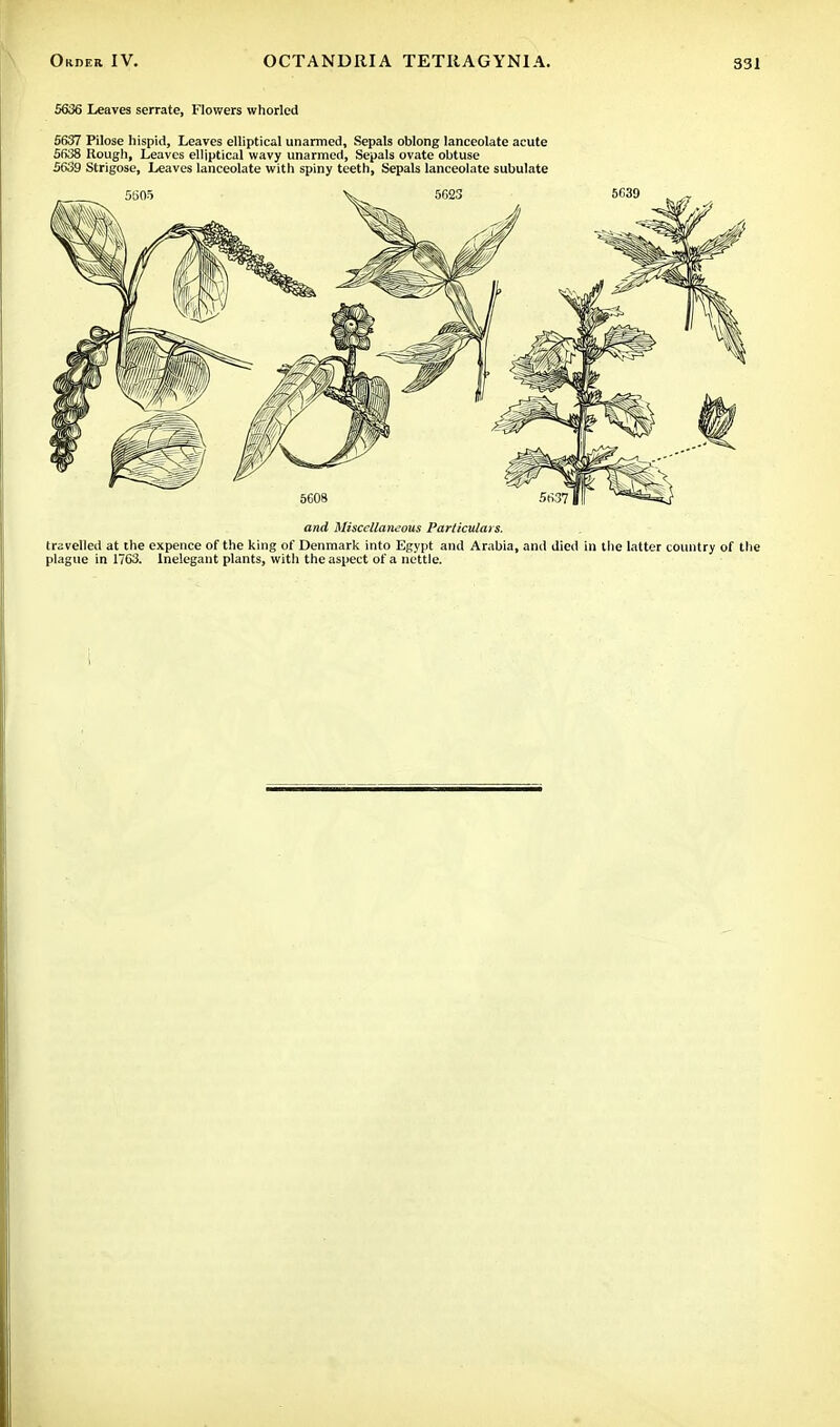 5636 Leaves serrate, Flowers whorled 5637 Pilose hispid, Leaves elliptical unarmed, Sepals oblong lanceolate acute 5638 Rough, Leaves elliptical wavy unarmed, Sepals ovate obtuse 5639 Strigose, Leaves lanceolate with spiny teeth, Sepals lanceolate subulate and Miscellaneous Particulars. travelled at the expence of the king of Denmark into Egypt and Arabia, and died in the latter country of the plague in 1763. Inelegant plants, with the aspect of a nettle.