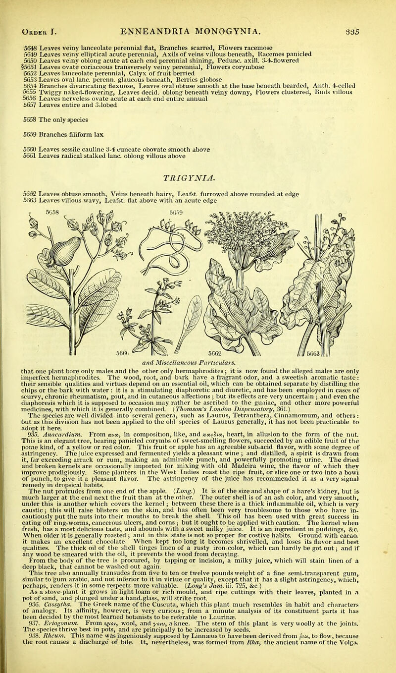 5648 Leaves veiny lanceolate perennial flat, Branches scarred, Flowers racemose 5619 Leaves veiny elliptical acute perennial, Axils of veins villous beneath, Racemes panicled 5650 Leaves veiny oblong acute at each end perennial shining, Pedunc. axill. 3-4-flowered §5651 Leaves ovate coriaceous transversely veiny perennial, Flowers corymbose 5552 Leaves lanceolate perennial, Calyx of fruit berried 5653 Leaves oval lane, perenn. glaucous beneath, Berries globose 5654 Branches divaricating flexuose, Leaves oval obtuse smooth at the base beneath bearded, Anth. 4-celled 5655 Twiggy naked-flowering, Leaves decid. oblong beneath veiny downy, Flowers clustered, Buds villous 5656 Leaves nerveless ovate acute at each end entire annual 6657 Leaves entire and 3-lobed 5658 The only species 5659 Branches filiform lax 5660 Leaves sessile cauline 3-4 cuneate obovate smooth above 6661 Leaves radical stalked lane, oblong villous above TRIGYNIA. 56iK Leaves obtuse smooth, Veins beneath hairy, Leafst. furrowed above rounded at edge 5663 Leaves villous wavy, Leafst. flat above with an acute edge and Miscellaneous Particulars. that one plant bore only males and the other only hermaphrodites; it is now found the alleged males are only imperfect hermaphrodites. The wood, rout, and bark have a fragrant odor, and a sweetish aromatic taste: their sensible qualities and virtues depend on an essential oil, which can be obtained separate by distilling the chips or the bark with water : it is a stimulating diaphoretic and diuretic, and has been employed in cases of scurvy, chronic rheumatism, gout, and in cutaneous affections ; but its effects are very uncertain ; and even the diaphoresis which it is supposed to occasion may rather be ascribed to the guaiac, and other more powerful medicines, with which it is generally combined. (Thomson's Lonilon Dispensatory, 361.) The species are well divided into several genera, such as Laurus, Tetranthera, Cinnamomum, and others: but as this division has not been applied to the old species of Laurus generally, it has not been practicable to adopt it here. 935. Anacardium. From ata, in composition, like, and heart, in allusion to the form of the nut. This is an elegant tree, bearing panicled corymbs of sweet-smelling flowers, succeeded by an edible fruit of the pome kind, of a yellow or red color. This fruit or apple has an agreeable sub-acid flavor, with some degree of astringency. The juice expressed and fermented yields a pleasant wine ; and distilled, a spirit is drawn from it, far exceeding arrack or rum, making an admirable punch, and powerfully promoting urine. The dried and broken kernels are occasionally imported for mixing with old Madeira wine, the flavor of which thev improve prodigiously. Some planters in the West Indies roast the ripe fruit, or slice one or two into a bowi of punch, to give it a pleasant flavor. The astringency of the juice has recommended it as a very signal remedy in dropsical habits. The nut protrudes from one end of the apple. (Long.) It is of the size and shape of a hare's kidney, but is much larger at the end next the fruit than at the other. The outer shell is of an ash color, and very smooth, under this is another which covers the kernel; between these there is a thick inflammable oil, which is very caustic; this will raise blisters on the skin, and has often been very troublesome to those who have in- cautiously put the nuts into their mouths to break the shell. This oil has been used with great success in eating off ring-worms, cancerous ulcers, and corns; but it ought to be applied with caution. The kernel when fresh, has a most delicious taste, and abounds with a sweet milky juice. It is an ingredient m puddings, &c. When older it is generally roasted ; and in this state is not so proper for costive habits. Ground with cacao, it makes an excellent chocolate When kept too long it becomes shrivelled, and loses its flavor and best qualities. The thick oil of the shell tinges linen of a rusty iron-color, which can hardly be got out; and if any wood be smeared with the oil, it prevents the wood from decaying. From the body of the tree is procured, by tapping or incision, a milky juice, which will stain linen of a deep black, that cannot be washed out again. This tree also annually transudes from five to ten or twelve pounds weight of a fine semi-transparent gum, similar to gum arabic, and not inferior to it in virtue or quality, except that it has a slight astringency, which, perhaps, renders it in some respects more valuable. (Long's Jam. iii. 725, &c ) As a stove-plant it grows in light loam or rich mould, and ripe cuttings with their leaves, planted in a pot of sand, and plunged under a hand-glass, will strike root. 936. Cassytha. The Greek name of the Cuscuta, which this plant much resembles in habit and characters of analogy. Its affinity, however, is very curious; from a minute analysis of its constituent parts it has been decided by the most learned botanists to be referable 10 Laurina?. 937. Eriogonum. From e^w, wool, and ymu, a knee. The stem of this plant is very woolly at the joints. The species thrive best in pots, and are principally to be increased by seeds. 938. Rheum. This name was ingeniously supposed by Linneeus to have been derived from few, to flow, because the root causes a discharge' of bile. It, nevertheless, was formed from Rha, the ancient name of the Volga.