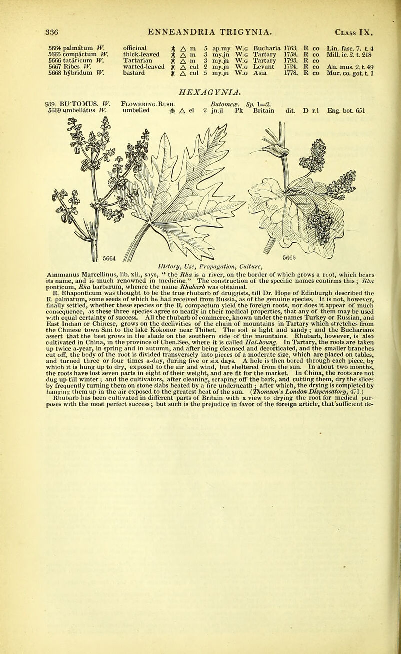 5B64 palmatum W. 5665 compSctum W. 5666 tataricum W. 5667 Ribes W. 5668 hybridum W. officinal iti A m 5 ap.my W.g Bucharia 1763. R co Lin. fasc. 7. t. 4 thick-leaved % A m 3 my.jn W.g Tartary 1758. R co Mill. ic. 2. t. 218 Tartarian it! A m 3 my.jn W.a Tartary 1793. R co warted-leaved % A cul 2 my.jn W.g Levant 1724. R co An. mus. 2. t. 49 bastard * A cul 5 my.jn W.g Asia 1778. R co Mur. co. got. 1.1 HEXAGYNIA. 939. BU'TOMUS. W. Flowerinu-Rusii. Butomece. Sp. 1—2. 5669 umbellatus W. umbelied * A el 2 jn.jl Pk Britain dit D r.l Eng. bot. 651 History, Use, Propagation, Culture, Ainmianus Marcellinus, lib. xii., says,  the Rita is a river, on the border of which grows a root, which bears its name, and is much renowned in medicine. The construction of the specific names confirms this; Rha ponticum, Rha barbarum, whence the name Rhubarb was obtained. R. Rhaponticum was thought to be the true rhubarb of druggists, till Dr. Hope of Edinburgh described the R palmatum, some seeds of which he had received from Russia, as of the genuine species. It is not, however, finally settled, whether these species or the R compactum yield the foreign roots, nor does it appear of much consequence, as these three species agree so nearly in their medical properties, that any of them may be used with equal certainty of success. All the rhubarb of commerce, known under the names Turkey or Russian, and East Indian or Chinese, grows on the declivities of the chain of mountains in Tartary which stretches from the Chinese town Sini to the lake Kokonor near Thibet. The soil is light and sandy ; and the Buchanans assert that the best grows in the shade on the southern side of the mountains. Rhubarb, however, is also cultivated in China, in the province of Chen-See, where it is called Hai-houng. In Tartary, the roots are taken up twice a-year, in spring and in autumn, and after being cleansed and decorticated, and the smaller branches cut off, the body of the root is divided transversely into pieces of a moderate size, which are placed on tables, and turned three or four times a-day, during five or six days. A hole is then bored through each piece, by which it is hung up to dry, exposed to the air and wind, but sheltered from the sun. In about two months, the roots have lost seven parts in eight of their weight, and are fit for the market. In China, the roots are not dug up till winter; and the cultivators, after cleaning, scraping off the bark, and cutting them, dry the slices by frequently turning them on stone slabs heated by a fire underneath ; after which, the drying is completed by hanging them up in the air exposed to the greatest heat of the sun. (Thomson's London Dispensatory, 471.) Rhubarb has been cultivated in different parts of Britain with a view to drying the root for medical pur- poses with the most perfect success; but such is the prejudice in favor of the foreign article, that sufficient do-