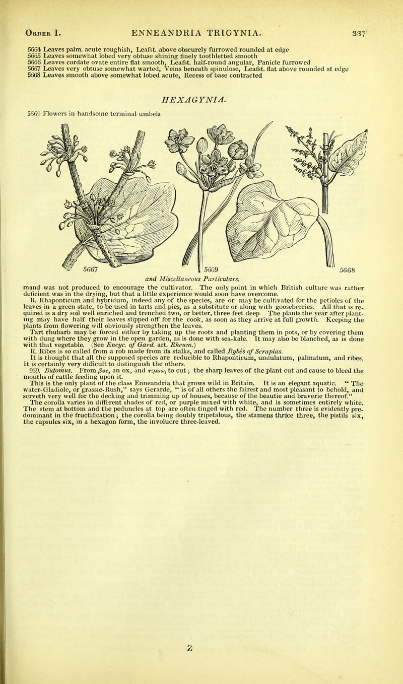 5664 Leaves palm, acute roughish, Leafst. above obscurely furrowed rounded at edge 5665 Leaves somewhat lobed very obtuse shining finely toothletted smooth 5666 Leaves cordate ovate entire flat smooth, Leafst. half-round angular, Panicle furrowed 5667 Leaves very obtuse somewhat warted, Veins beneath spinulose, Leafst. flat above rounded at edge 5668 Leaves smooth above somewhat lobed acute, Kecess of base contracted HEXAGYNIA. 566S Flowers in handsome terminal umbels and Miscellaneous Particulars. mand was not produced to encourage the cultivator. The only point in which British culture was rather deficient was in the drying, but that a little experience would soon have overcome. R. Rhaponticum and hybridum, indeed any of the species, are or may be cultivated for the petioles of the leaves in a green state, to be used in tarts and pies, as a substitute or along with gooseberries. All that is re- quired is a dry soil well enriched and trenched two, or better, three feet deep. The plants the year after plant, ing may have half their leaves slipped off for the cook, as soon as they arrive at full growth. Keeping the plants from flowering will obviously strengthen the leaves. Tart rhubarb may be forced either by taking up the roots and planting them in pots, or by covering them with dung where they grow in the open garden, as i6 done with sea-kale. It may also be blanched, as is done with that vegetable. (See Encyc. of Gard. art. Rheum.) R. Ribes is so called from a rob made from its stalks, and called Rybes of Serapias. It is thought that all the supposed species are reducible to Rhaponticum, undulatum, palmatum, and ribes. It is certainly very difficult to distinguish the others. 939. Butomus. From fin;, an ox, and to cut; the sharp leaves of the plant cut and cause to bleed the mouths of cattle feeding upon it. This is the only plant of the class Enneandria that grows wild in Britain. It is an elegant aquatic.  The water-Gladiole, or grassie-Rush, says Gerarde,  is of all others the fairest and most pleasant to behold, and serveth very well for the decking and trimming up of houses, because of the beautie and braverie thereof. The corolla varies in different shades of red, or purple mixed with white, and is sometimes entirely white. The stem at bottom and the peduncles at top are often tinged with red. The number three is evidently pre- dominant in the fructification j the corolla being doubly tripetalous, the stamens thrice three, the pistils six, the capsules six, in a hexagon form, the involucre three-leaved. 2