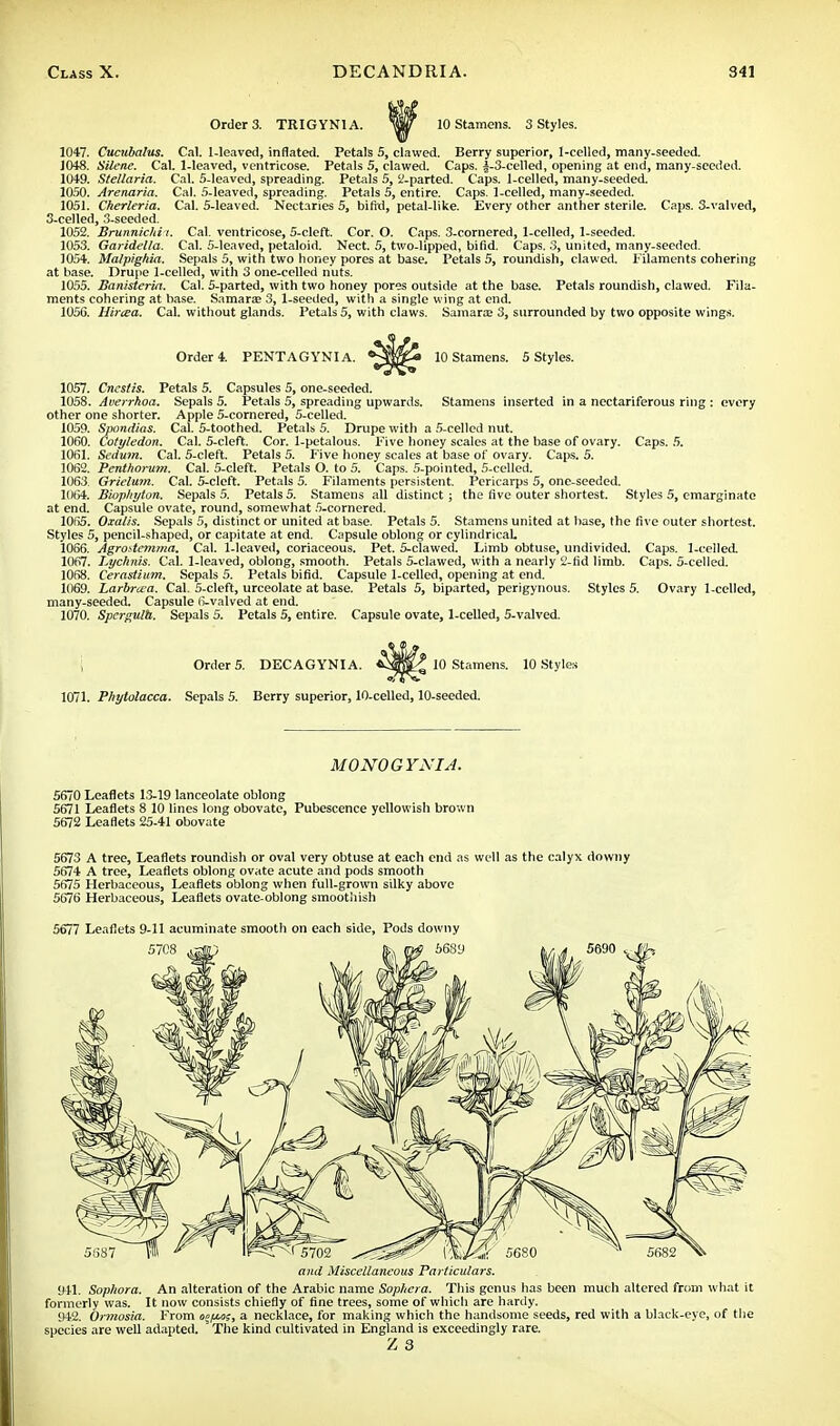 Order 3. TRIGYN1 A. 10 Stamens. 3 Styles. 1047. Cucubalus. Cal. 1-leaved, inflated. Petals 5, clawed. Berry superior, 1-celled, many-seeded. 1048. Silene. Cal. 1-leaved, ventricose. Petals 5, clawed. Caps. |-3-celled, opening at end, many-seeded. 1049. Stellaria. Cal. S-leaved, spreading. Petals 5, 2-parted. Caps. 1-celled, many-seeded. 1050. Arenaria. Cal. 5-leaved, spreading. Petals 5, entire. Caps. 1-celled, many-seeded. 1051. Cherleria. Cal. 5-Ieaved. Nectaries 5, bifid, petal-like. Every other anther sterile. Caps. 3-valved, 3-celled, 3-seeded. 1052. Brunnichi i. Cal. ventricose, 5-eleft. Cor. O. Caps. 3-cornered, 1-celled, 1-seeded. 1053. Garidella. Cal. 5-leaved, petaloid. Nect. 5, two-lipped, bifid. Caps. 3, united, many-seeded. 1054. Malpighia. Sepals 5, with two honey pores at base. Petals 5, roundish, clawed. Filaments cohering at base. Drupe 1-celled, with 3 one-celled nuts. 1055. Banisteria. Cal. 5-parted, with two honey pores outside at the base. Petals roundish, clawed. Fila. ments cohering at base. Samara? 3, 1-seeded, with a single wing at end. 1056. Hircea. Cal. without glands. Petals 5, with claws. Samara; 3, surrounded by two opposite wings. Order 4. PENTAGYN1 A. 10 Stamens. 5 Styles. 1057. Cncstis. Petals 5. Capsules 5, one-seeded. 1058. Averrhoa. Sepals 5. Petals 5, spreading upwards. Stamens inserted in a nectariferous ring : every other one shorter. Apple 5-cornered, 5-celled. 1059. Spondias. Cal. 5-toothed. Petals 5. Drupe with a 5-celled nut. 1060. Cotyledon. Cal. 5-cleft. Cor. 1-petalous. Five honey scales at the base of ovary. Caps. 5. 1061. Scdum. Cal. 5-cleft. Petals 5. Five honey scales at base of ovary. Caps. 5. 1062. Penthorum. Cal. 5-cleft. Petals O. to 5. Caps. 5-pointed, 5-celled. 1063. Grielum. Cal. 5-cleft. Petals 5. Filaments persistent. Pericarps 5, one-seeded. 1064. Biophyton. Sepals 5. Petals 5. Stamens all distinct; the five outer shortest. Styles 5, emarginate at end. Capsule ovate, round, somewhat 5-cornered. 1065. Oxalis. Sepals 5, distinct or united at base. Petals 5. Stamens united at base, the five outer shortest. Styles 5, pencil-shaped, or capitate at end. Capsule oblong or cylindrical. 1066. Agro>tem»ia. Cal. 1-leaved, coriaceous. Pet. 5-clawed. Limb obtuse, undivided. Caps. 1-celled. 1067. Lychnis. Cal. 1-leaved, oblong, smooth. Petals 5-clawed, with a nearly 2-fid limb. Caps. 5-celled. 1068. Cerastium. Sepals 5. Petals bifid. Capsule 1-celled, opening at end. 1069. Larbrcea. Cal. 5-cleft, urceolate at base. Petals 5, biparted, perigynous. Styles 5. Ovary 1-celled, many-seeded. Capsule 6-valved at end. 1070. Spcrgulh. Sepals 5. Petals 5, entire. Capsule ovate, 1-celled, 5-valved. Order 5. DECAGYNI A. 10 Stamens. 10 Styles 1071. Phytolacca. Sepals 5. Berry superior, 10-celled, 10-seeded. MONOGYNIA. 5670 Leaflets 13-19 lanceolate oblong 5671 Leaflets 8 10 lines long obovate, Pubescence yellowish brown 5672 Leaflets 25-41 obovate 5673 A tree, Leaflets roundish or oval very obtuse at each end as well as the calyx downy 5674 A tree, Leaflets oblong ovate acute and pods smooth 5675 Herbaceous, Leaflets oblong when full-grown silky above 5676 Herbaceous, Leaflets ovate-oblong smoothish 5677 Leaflets 9-11 acuminate smooth on each side, Pods downy and Miscellaneous Particulars. 941. Sophora. An alteration of the Arabic name Sophera. This genus has been much altered from what it formerly was. It now consists chiefly of fine trees, some of which are hardy. 942. Ormosia. From o«/m>s, a necklace, for making which the handsome seeds, red with a black-eye, of the species are well adapted. The kind cultivated in England is exceedingly rare.