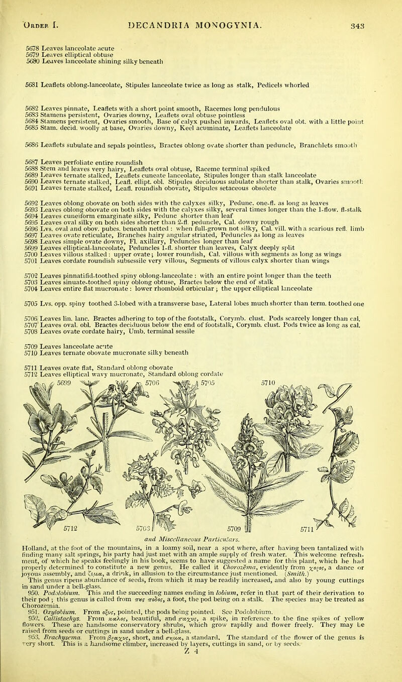 5678 Leaves lanceolate acute 5679 Leaves elliptical obtuse 5680 Leaves lanceolate shining silky beneath 5681 Leaflets oblong-lanceolate, Stipules lanceolate twice as long as stalk, Pedicels whorled 5682 Leaves pinnate, Leaflets with a short point smooth, Racemes long pendulous 5683 Stamens persistent, Ovaries downy, Leaflets oval obtuse pointless 5684 Stamens persistent, Ovaries smooth, Base of calyx pushed inwards, Leaflets oval obt. with a little point 5685 Stam. decid. woolly at base, Ovaries downy, Keel acuminate, Leaflets lanceolate 5686 Leaflets subulate and sepals pointless, Bractes oblong ovate shorter than peduncle, Branchlets smooth 5687 Leaves perfoliate entire roundish 5688 Stem and leaves very hairy, Leaflets oval obtuse, Raceme terminal spiked 5689 Leaves ternate stalked, Leaflets cuneate lanceolate, Stipules longer than stalk lanceolate 5690 Leaves ternate stalked, Leaf], ellipt. obi. Stipules deciduous subulate shorter than stalk, Ovaries smooth 5691 Leaves ternate stalked, Leafl. roundish obovate, Stipules setaceous obsolete 5692 Leaves oblong obovate on both sides with the calyxes silky, Pedunc. one-fl. as long as leaves 5693 Leaves oblong obovate on both sides with the calyxes silky, several times longer than the 1-flow. fl-stalk 5694 Leaves cuneiform emarginate silky, Pedunc shorter than leaf 5695 Leaves oval silky on both sides shorter than 2-11. peduncle, Cal. downy rough 5696 Lvs. oval and obov. pubes. beneath netted : when full-grown not silky, CaL vill. with a scarious refl. limb 5697 Leaves ovate reticulate, Branches hairy angular striated, Peduncles as long as leaves 5698 Leaves simple ovate downy, Fl. axillary, Peduncles longer than leaf 5699 Leaves elliptical-lanceolate, Peduncles 1-fl. shorter than leaves, Calyx deeply split 5700 Leaves villous stalked : upper ovate; lower roundish, Cal. villous with segments as long as wings 5701 Leaves cordate roundish subsessile very villous, Segments of villous calyx shorter than wings 5702 Leaves pinnatifid-toothed spiny oblong-lanceolate : with an entire point longer than the teeth 5703 Leaves sinuate-toothed spiny oblong obtuse, Bractes below the end of stalk 5704 Leaves entire flat mucronate : lower rhomboid orbicular ; the upper elliptical lanceolate 5705 Lvs. opp. spiny toothed 3-lobed with a transverse base, Lateral lobes much shorter than term, toothed one 5706 Leaves tin. lane. Bractes adhering to top of the footstalk, Corymb, clust. Pods scarcely longer than cal. 5707 Leaves oval. obi. Bractes deciduous below the end of footstalk, Corymb, clust. Pods twice as long as cal. 5708 Leaves ovate cordate hairy, Umb. terminal sessile 5709 Leaves lanceolate ac-ite 5710 Leaves ternate obovate mucronate silky beneath 5711 Leaves ovate flat, Standard oblong obovate 5712 Leaves elliptical wavy mucronate, Standard oblong cordate and Miscellaneous Particulars. Holland, at the foot of the mountains, in a loamy soil, near a spot where, after having been tantalized with finding many salt springs, his party had just met with an ample supply of fresh water. This welcome refresh- ment, of which he speaks feelingly in his book, seems to have suggested a name for this plant, which he had properly determined to constitute a new genus. He called it Choroxima, evidently from a dance or joyous assembly, and Ci,ua., a drink, in allusion to the circumstance just mentioned. (Smith.) This genus ripens abundance of seeds, from which it may be readily increased, and also by young cuttings in sand under a bell-glass. 950. Podolobium. This and the succeeding names ending in lobium, refer in that part of their derivation to their pod ; this genus is called from ms xo$o;, a foot, the pod being on a stalk. The species may be treated as Chorozemia. 951. Oxylohium. From «ftw, pointed, the pods being pointed. See Podolobium. 952. Caliistachys. From xacXos, beautiful, and r^u?, a spike, in reference to the fine spikes of yellow flowers. These are handsome conservatory shrubs, which grow rapidly and flower freely. They may be raised from seeds or cuttings in sand under a bell-glass. 953. Brachysema. From /3o«^y?, short, and o-y.iut, a standard. The standard of the flower of the genus is >'ery short. This is a handsome climber, increased by layers, cuttings in sand, or by seeds. Z 4