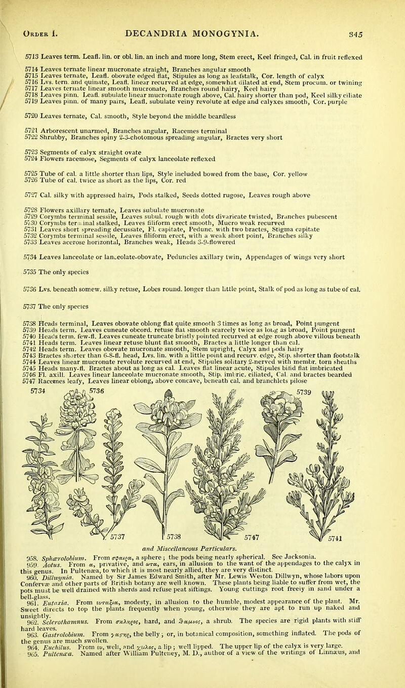 5713 Leaves term. Leafl. lin. or obi. lin. an inch and more long, Stem erect, Keel fringed, Cal. in fruit reflexed 5714 Leaves ternate linear mucronate straight, Branches angular smooth 5715 Leaves ternate, Leafl. obovate edged flat, Stipules as long as leafstalk, Cor. length of calyx 5716 Lvs. tern, and quinate, Leafl. linear recurved at edge, somewhat dilated at end, Stem procum. or twining 5717 Leaves ternate linear smooth mucronate, Branches round hairy, Keel hairy 5718 Leaves pinn. Leafl. subulate linear mucronate rough above, Cal. hairy shorter than pod, Keel silky ciliate 5719 Leaves pinn. of many pairs, Leafl. subulate veiny revolute at edge and calyxes smooth, Cor. purple 5720 Leaves ternate, Cal. smooth, Style beyond the middle beardless 5721 Arborescent unarmed, Branches angular, Racemes terminal 5722 Shrubby, Branches spiny 2-3-chotomous spreading angular, Bractes very short 5723 Segments of calyx straight ovate 5724 Flowers racemose, Segments of calyx lanceolate reflexed 5725 Tube of cal. a little shorter than lips, Style included bowed from the base, Cor. yellow 5726 Tube of cal. twice as short as the lips, Cor. red 5727 Cal. silky with appressed hairs, Pods stalked, Seeds dotted rugose, Leaves rough above 5728 Flowers axillary ternate, Leaves subulate mucronate 5729 Corymbs terminal sessile, Leaves subul. rough with dots divaricate twisted, Branches pubescent 5/30 Corymbs terminal stalked, Leaves filiform erect smooth, Mucro weak recurved 5731 Leaves short spreading decussate, Fl. capitate, Pedunc. with two bractes, Stigma capitate 5732 Corymbs terminal sessile, Leaves filiform erect, with a weak short point, Branches silky 5733 Leaves acerose horizontal, Branches weak, Heads 3-9-flowered 5734 Leaves lanceolate or lan^eolate-obovate, Peduncles axillary twin, Appendages of wings very short 5735 The only species 5736 Lvs. beneath somew. silky retuse, Lobes round, longer than Uttle point, Stalk of pod as long as tube of cal. 5737 The only species 5738 Heads terminal, Leaves obovate oblong flat quite smooth 3 times as long as broad, Point pungent 5739 Heads term. Leaves cuneate obcord. retuse flat smooth scarcely twice as long as broad, Point pungent 5740 Heads term, few-fl. Leaves cuneate truncate bristly pointed recurved at edge rough above villous beneath 5741 Heads term. Leaves linear retuse blunt flat smooth, Bractes a little longer than cal. 5742 Heads term. Leaves obovate mucronate smooth, Stem upright, Calyx and pods hairy 5743 Bractes shorter than 6-8-fl. head, Lvs. lin. with a little point and recurv. edge, Stip. shorter than footstalk 5744 Leaves linear mucronate revolute recurved at end, Stipules solitary 2-nerved with membr. torn sheaths 5745 Heads many-fl. Bractes about as long as cal. Leaves flat linear acute, Stipules bifid flat imbricated 5746 Fl. axill. Leaves linear lanceolate mucronate smooth, Stip. iml ric. ciliated, Cal. and bractes bearded 5747 Racemes leafy, Leaves linear oblong, above concave, beneath cal. and branchlets pilose and Miscellaneous Particulars. 958. SphtErolohium. From <rfa.i%ix, a sphere ; the pods being nearly spherical. Sec Jacksonia. 959. Aotus. From «, privative, and tiro., ears, in allusion to the want of the appendages to the calyx in this genus. In Pultena»a, to which it is most nearly allied, they are very distinct. 960. Dillwitnia. Named by Sir James Edward Smith, after Mr. Lewis Weston Dillwyn, whose labors upon Conferva? and other parts of British botany are well known. These plants being liable to suffer from wet, the pots must be well drained with sherds and refuse peat sittings. Young cuttings root freely in sand under a ^SSl^Eulaxia. From turcica, modesty, in allusion to the humble, modest appearance of the plant. Mr. Sweet directs to top the plants frequently when young, otherwise they are apt to run up naked and jttt.^Jc/ero/hamnus. From irxX'^o;, hard, and S-k/avk, a shrub. The species are rigid plants with stiff hard leaves. . 963. Gastrolobium. From j-mstj?, the belly ; or, in botanical composition, something inflated. 1 he pods of the genus are much swollen. 964 Euchilus. From eu, well, and £EiXo?, a lip ; well lipped. The upper lip of the calyx is very large. 965. Pullenaa. Named after William Pulteney, M. D., author of a view of the writings of Linnaius, and