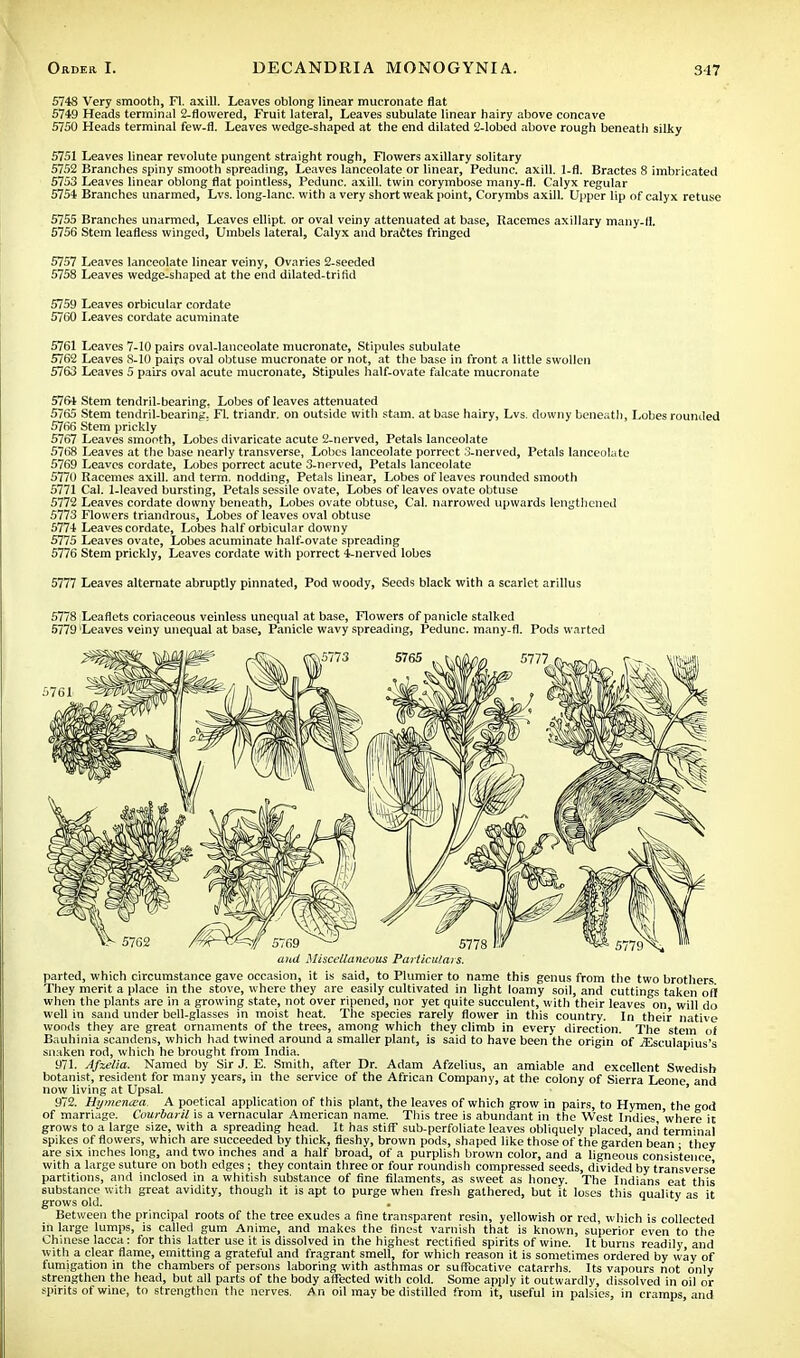 5748 Very smooth, Fl. axill. Leaves oblong linear mucronate flat 5749 Heads terminal 2-flowered, Fruit lateral, Leaves subulate linear hairy above concave 5750 Heads terminal few-fl. Leaves wedge-shaped at the end dilated 2-lobed above rough beneath silky 5751 Leaves linear revolute pungent straight rough, Flowers axillary solitary 5752 Branches spiny smooth spreading, Leaves lanceolate or linear, Pedunc. axill. 1-fl. Bractes 8 imbricated 5753 Leaves linear oblong flat pointless, Pedunc. axill. twin corymbose many-fl. Calyx regular 5754 Branches unarmed, Lvs. long-lanc. with a very short weak point, Corymbs axill. Upper lip of calyx retuse 5755 Branches unarmed, Leaves ellipt. or oval veiny attenuated at base, Racemes axillary many-fl. 5756 Stem leafless winged, Umbels lateral, Calyx and bractes fringed 5757 Leaves lanceolate linear veiny, Ovaries 2-seeded 5758 Leaves wedge-shaped at the end dilated-trifid 5759 Leaves orbicular cordate 5760 Leaves cordate acuminate 5761 Leaves 7-10 pairs oval-lanceolate mucronate, Stipules subulate 5762 Leaves 8-10 pairs oval obtuse mucronate or not, at the base in front a little swollen 5763 Leaves 5 pairs oval acute mucronate, Stipules half-ovate falcate mucronate 5764 Stem tendril-bearing. Lobes of leaves attenuated 5765 Stem tendril-bearing. Fl. triandr. on outside with stam. at base hairy, Lvs. downy beneath, Lobes rounded 5766 Stem prickly 5767 Leaves smooth, Lobes divaricate acute 2-nerved, Petals lanceolate 5768 Leaves at the base nearly transverse, Lobes lanceolate porrect 3-nerved, Petals lanceolate 5769 Leaves cordate, Lobes porrect acute 3-nerved, Petals lanceolate 5770 Racemes axill. and term, nodding, Petals linear, Lobes of leaves rounded smooth 5771 Cal. 1-leaved bursting, Petals sessile ovate, Lobes of leaves ovate obtuse 5772 Leaves cordate downy beneath, Lobes ovate obtuse, Cal. narrowed upwards lengthened 5773 Flowers triandrous, Lobes of leaves oval obtuse 5774 Leaves cordate, Lobes half orbicular downy 5775 Leaves ovate, Lobes acuminate half-ovate spreading 5776 Stem prickly, Leaves cordate with porrect 4-nerved lobes 5777 Leaves alternate abruptly pinnated, Pod woody, Seeds black with a scarlet arillus 5778 Leaflets coriaceous veinless unequal at base, Flowers of panicle stalked 5779 Leaves veiny unequal at base, Panicle wavy spreading, Pedunc. many-fl. Pods warted and Miscellaneous Particulars. parted, which circumstance gave occasion, it is said, to Plumier to name this genus from the two brothers They merit a place in the stove, where they are easily cultivated in light loamy soil, and cuttings taken oil when the plants are in a growing state, not over ripened, nor yet quite succulent, with their leaves on will do well in sand under bell-glasses in moist heat. The species rarely flower in this country. In their native woods they are great ornaments of the trees, among which they climb in every direction. The stem of Bauhinia scandens, which had twined around a smaller plant, is said to have been the origin of iEsculapius's snaken rod, which he brought from India. 971. Afzelia. Named by Sir J. E. Smith, after Dr. Adam Afzelius, an amiable and excellent Swedish botanist, resident for many years, in the service of the African Company, at the colony of Sierra Leone and now living at Upsal. 972. Hymenaa. A poetical application of this plant, the leaves of which grow in pairs, to Hymen the god of marriage. Courbaril is a vernacular American name. This tree is abundant in the West Indies 'where it grows to a large size, with a spreading head. It has stiff sub-perfoliate leaves obliquely placed, and' terminal spikes of flowers, which are succeeded by thick, fleshy, brown pods, shaped like those of the garden bean ■ they are six inches long, and two inches and a half broad, of a purplish brown color, and a ligneous consistence with a large suture on both edges ; they contain three or four roundish compressed seeds, divided by transverse partitions, and inclosed in a whitish substance of fine filaments, as sweet as honey. The Indians eat this substance with great avidity, though it is apt to purge when fresh gathered, but it loses this quality as it grows old. . ' Between the principal roots of the tree exudes a fine transparent resin, yellowish or red, which is collected in large lumps, is called gum Anime, and makes the finest varnish that is known, superior even to the Chinese lacca : for this latter use it is dissolved in the highest rectified spirits of wine. It burns readily and with a clear flame, emitting a grateful and fragrant smell, for which reason it is sometimes ordered by way of fumigation in the chambers of persons laboring with asthmas or suffocative catarrhs. Its vapours not only strengthen the head, but all parts of the body affected with cold. Some apply it outwardly, dissolved in oil or spirits of wine, to strengthen the nerves. An oil may be distilled from it, useful in palsies, in cramps, and